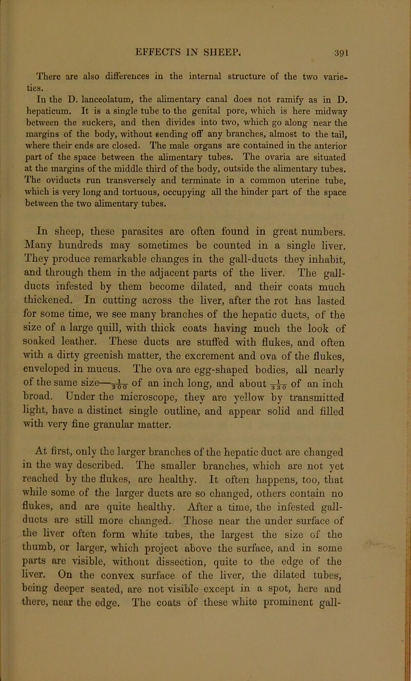 There are also differences in the internal structure of the two varie- ties. In the D. lanceolatum, the alimentary canal does not ramify as in D. hepaticum. It is a single tube to the genital pore, which is here midway between the suckers, and then divides into two, which go along near the margins of the body, without sending off any branches, almost to the tail, where their ends are closed. The male organs are contained in the anterior part of the space between the alimentary tubes. The ovaria are situated at the margins of the middle third of the body, outside the alimentary tubes. The oviducts run transversely and terminate in a common uterine tube, which is very long and tortuous, occupying all the hinder part of the space between the two alimentary tubes. In sheep, these parasites are often found in great numbers. Many hundreds may sometimes he counted in a single liver. They produce remarkable changes in the gall-ducts they inhabit, and through them in the adjacent parts of the hver. The gall- ducts infested by them become dilated, and their coats much thickened. In cutting across the liver, after the rot has lasted for some time, we see many branches of the hepatic ducts, of the size of a large quill, with thick coats having much the look of soaked leather. These ducts are stuffed with flukes, and often with a dirty greenish matter, the excrement and ova of the flukes, enveloped in mucus. The ova are egg-shaped bodies, all nearly of the same size—of an inch long, and about 3-!^ of an inch broad. Under the microscope, they are yellow by transmitted light, have a distinct single outline, and appear sohd and filled with vei7 fine granular matter. At first, only the larger branches of the hepatic duct are changed in the way described. The smaller branches, which are not yet reached by the flukes, are healthy. It often happens, too, that while some of the larger ducts are so changed, others contain no flukes, and are quite healthy. After a time, the infested gall- ducts are still more changed.. Those near the under sm’face of the liver often form white tubes, the largest the size of the thumb, or larger, which project above the surface, and in some parts are visible, without dissection, quite to the edge of the liver. On the convex surface of the liver, tlie dilated tubes, being deeper seated, are not visible except in a spot, here and there, near the edge. The coats of these white prominent gall-