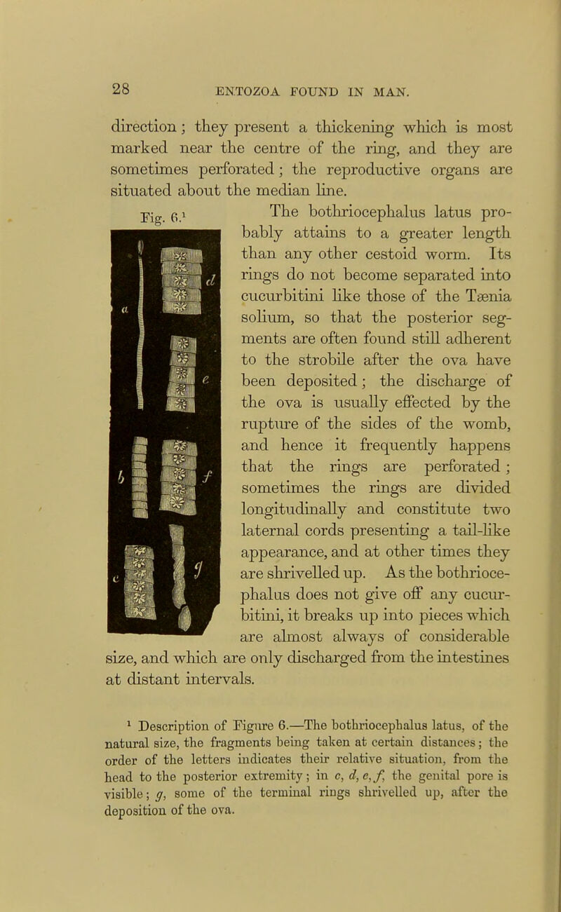 Fig. 6.i direction j they present a thickening which is most marked near the centre of the ring, and they are sometimes perforated; the reproductive organs are situated about the median line. The bothriocephalus latus pro- bably attains to a greater length than any other cestoid worm. Its rings do not become separated into cucurbitini like those of the Taenia solium, so that the posterior seg- ments are often found still adherent to the strobile after the ova have been deposited; the discharge of the ova is usually effected by the rupture of the sides of the womb, and hence it frequently happens that the rings are perforated ; sometimes the rings are divided longitudinally and constitute two laternal cords presenting a tail-like appearance, and at other times they are shrivelled up. As the bothrioce- phalus does not give off any cucur- bitini, it breaks up into pieces which are almost always of considerable size, and which are only discharged from the intestines at distant intervals. 1 Description of Figure 6.—The bothriocephalus latus, of the natural size, the fragments being taken at certain distances; the order of the letters indicates their relative situation, from the head to the posterior extremity; in c, d,e,f, the genital pore is visible; g, some of the terminal riugs shrivelled up, after the deposition of the ova.