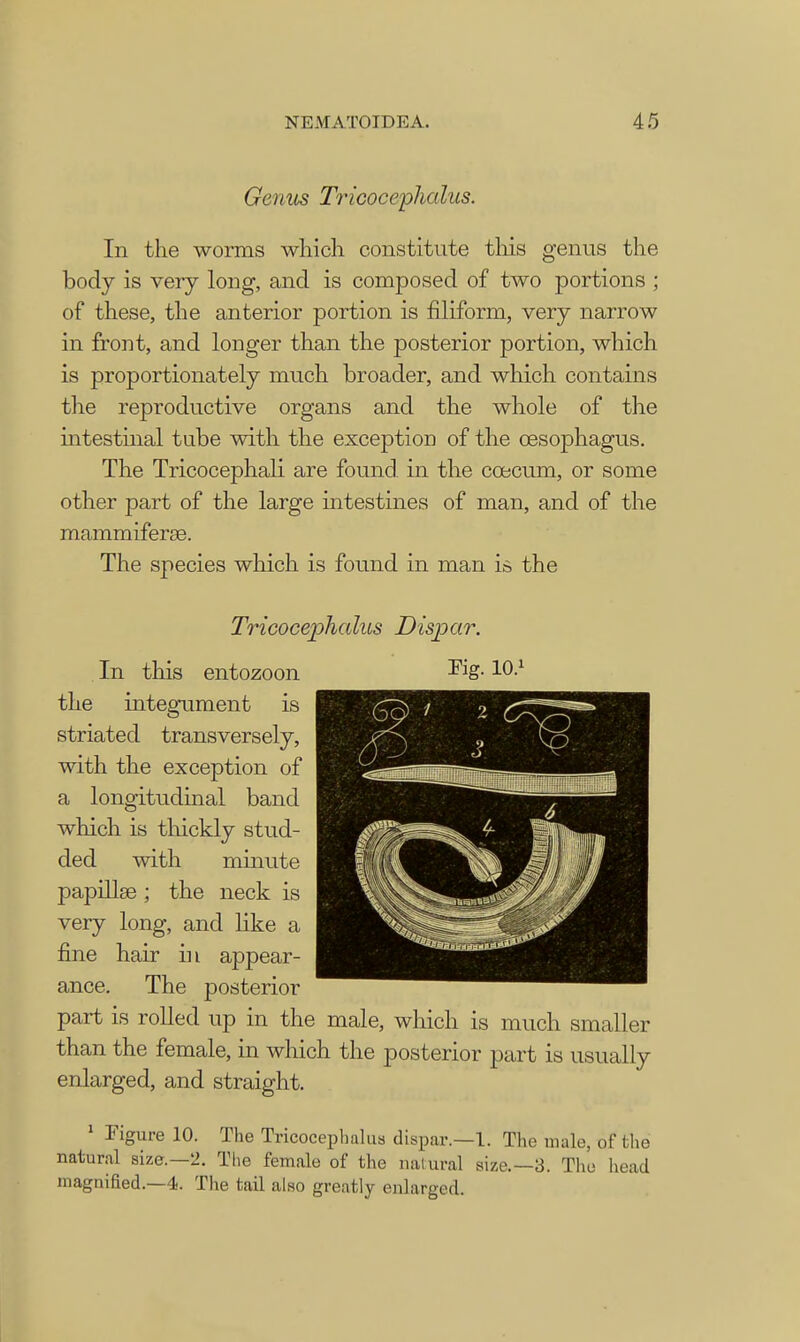 Genus Tricocephalus. In the worms which constitute this genus the body is very long, and is composed of two portions ; of these, the anterior portion is filiform, very narrow in front, and longer than the posterior portion, which is proportionately much broader, and which contains the reproductive organs and the whole of the intestinal tube with the exception of the oesophagus. The Tricocephali are found, in the ccecum, or some other part of the large intestines of man, and of the mammiferse. The species which is found in man is the Tricocephalus Dispar. In this entozoon the integument is striated transversely, with the exception of a longitudinal band which is thickly stud- ded with minute papillae ; the neck is very long, and like a fine hair in appear- ance. The posterior part is rolled up in the male, which is much smaller than the female, in which the posterior part is usually enlarged, and straight. 1 Figure 10. The Tricocephalus dispar.—1. The male, of the natural size.—2. The female of the natural size.—3. The head magnified.—4. The tail also greatly enlarged.