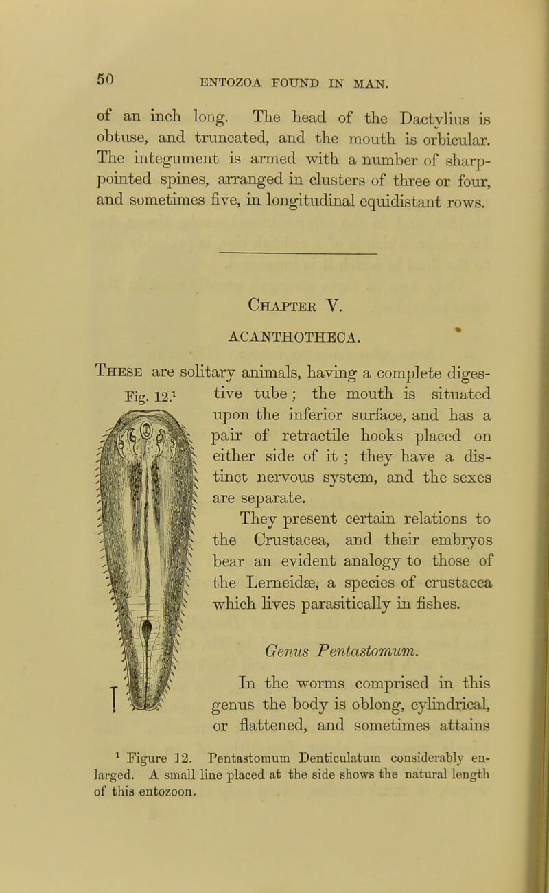 of an inch long. The head of the Dactylius is obtuse, and truncated, and the mouth is orbicular. The integument is armed with a number of sharp- pointed spines, arranged in clusters of three or four, and sometimes five, in longitudinal equidistant rows. Chaptee V. ACANTHOTHECA. These are solitary animals, having a complete diges- Fig. 12.1 tive tube; the mouth is situated upon the inferior surface, and has a pair of retractile hooks placed on either side of it ; they have a dis- tinct nervous system, and the sexes are separate. They present certain relations to the Crustacea, and their embryos bear an evident analogy to those of the Lerneidse, a species of Crustacea which lives parasitically in fishes. Genus Pentastomum. In the worms comprised in this genus the body is oblong, cylindrical, or flattened, and sometimes attains 1 Figure 32. Pentastomum Denticulatum considerably en- larged. A small line placed at the side shows the natural length of this entozoon.