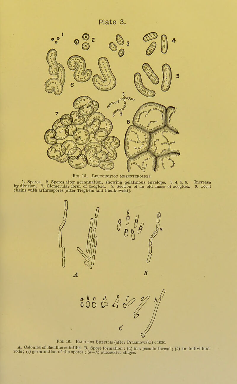 Fig. 15. Leuconostoo mesenteroides. 1. Spores. 2 Spores after germination, showing gelatinous envelope. 3, 4, 5, 6. Increase by division. 7. Glomerular form of zoogloea. 8. Section of an old mass of zooglcea. 9. Cocci chains with arthrospores [after Tieghem and Cienkowski]. Via. 16. Bacillus Subtilis (after rrazmowski)xl020. A. Colonies of Bacillus subtiUis. B. Spore formation : (a) in a psoudo-throacl; (6) in individual rods; (c) germination of the spores ; (a—h) succossivo stazos.