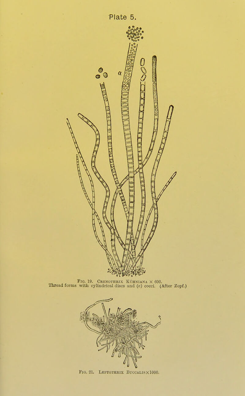 FlQ. 21. LEPTOTHaiX BUCCALWXlOOO.
