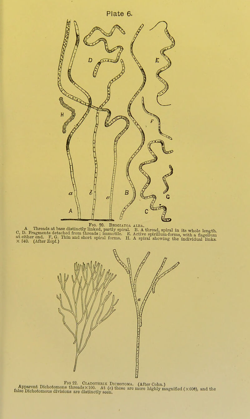 Fio. 20. Begoiatoa alba. P n'^ T^JP^^^^^ ^} ^^^t distinctly linked, partly spiral. B. A tliread, spiral in ita whole length. I tlireads ; immotile. B. Active spirmum-forms, with a fiagellum X 540 (SterZop?) ^P'! H. A spiral showing the'individuaf l 4r,™,»„* TM t, * ^'^u^- ^Ct-AOOTiiBix DicnoToMA. (After Colin.) fni^P^Yl ^ I*'ohotomons threadsxICQ. At (a) these arc more highly magnified (X 006), and the raise Dichotomous divisions are distinctly seen. b uuu v a uw;.