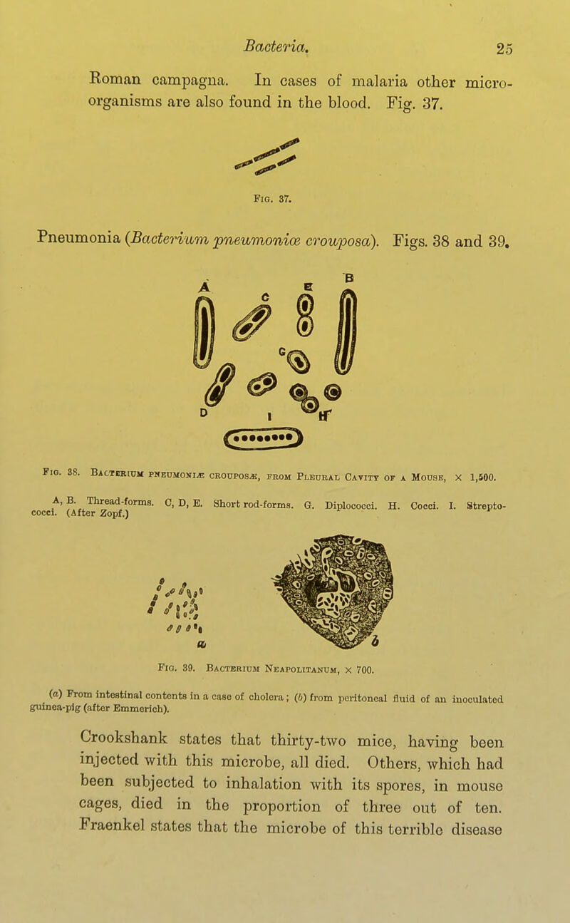 Roman campagna. In cases of malaria other micro- organisms are also found in the blood. Fig. 37. Fio. 37. Pneumonia (Bacterium pneumonios crouposa). Figs. 38 and 39, Fio. 39. Bacterium Neapolitanum, x 700. (a) From intestinal contents in a case of cholera; (6) from peritoneal fluid of an inoculated guinea-pig (after Emmerich). Crookshank states that thirty-two mice, having been injected with this microbe, all died. Others, which had been subjected to inhalation with its spores, in mouse cages, died in the proportion of three out of ten. Fraenkel states that the microbe of this terrible disease