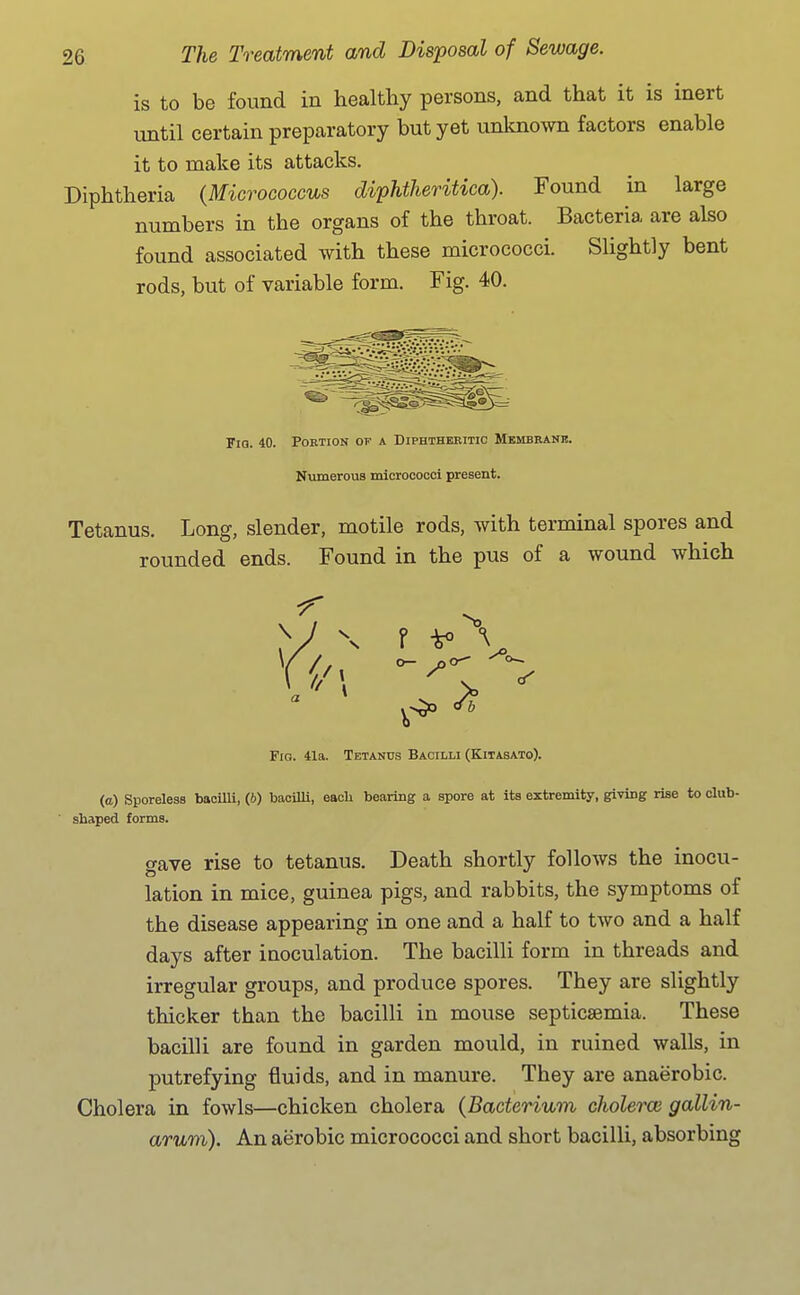 is to be found in healthy persons, and that it is inert until certain preparatory but yet unknown factors enable it to make its attacks. Diphtheria {Micrococcus diphtheritica). Found in large numbers in the organs of the throat. Bacteria are also found associated with these micrococci. Slightly bent rods, but of variable form. Fig. 40. Fia. 40. Portion of a Diphthekitic Membrane. Nvimerous micrococci present. Tetanus. Long, slender, motile rods, with terminal spores and rounded ends. Found in the pus of a wound which Fig. 41a. Tetanus Bacilli (Kitasato). (a) Sporeless bacilli, (6) bacilli, each bearing a spore at its extremity, giving rise to club- ' shaped forms. gave rise to tetanus. Death shortly follows the inocu- lation in mice, guinea pigs, and rabbits, the symptoms of the disease appearing in one and a half to two and a half days after inoculation. The bacilli form in threads and irregular groups, and produce spores. They are slightly thicker than the bacilli in mouse septicaemia. These bacilli are found in garden mould, in ruined walls, in putrefying fluids, and in manure. They are anaerobic. Cholera in fowls—chicken cholera (Bacterium cholercc gallin- arum). An aerobic micrococci and short bacilli, absorbing