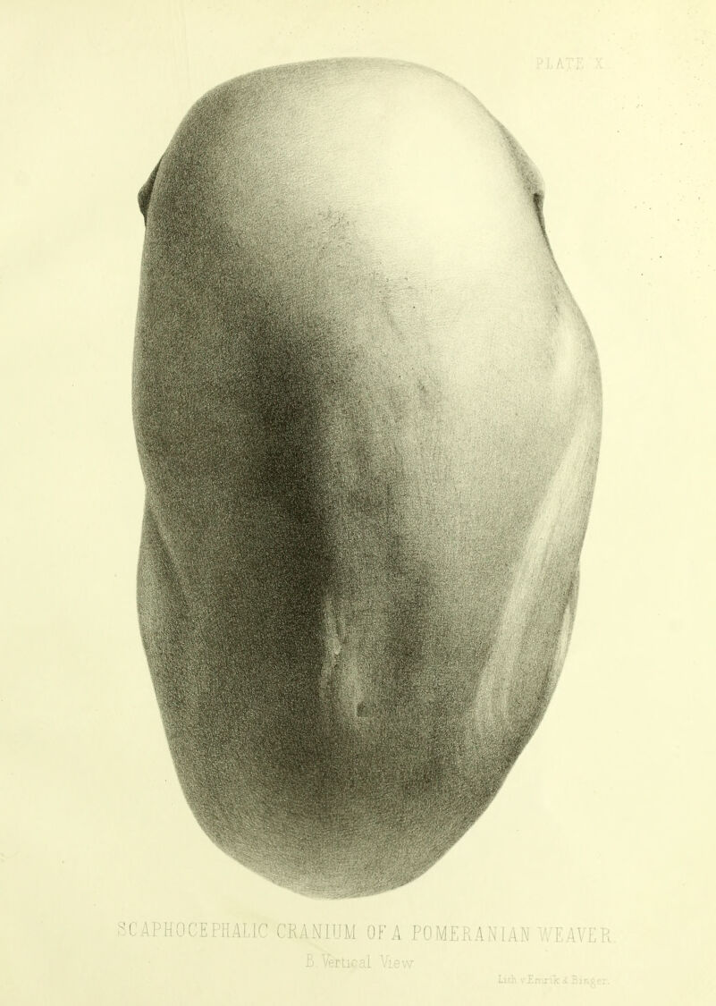 OCEPHALIC CRANIUM OF A POMERANIAN WF, AVE