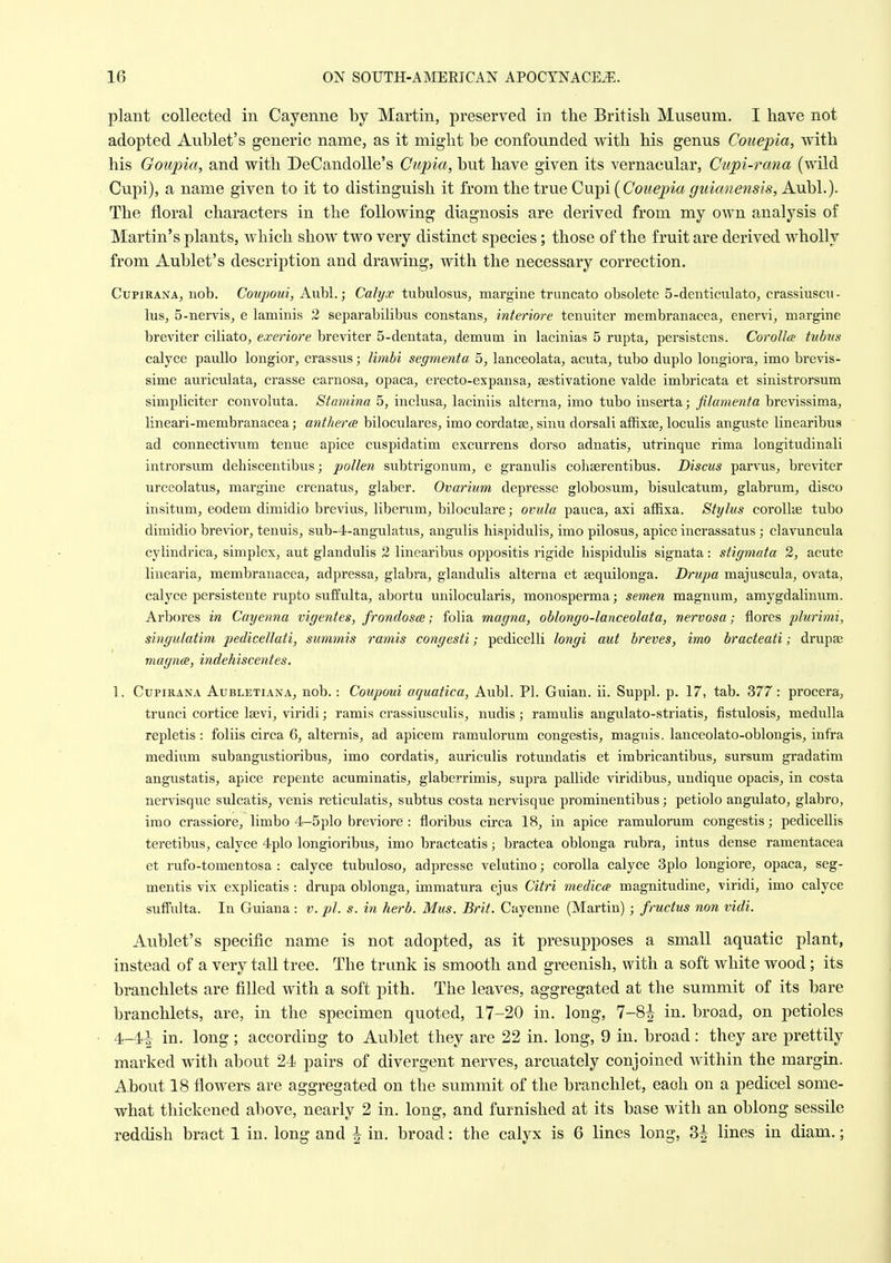 plant collected in Cayenne by Martin, preserved in the British Museum. I have not adopted Aublet's generic name, as it might he confounded with his genus Couepia, with his Goupia, and with DeCandoUe's Cupia, hut have given its vernacular, Cupi-rana (wild Cupi), a name given to it to distinguish it from the true Cu.])i (Couepia guianensis, Aubl.). The floral characters in the following diagnosis are derived from my own analysis of Martin's plants, which show two very distinct species; those of the fruit are derived wholly from Aublet's description and drawing, with the necessary correction. CupiRANA, nob. Conpoui, Aubl.; Calyx tubulosus, margiiie truncate obsolete 5-denticiilato, crassiuscu- lus, 5-nervis, e laminis 2 separabilibus constans, interiore tenuiter membranacea, enervi, margine breviter ciliato^ exeriore breviter 5-dentata, demum in lacinias 5 rupta, persistens. Corolla tubus calyce pauEo longior, crassus; limhi segmenta 5, lanceolata^ acuta, tube duplo longiova, imo brevis- sime auriculata, crasse carnosa, opaca, erecto-expansa, aestivatione valde imbricata et sinistrorsum simpliciter convoluta. Stamina 5, inclusa, laciniis alterna, imo tubo inserta; filamenta brevissima, lineari-membranacea; anthera biloculares, imo cordatas, sinu dorsali affixse, loculis anguste linearibus ad connectivnm tenue apice cuspidatim excurrens dorso adnatis, ntrinque rima longitudinali introrsum dehiscentibus; pollen subtrigonum, e granulis coliserentibus. Discus parvus, breviter urceolatus, margine crenatus, glaber. Ovarium depresse globosum, bisulcatum, glabi'um, disco insitum, eodem dimidio brevius, liberam, biloculare; ovula pauca, axi affixa. Stylus corollie tubo dimidio brevior, tenuis, sub-4-angulatus, angulis hispidulis, imo pilosus, apice incrassatus; clavuncula cylindrica, simplex, aut glandulis 2 linearibus oppositis rigide hispidulis signata: stigmata 2, acute linearia, membranacea, adpressa, glabra, glandulis alterna et sequilonga. Drupa majuscula, ovata, calyce persistente rupto suffulta, abortu unilocularis, monosperma; semen magnum, amygdalinum. Arbores in Cayenna vigentes, frondosce; folia magna, oblongo-lanceolata, nervosa; flores plurimi, singulatim pedicellati, summis ramis congesti; pedicelli longi aut breves, imo bradeati; drupse magnce, indehiscentes. 1. CupiRANA AuBLETiANA, nob.: Coupoui oqutttica, Aubl. PI. Guian. ii. Suppl. p. 17, tab. 377: procera, truQci cortice Isevi, viridi; ramis crassiusculis, nudis; ramulis angulato-striatis, fistulosis, medulla repletis : foliis circa 6, altei'nis, ad apicem ramulorum congestis, magnis, lanceolato-oblongis, infra medium subangustioribus, imo cordatis, auriculis rotundatis et imbricantibus, sursum gradatim angustatis, apice repente acuminatis, glaberrimis, supra pallide viridibus, undique opacis, in costa nervisque sulcatis, venis reticulatis, subtus costa nervisque prominentibus; petiolo angulato, glabro, imo crassiore, limbo 4-5plo breviore : floribus circa 18, in apice ramulorum congestis; pedicellis teretibus, calyce 4plo longioribus, imo bracteatis; bractea oblonga rubra, intus dense ramentacea et rufo-tomentosa : calyce tubuloso, adpressa velutino; corolla calyce 3plo longiore, opaca, seg- mentis vix explicatis : drupa oblonga, immatura ejus Citri medicce magnitudine, viridi, imo calyce suffulta. In Guiana : v. pi. s. in herb. Mus. Brit. Cayenne (Martin) ; fructus non vidi. Aublet's specific name is not adopted, as it presupposes a small aquatic plant, instead of a very tall tree. The trunk is smooth and greenish, with a soft white wood; its branchlets are filled with a soft pith. The leaves, aggregated at the summit of its bare branchlets, are, in the specimen quoted, 17-20 in. long, 7-8^ in. broad, on petioles 4-4-1 in. long; according to Aublet they are 22 in. long, 9 in. broad: they are prettily marked with about 24 pairs of divergent nerves, arcuately conjoined within the margin. About 18 flowers are aggregated on the summit of the branchlet, each on a pedicel some- what thickened above, nearly 2 in. long, and furnished at its base with an oblong sessile reddish bract 1 in. long and ^ in. broad: the calyx is 6 lines long, 3| lines in diam.;