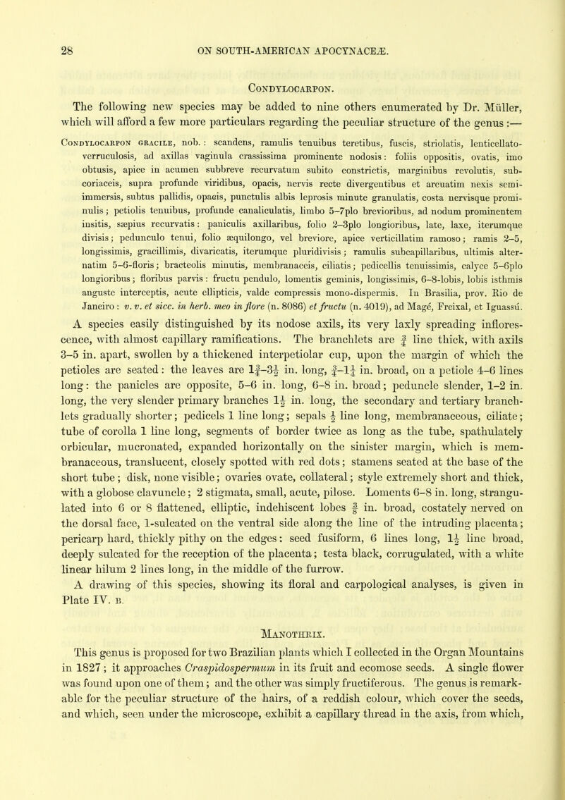 CONDTLOCARPON. The following new species may be added to nine others enumerated by Dr. Miiller, which will afford a few more particulars regarding the peculiar structure of the genus :— CoNDYLOCARPON GRACiLE, nob. : scandens, ramulis tenuibus teretibus, fuscis, striolatis, lenticellato- verniculosis, ad axillas vaginula crassissima prominente nodosis: foliis oppositis, ovatis, imo obtusis, apice in acumen subbreve recurvatum subito constrictis, marginibus revolutis, sub- coriaceisj supra profunde viridibus, opacis, nervis recte divergentibus et arcuatim nexis semi- immersis, subtus pallidis, opacis, punctulis albis leprosis minute granulatis, costa nervisque promi- rnilis; petiolis tenuibus, profunde canaliculatis^ limbo 5-7plo brevioribus, ad nodum prominentem insitis, ssepius recurvatis: paniculis axillaribus, folio 2-3plo longioribus, late, laxe, iterumque divisis; pedunculo tenui, folio sequilongo, vel breviore, apice verticillatim ramoso; ramis 2-5, longissimis, gracillimis, divaricatis, iterumque pluridivisis; ramulis subcapillaribus, ultimis alter- natim 5-6-floris; bracteolis minutis, membranaceis, ciliatis; pedicellis tenuissimis, calyce 5-6plo longioribus; floribus parvis : fructu pendulo, lomentis geminis, longissimis, 6-8-lobis, lobis isthmis anguste interceptis, acute ellipticis, valde compressis mono-dispermis. In Brasilia, prov. Rio de Janeiro : v. v. et sice, in herb, meo inflore (n. 8086) et fructu (n. 4019), ad Mage, Freixal, et Iguassu. A species easily distinguished by its nodose axils, its very laxly spreading inflores- cence, with almost capillary ramifications. The branchlets are f line thick, with axils 8-5 in. apart, swoUen by a thickened interpetiolar cup, upon the margin of which the petioles are seated: the leaves are l|-3^ in. long, in. broad, on a petiole 4-6 lines long: the panicles are opposite, 5-6 in. long, 6-8 in. broad; peduncle slender, 1-2 in. long, the very slender primary branches 1| in. long, the secondary and tertiary branch- lets gradually shorter; pedicels 1 line long; sepals ^ line long, membranaceous, ciKate; tube of corolla 1 line long, segments of border twice as long as the tube, spathulately orbicular, mucronated, expanded horizontally on the sinister margin, which is mem- branaceous, translucent, closely spotted with red dots; stamens seated at the base of the short tube ; disk, none visible; ovaries ovate, collateral; style extremely short and thick, with a globose clavuncle; 2 stigmata, small, acute, pilose. Loments 6-8 in. long, strangu- lated into 6 or 8 flattened, elliptic, indehiscent lobes f in. broad, costately nerved on the dorsal face, 1-sulcated on the ventral side along the line of the intruding placenta; pericarp hard, thickly pithy on the edges: seed fusiform, 6 lines long, 1^ line broad, deeply sulcated for the reception of the placenta; testa black, corrugulated, with a white linear liilum 2 lines long, in the middle of the furrow. A drawing of this species, showing its floral and carpological analyses, is given in Plate IV. B. Manothmx. This genus is proposed for two Brazilian plants which I collected in the Organ Mountains in 1827 ; it approaches Graspidospermum in its fruit and ecomose seeds. A single flower was found upon one of them; and the other was simply fructiferous. The genus is remark- able for the peculiar structure of the hairs, of a reddish colour, which cover the seeds, and which, seen under the microscope, exhibit a capillary thread in the axis, from which.