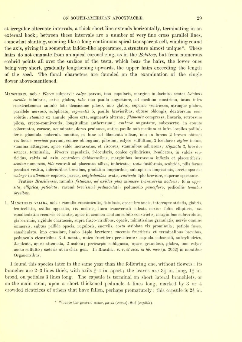 at irregular alternate intervals, a thick short line extends horizontally, terminating in an external hook; between these intervals are a number of very fine cross parallel lines, somewhat slanting, seeming like a long continuous spiral transparent cell, winding round the axis, giving it a somewhat ladder-like appearance, a structure almost unique*. These hairs do not emanate from an apical coronal ring, as in the Echitece, but from numerous scabrid points all over the surface of the testa, which bear the hairs, the lower ones being very short, gradually lengthening upwards, the upper hairs exceeding the lengtli of the seed. The floral characters are founded on the examination of the single flower above-mentioned. Manothrix, nob. : Flores subparvi: calyx parvus, imo cupularis, margine in lacinias acutas 5-fiflus ■ corolla tubularis, extus glabra, tubo imo pauUo angustiore, ad medium constricto, intus infra constrictionem annulo lato densissime piloso, imo glabro, superne ventricoso, utrinque glabro. parallele nervoso, subplicato, segmentis 5, paullo brevioribus, obtuse oblongis, dextrorsum cori- volutis: stamina ex annulo piloso orta, segmentis alterna; filamenta compressa, linearia, retrorsum pilosa, erecto-conniventia, longitudine antherarum; antherce angustatte, subexsertse, in conum coTiserentes, cornese, acuminatse, dorso pruinosae, antice panllo srib medium et infra locellos pollini- feros glandula puberula munitse, et hinc ad filamenta affixse, imo in furcas 2 breves obtusas vix fissse: ovarium parvum, conice oblongum, pilosum, calyce sufFultum, 2-loculare : stylus tenuis, stamina attingens, apice valde incrassatus, et viscosus, staminibus adhferens; stigmata 2, breviter setacea, terminalia. Fructus capsularis, 2-locularis, conice cylindricus, 2-sulcatus, in sulcis sep- ticidus, valvis ad axin centralcm deliisccntibus, marginibus introrsum inflexis et placentiferis: semina numerosa, hilo ventrali ad placentas affixa, imbricata^ testa fusiformis, scabrida, pilis forma peculiari vestita, iuferioribus brevibus, gradatim longioribus, sub apicem longissimis, erecte sparsis: embryo in albumine copioso, parvus, cotyledonibus ovatis, radicula 4plo brcAdore, superne spectantc. Frutices Brasilienses, ramulis fistulosis, ad uxillas plus minusve transversim nodosis: folia oppo- sita, elliptica, petiolata: racemi brevissime pedunculati; pedunculo paucifloro, pedicellis tenuilms brevibus. 1. Manothrix valida, nob. : ramulis crassiusculis, fistulosis, opaca brunncis, interrupte striatis, glabris, lenticcllatis, axillis oppositis, vix nodosis, linca trausversali sulcata nexis : foliis ellipticis, imo canaliculatim rccurvis et acutis, apice in acumen acutum subito constrictis, marginibus subrevolutis, glaberrimis, rigidule cbartaceis, supra fusco-viiidibus, opacis, minutissime granulatis, ner\'is omnino immersis, subtus pallidc opacis, rugulosis, enerviis, costa striolata vix prominula; petiolo fusco. canaliculate, imo crassiore, limbo 14plo breviore: racemis fniCtiferis et terminalibus brevibus, pedunculo cicatricibus 3-4 notato, unico fructifero persistente: capsula subsessili, subcylindrica, 2-sulcata, apice attenuata, 2-nodosa; psricarpio sublignoso, opace granuloso, glabro, imo calyce aucto sufFulto; cseteris ut in char. gen. In Brasilia: v. v. et sice, in hb. meo (n. 2052) in montibus Organensibus. I found this species later in the same year than the following one, without flowers: its branches are 2-3 lines thick, witli axils |-1 in. apart; the leaves are 3| in. long, 1| in. broad, on petioles 3 lines long. The capsule is terminal on short lateral brauchlets, or on the main stem, upon a short thickened peduncle i lines long, marked by 3 or 4 crowded cicatrices of others that have fallen, perhaps prematurely: this capsule is 2^ in. * Whence the generic name, ^mios (rams), dpVi, {capiUa).