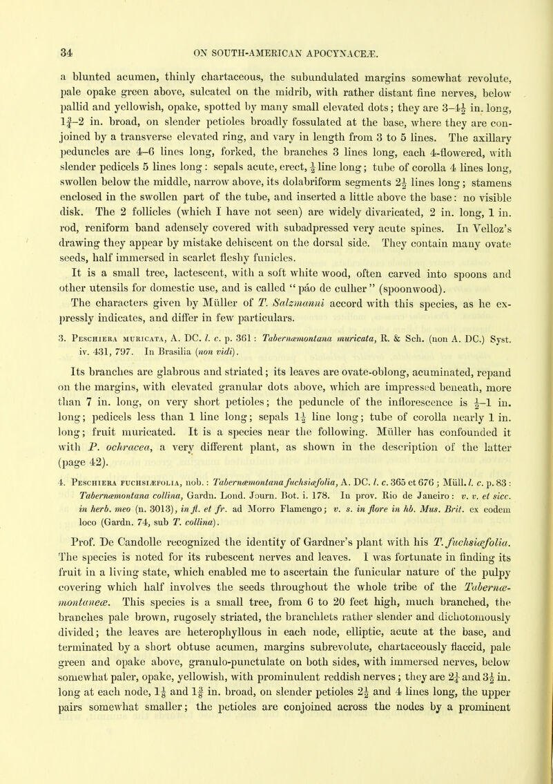 a blunted acumen, thinly chartaceous, the subundulated margins somewhat revolute, pale opake green above, sulcated on the midrib, with rather distant fine nerves, below pallid and yellowish, opake, spotted by many small elevated dots; they are 3-4^ in. long, l|-2 in. broad, on slender petioles broadly fossulated at the base, where they are con- joined by a transverse elevated ring, and vary in length from 3 to 5 lines. The axillary peduncles are 4-6 lines long, forked, the branches 3 lines long, each 4-flowered, with slender pedicels 5 lines long : sepals acute, erect, -| line long; tube of corolla 4 lines long, swollen below the middle, narrow above, its dolabriform segments 2^ lines long; stamens enclosed in the swollen part of the tube, and inserted a little above the base: no visible disk. The 2 follicles (which I have not seen) are widely divaricated, 2 in. long, 1 in. rod, reniform band adensely covered with subadpressed very acute spines. In Velloz's drawing they appear by mistake dehiscent on the dorsal side. They contain many ovate seeds, half immersed in scarlet fleshy funicles. It is a small tree, lactescent, with a soft white wood, often carved into spoons and other utensils for domestic use, and is called pao de cullier (spoonwood). The characters given by Miiller of T. Salzmanni accord with this species, as he ex- pressly indicates, and differ in few particulars. 3. Peschiera muricata, A. DC. I. c. p. 361 : Tabernamontana muricata, R. & Sch. (non A. DC.) Syst. iv. 431, 797. In Brasilia [non vidi). Its branches are glabrous and striated; its leaves are ovate-oblong, acuminated, repand on the margins, with elevated granular dots above, which are impressed beneath, more than 7 in. long, on very short petioles; the peduncle of the inflorescence is ^-1 in. long; pedicels less than 1 line long; sepals \^ line long; tube of corolla nearly 1 in. long; fruit muricated. It is a species near the following. Miiller has confounded it with P. ochracea, a very different plant, as shown in the description of the latter (page 42). 4. Peschiera fuchsijEfolia, nob.: Taberneemontanafachsicefolia, A. DC. /. c. 365 et676 ; Miill./. c. p. 83 : Tabernmmontana collina, Gardn. Lond. Journ. Bot. i. 178. In prov. Rio de Janeiro: v. v. et sice, in herb, meo (n. 3013), inji. et fr. ad Morro Flamengo; v. s. in flore in hb. Mus. Brit, ex eodem loco (Gardn. 74, sub T. collina). Prof. De Candolle recognized the identity of Gardner's plant with his T.fuchsicefolia. The species is noted for its rubescent nerves and leaves. I was fortunate in finding its fruit in a living state, which enabled me to ascertain the funicular nature of the pulpy covering which half involves the seeds throughout the whole tribe of the TaherncB- montanece. This species is a small tree, from 6 to 20 feet high, much branched, the branches pale brown, rugosely striated, the branchlets rather slender and dichotomously divided; the leaves are heterophyllous in each node, elliptic, acute at the base, and terminated by a short obtuse acumen, margins subrevolute, chartaceously flaccid, pale green and opake above, granulo-punctulate on both sides, with immersed nerves, below somewhat paler, opake, yellowish, with prominulent reddish nerves; they are 2|- and 3^ in. long at each node, 1^ and If in. broad, on slender petioles 2^ and 4 lines long, the upper pairs somewhat smaller; the petioles are conjoined across the nodes by a prominent