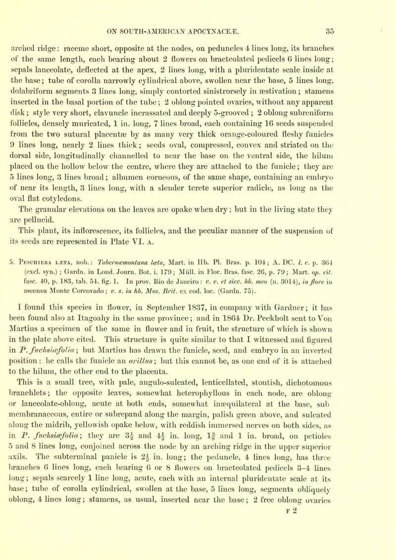 arched ridge: raceme short, opposite at the nodes, on peduncles 4 lines long, its branches of the same length, each bearing about 2 flowers on bracteolated pedicels 6 lines long; sepals lanceolate, deflected at the apex, 2 lines long, with a pluridentate scale inside at the base; tube of corolla narrowly cylindrical above, swollen near the base, 5 lines long, dolabriform segments 3 lines long, simply contorted sinistrorsely in cestivation; stamens inserted in the basal portion of the tube; 2 oblong pointed ovaries, without any apparent disk; style very short, clavuncle incrassated and deeply 5-grooved ; 2 oblong subreniform follicles, densely muricated, 1 in. long, 7 lines broad, each containing 16 seeds suspended from the two sutural placentae by as many very thick orange-coloured fleshy funicles 9 lines long, nearly 2 lines thick; seeds oval, compressed, convex and striated on the dorsal side, longitudinally channelled to near the base on the ventral side, the hilum placed on the holloAv below the centre, where they are attached to the fuuicle; they are 5 lines long, 3 lines broad; albumen corneous, of the same shape, containing an embryo of near its length, 3 lines long, with a slender terete superior radicle, as long as the oval flat cotyledons. The granular elevations on the leaves are opake when dry; but in the living state they are pellucid. This plant, its inflorescence, its follicles, and the peculiar manner of the suspension of its seeds are represented in Plate VI. a. 5. Peschiera l^ta, nob.: Tabernemontana loeta, Mart, in Hb. PI. Bras. p. 104; A. DC. /. c. p. 364 (excl. syn.) ; Gardn. in Lond. Journ. Bot. i. 179; Miill. in Flor. Bras. fasc. 26, p. 79; Mart. op. cit. fasc. 40, p. 183, tab. 54. fig. 1. In prov. Rio de Janeiro : v. v. et sice, hb. meo (n. 3014), in flore in ascensu Monte Corcovado; v. s. in hb. Mm. Brit, ex cod. loc. (Gardn. 75). I found this species in flower, in September 1837, in company with Gardner; it has been found also at Itagoahy in the same province; and in 1864 Dr. Peckholt sent to Von Martins a specimen of the same in flower and in fruit, the structure of which is shown in the plate above cited. This structure is quite similar to that I witnessed and figured in P. fuchsicefolia; but Martins has drawn the funicle, seed, and embryo in an inverted position: he calls the funicle an arillus; but this cannot be, as one end of it is attached to the hilum, the other end to the placenta. This is a small tree, with pale, angulo-sulcated, lenticellated, stoutish, dichotomous branchlets; the opposite leaves, somewhat heterophyllous in each node, are oblong or lanceolate-oblong, acute at both ends, somewhat insequilateral at the base, sub membranaceous, entire or subrepand along the margin, palish green above, and sulcated along the midrib, yelloAvish opake below, with reddish immersed nerves on both sides, as in P. fuchsicefolia; they are 3| and 4| in. long. If and 1 in. broad, on petioles 5 and 8 lines long, conjoined across the node by an arching ridge in the upper superior axils. The subterminal panicle is 2^ in. long; the peduncle, 4 lines long, has three branches 6 lines long, each bearing 6 or 8 flowers on bracteolated pedicels 3-4 lines long; sepals scarcely 1 line long, acute, each with an internal pluridentate scale at its base; tube of corolla cylindrical, swollen at the base, 5 lines long, segments obliquely oblong, 4 lines long; stamens, as usual, inserted near the base; 2 free oblong ovaries F 2