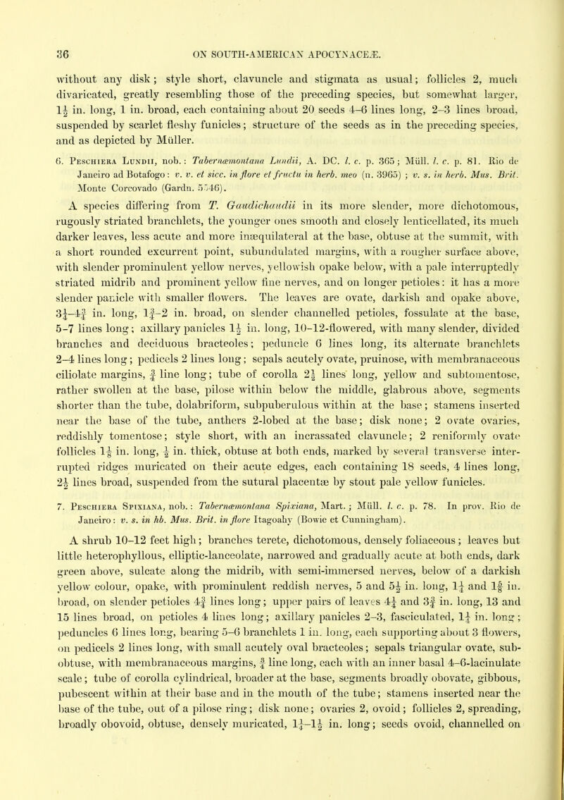 without any disk; style short, clavuncle and stigmata as usual; follicles 2, much divaricated, greatly resembling those of the preceding species, but somewhat larger, 1| in. long, 1 in. broad, each containing about 20 seeds 4-6 lines long, 2-3 lines broad, suspended by scarlet fleshy funicles; structure of the seeds as in the preceding species, and as depicted by Miiller. 6. Peschiera Lundii, nob.: Taberncemontana Lundii, A. DC. /. c. p. 365; Miill. /. c. p. 81. llio de Janeiro ad Botafogo: v. v. et sice, in flore et fructu in herb, meo (n. 3965) ; v. s. in herb. Mus. Brit. Monte Corcovado (Gardn. 5'46). A species differing from T. Gaudichaudii in its more slender, more dichotomous, rugously striated branchlets, the younger ones smooth and closely lenticellated, its much darker leaves, less acute and more insequilateral at the base, obtuse at the summit, with a short rounded excurrent point, subundulated margins, with a rougher surface above, with slender prominulent yellow nerves, yellovidsh opake below, with a pale interruptedly striated midrib and prominent yellow fine nerves, and on longer petioles: it has a more slender panicle with smaller flowers. The leaves are ovate, darkish and opake above, 31-41 in. long, l|-2 in. broad, on slender channelled petioles, fossulate at the base, 5-7 lines long; axillary panicles 1^ in. long, 10-12-flowered, with many slender, divided branches and deciduous bracteoles; peduncle 6 lines long, its alternate branchlets 2-4 lines long; pedicels 2 lines long; sepals acutely ovate, pruinose, with membranaceous ciliolate margins, f line long; tube of corolla 2\ lines long, yellow and subtomentose, rather swollen at the base, pilose within below the middle, glabrous above, segments shorter than the tube, dolabriform, subpuberulous within at the base; stamens inserted near the base of the tube, anthers 2-lobed at the base; disk none; 2 ovate ovaries, reddishly tomentose; style short, with an incrassated clavuncle; 2 reniforraly ovate follicles 1^ in. long, \ in. thick, obtuse at both ends, marked by several transverse inter- rupted ridges muricated on their acute edges, each containing 18 seeds, 4 lines long, 2^ lines broad, suspended from the sutural placentae by stout pale yellow funicles. 7. Peschiera Spixiana, nob.: Taberncemontana Splxiana, Mart.; Miill. /. c. p. 78. In prov. Rio de Janeiro: v. s. in hb. Mm. Brit, in flore Itagoahy (Bowie et Cunningham). A shrub 10-12 feet high; branches terete, dichotomous, densely foliaceous ; leaves but little heterophyllous, elliptic-lanceolate, narrowed and gradually acute at both ends, dark green above, sulcate along the midrib, with semi-immersed nerves, below of a dai'kish yellow colour, opake, with prominulent reddish nerves, 5 and 5| in. long, 1| and If iu. broad, on slender petioles 4| lines long; upper pairs of leaves 4^ and 3| in. long, 13 and 15 lines broad, on petioles 4 lines long; axillary panicles 2-3, fasciculated, 1^ in. long ; peduncles 6 lines long, bearing 5-6 branchlets 1 in. long, each supporting about 3 flowers, on pedicels 2 lines long, with small acutely oval bracteoles; sepals triangular ovate, sub- obtuse, with membranaceous margins, f line long, each with an inner basal 4-6-lacinulate scale; tube of corolla cylindrical, broader at the base, segments broadly obovate, gibbous, pubescent within at their base and in the mouth of the tube; stamens inserted near the l)ase of the tube, out of a pilose ring ; disk none; ovaries 2, ovoid; follicles 2, spreading, broadly obovoid, obtuse, densely muricated, Ij-lj in. long; seeds ovoid, channelled on