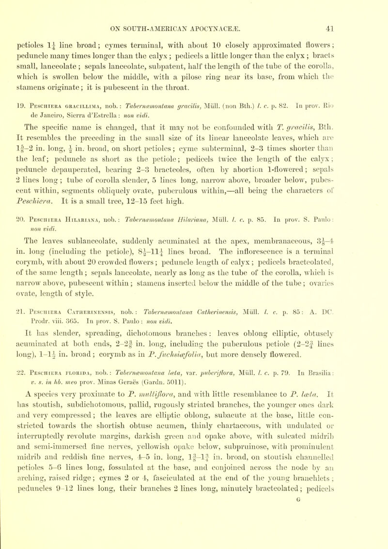 petioles 1 ^ line broad; cymes terminal, with about 10 closely approximated flowers; peduncle many times longer than the calyx ; pedicels a little longer than the calyx ; bracts small, lanceolate ; sej)als lanceolate, subpatent, half the length of the tube of the corolla, which is swollen below the middle, with a pilose ring near its base, from which the stamens originate; it is pubescent in the throat. 19. Peschiera gracillima, nob. : Tabernmnontana gracilis, Miill. (non Btli.) /. c. p. 82. In prov. Rio de Janeiro, Sierra d'Estrella : non vidi. The specific name is changed, that it may not be confounded with T. gracilis, Bth. It resembles the preceding in the small size of its linear lanceolate leaves, which are lf-2 in. long, ^ in. broad, on short petioles; cyme subterminal, 2-3 times shorter than the leaf; peduncle as short as the petiole; pedicels twice the length of the calyx; peduncle depauperated, bearing 2-3 bracteoles, often by abortion 1-flowered; sepals 2 lines long; tube of corolla slender, 5 lines long, narrow above, broader below, pubes- cent within, segments obliquely ovate, puberulous within,—all being the characters of Feschiera. It is a small tree, 12-15 feet high, 20. Peschiera Hilariana, nob.: Tabernmnontana Hilariana, Miill. /. c p. 85. In prov. S. Paulo: non vidi. The leaves sublanceolate, suddenly acuminated at the apex, membranaceous, 3^4 in. long (including the petiole), 8|—11^ lines broad. The inflorescence is a terminal corymb, Mdth about 20 crowded flowers; peduncle length of calyx; pedicels bracteolated, of the same length; sepals lanceolate, nearly as long as the tube of the corolla, which is narrow above, pubescent within; stamens inserted below the middle of the tube ; ovaries ovate, length of style. 21. Peschiera Catiierinensis, nob. : Tabernamontana Catherinensis, Miill. /. c. p. 85: A. DC. Prodr. viii. 3G5. In prov. S. Paulo : non vidi. It has slender, spreading, dichotomous branches : leaves oblong elliptic, obtusely acuminated at both ends, 2-2| in. long, including the pu])erulous petiole (2-2| lines long), 1-1^ in. broad; corymb as in I*. fuchsicBfoUa, but more densely flowered. 22. Peschiera elorida, nob.: TaberncEmontana heta, var. puberijiora, Miill. /. c. p. 79. In Brasilia: V. s. in hb. meo prov. Minas Geraes (Gardn. 5011). A species very proximate to P. midtifiora, and with little resemblance to P. loita. It has stoutish, subdichotomous, pallid, rugously striated branches, the younger ones dark and very compressed; the leaves are elliptic oblong, subacute at the base, little con- stricted towards the shortish obtuse acumen, thinly chartaceous, with undulated or interruptedly revolute margins, darkish green and opake above, with sulcated midrib and semi-immersed fine nerves, yellowish opake below, subpruinose, with prominulent midrib and reddish fine nerves, 4-5 in. long, If-lf in. broad, on stoutish channelled petioles 5-6 lines long, fossulated at the base, and conjoined across the node by au arching, raised ridge; cymes 2 or 4, fasciculated at the end of the young brauchlets ; peduncles 9-12 lines long, their branches 2 lines long, minutely bracteolated; pedicels