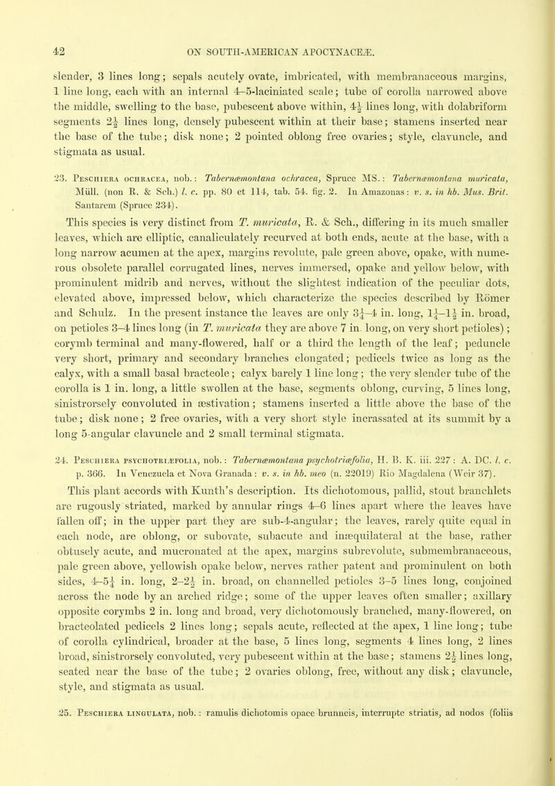 slender, 3 lines long; sepals acutely ovate, imbricated, with membranaceous margins, 1 line long, each with an internal 4-5-laciniated scale; tube of corolla narrowed above the middle, swelling to the base, pubescent above within, 4^ lines long, with dolabriform segments 2^ lines long, densely pubescent within at their base; stamens inserted near the base of the tube; disk none; 2 pointed oblong free ovaries; style, clavuncle, and stigmata as usual. 23. Peschiera ochracea, nob.: Taberncemontana ochracea, Spruce MS,: Taberncemontana muricata, Miill. (non R. & Scli.) /. c. pp. 80 et 114, tab. 54. fig. 2. In Amazonas: v. s. in hb. Mus. Brit. Santarem (Spruce 234). This species is very distinct from T. muricata, R. & Sch., differing in its much smaller leaves, which are elliptic, canaliculately recurved at both ends, acute at the base, with a long narrow acumen at the apex, margins revolute, pale green above, opake, with nume- rous obsolete parallel corrugated lines, nerves immersed, opake and yellow below, with prominulent midrib and nerves, without the slightest indication of the peculiar dots, elevated above, impressed below, which characterize the species described by Romer and Schulz. In the present instance the leaves are only 3j-4 in. long, 1^1^ in. broad, on petioles 3-4 lines long (in T. muricata they are above 7 in. long, on very short petioles); corymb terminal and many-flowered, half or a third the length of the leaf; peduncle very short, primary and secondary branches elongated; pedicels twice as long as the calyx, with a small basal bracteole; calyx barely 1 line long ; the very slender tube of the corolla is 1 in. long, a little swollen at the base, segments oblong, curving, 5 lines long, sinistrorsely convoluted in aestivation; stamens inserted a little above the base of the tube; disk none; 2 free ovaries, with a very short style incrassated at its summit by a long 5-angular clavuncle and 2 small terminal stigmata. 24. Peschiera psychotri^folia, nob.: Tabernmmontana psychotricefolia, H. B. K. iii. 227 : A. DC. I. c. p. 366. In Venezuela et Nova Granada : v. s. in hb. meo (n. 22019) Rio Magdalena (Weir 37). This plant accords with Kunth's description. Its dichotomous, pallid, stout branchlets are rugously striated, marked by annular rings 4-6 lines apart where the leaves have fallen off; in the upper part they are sub-4-angular; the leaves, rarely quite equal in each node, are oblong, or subovate, subacute and inaequilateral at the base, rather obtusely acute, and mucronated at the apex, margins subrevolute, submembranaceous, pale green above, yellowish opake below, nerves rather patent and prominulent on both sides, 4-5^ in. long, 2-2i in. broad, on channelled petioles 3-5 lines long, conjoined across the node by an arched ridge; some of the upper leaves often smaller; axillary opposite corymbs 2 in. long and broad, very diciiotomously branched, many-flowered, on bracteolated pedicels 2 lines long; sepals acute, reflected at the apex, 1 line long; tube of corolla cylindrical, broader at the base, 5 lines long, segments 4 lines long, 2 lines broad, sinistrorsely convoluted, very pubescent within at the base; stamens 2^ lines long, seated near the base of the tube; 2 ovaries obloug, free, without any disk; clavuncle, style, and stigmata as usual. 25. Peschiera lingulata, nob. : ramulis dichotomis opace brunneis, interrupte striatis, ad nodos (foliis