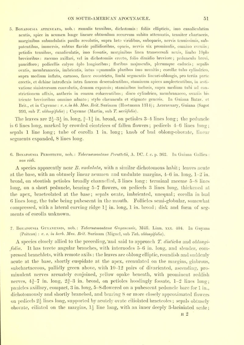 5. BoNAFOUsiA ATTENUATA, 1100.: ramulis tenuibus, dichotomis : foliis ellipticis^ imo canaliculatim acutis, apice in acumen longe lineare obtusulum recurvum subito attenuatis, tenuiter chartaceis, marginibus subundulatis pauUo revolutis, supra Isste viridibus, subopacis, ncrvis tcnuissimis, sub- patcntibuSj immersis, subtus flavide pallidioribuSj opacis^ nervis vix prominulis, omniuo eveniis; petiolis tenuibus, caualiculatis, imo fossatis, marginiljus Unca transversali nexis, limbo lOplo brevioribus: racemo axillari, vel in dichotomiis erccto, folio dimidio breviore; pedunculo brevi, paucifloro; pedicellis calyce 4plo longioribus; floribus majusculis, plcrumque caducis; sepalis ovatis, membranaceis, imbricatis, intus squamulis pluribus imo munitis; corolke tubo cylindrico, supra medium inflato, carnoso, fauce constricto, limbi segmentis lineari-oblongisj pro tertia parte erectis, et dcliinc introflexis intra faucem descendentibus, staminum apices amplectentibus, iu jesti- vatione sinistrorsum convolutis, demum expansis; staminibus inclusis, supra medium tubi ad con- strictionem affixis, antlicris iu conum cobaerentibus; disco cylindrico, membranaceo, ovariis bis triente brevioribus omnino adnato ; stylo elavuncula et stigmate genei'is. In Guiana Batav. et Brit., et in Cayenne : v. s. in hb. Mus. Brit. Surinam (Hostmann 1314); Acaravuary, Guiana (Sagot 993; sub T. ohlongifolia) ; Cayenne (Martin, sub T. neriifoliu). The leaves are 2^-3^ in, long, f-l^ in. hroad, on petioles 3-4 lines long; the peduncle is G lines long, marked by crowded cicatrices of fallen flowers; pedicels 4-6 lines long; sepals 1 line long; tube of corolla 1 in. long; knob of bud oblong-obovate, linear segments expanded, 8 lines long. 6. BoNAFousiA Pekottetii, nob.: Tabernmnontana Perottetii, A. DC. /. c. p. 362. In Guiana Gallica : non vidi. A species apparently near B. undulata, with a similar dichotomous habit; leaves acute at the base, with an obtusely linear acumen and undulate margins, 4-6 in. long, 1-2 in. broad, on stoutish petioles broadly channelled, 3 lines long: terminal raceme 5-8 lines long, on a short peduncle, bearing 5-7 flowers, on pedicels 3 lines long, thickened at the apex, bracteolatcd at the base; sepals ovate, imbricated, unequal; corolla in bud 6 lines long, the tube being pubescent in the mouth. Pollicles semi-globular, somewhat compressed, Avith a lateral curving ridge 1^ in. long, 1 in. broad; disk and form of seg- ments of corolla unknown. 7. BoNAFOusiA GuYANENSis, uob.: TabemcBmontana Giu/anensis, Miill. Linn. xxx. 404. In Guyana (Poiteau) : v. s. in herb. Mus. Brit. Surinam (Miguel, sub Tab. oblongifolia). A species closely allied to the preceding, 'and said to approach T. disticha and ohlongi- folia. It has terete angular branches, with internodes 5-6 in. long, and slender, com- pressed branchlets, with remote axils : the leaves are oblong elliptic, roundish and suddenly acute at the base, shortly cuspidate at the apex, crenulated on the margins, glabrous, subchartaceous, pallidly green above, wdth 10-12 pairs of divaricated, ascending, pro- minulent nerves arcuately conjoined, yellow opake beneath, with prominent reddish nerves, 4|-7 in. long, 2|-3 in. broad, on petioles hoodingly fossate, 1-2 lines long; panicles axillary, compact, 3 in. long, 5-8-flowered on a pubescent peduncle bare for 1 in., dichotomously and shortly branched, and bearing 8 or more closely approximated flowers on pedicels 2^ lines long, supported by acutely ovate ciliolated bractcoles ; sepals obtusely obovate, ciliated on the margins, 1^ line long, with an inner deeply 3-laciniated scale; H 2