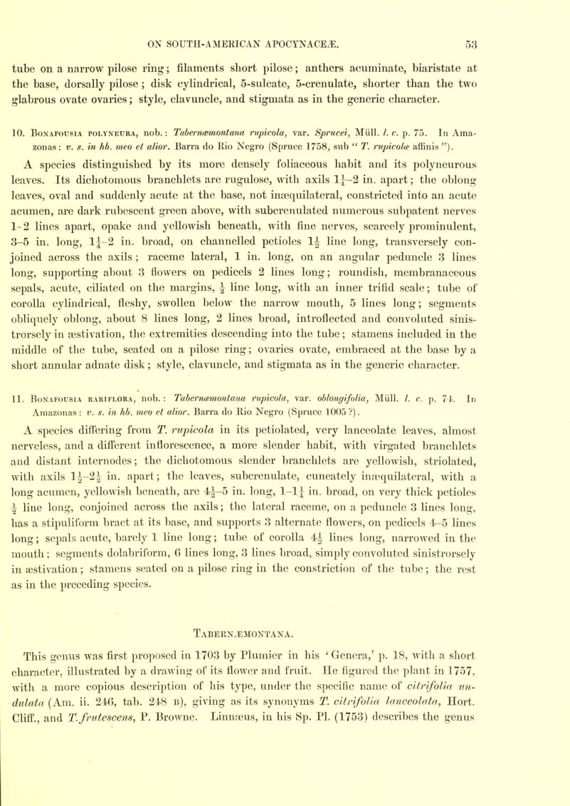 tube on a narrow pilose ring; filaments short pilose; anthers acuminate, biaristate at the base, dorsally pilose; disk cylindrical, 5-sulcate, 5-crenulate, shorter than the two glabrous ovate ovaries; style, clavuncle, and stigmata as in the generic character, 10. BoNAFousiA POLYNEURA, nob.: Tuberneemontana rupicola, var. Sprucei, Miill. /. c. p. 75. In Ama- zonas: v. s. in hb. meo et alior. Barra do liio Negro (Spruce 1758, sub  T. rupicolce affinis). A species distinguished by its more densely foliaceous habit and its polyneurous leaves. Its dichotomous branchlets are rugulose, with axils lj-2 in. apart; the oblong leaves, oval and suddenly acute at the base, not insequilateral, constricted into an acute acumen, are dark rubescent green above, with subcrenulated numerous subpatent nerves 1- 2 lines apart, opake and yellowish beneath, with fine nerves, scarcely prominulent, 3-5 in. long, l|-2 in. broad, on channelled petioles 1^ line long, transversely con- joined across the axils ; raceme lateral, 1 in. long, on an angular peduncle 3 lines long, supporting about 3 flowers on pedicels 2 lines long; roundish, membranaceous sepals, acute, ciliated on the margins, \ line long, with an inner trifid scale; tube of corolla cylindrical, fleshy, swollen below the narrow mouth, 5 lines long; segments obliquely oblong, about 8 lines long, 2 lines broad, introflected and convoluted sinis- trorsely in jBstivation, the extremities descending into the tube; stamens included in the middle of the tube, seated on a pilose ring; ovaries ovate, embraced at the base by a short annular adnate disk; style, clavuncle, and stigmata as in the generic character. 11. BoNAFousiA RARiFLORA, uob. : Tobemctmontana rupicola, var. oblongifolia, Miill. /. c. p. 71. In Amazonas : v. s. in hb. meo et alior. Barra do Rio Negro (Spruce 1005 ?). A species difi^ering from T. rupicola in its petiolated, very lanceolate leaves, almost nerveless, and a diff'erent inflorescence, a more slender habit, with virgated branchlets and distant internodes; the dichotomous slender branchlets are yellowish, striolated, with axils 1^-2| in. apart; the leaves, subcrenulate, cuneately ina3quilateral, with a long acumen, yellowish beneath, are 4|-5 in. long, 1-1^ in. broad, on very thick petioles 1 line long, conjoined across the axils; the lateral raceme, on a peduncle 3 lines long, has a stipuliform bract at its base, and supports 3 alternate flowers, on pedicels 4-5 lines long; sepals acute, loarely 1 line long; tube of corolla 4| lines long, narrowed in the mouth; segments dolabriform, 6 lines long, 3 lines broad, simply convoluted sinistrorsely in aestivation; stamens seated on a pilose ring in the constriction of the tube; the rest as in the preceding species. Tabernj^montana. This genus was first proposed in 1703 by Plumi^r in his ' Genera,' p. 18, with a short character, illustrated by a drawing of its flower and fruit. He figured the plant in 1757, with a more copious description of his type, under the specific name of citrifolia un- dulata (Am. ii. 246, tab. 248 b), giving as its synonyms T. citrifolia lanceolata, Hort. Cliff., and T.frutescens, P. Browne. Linnajus, in his Sp. PI. (1753) describes the genus