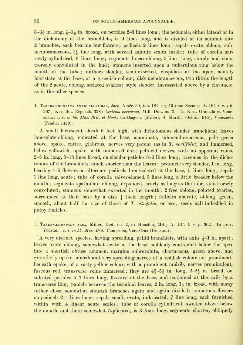 3-3^ in. long, in, broad, on petioles 2-3 lines long; the peduncle, either lateral or in the dichotomy of the branchlets, is 9 lines long, and is divided at its summit into 2 branches, each bearing few flowers; pedicels 2 lines long; sepals ovate oblong, sub- membranaceous, 1^ line long, with several minute scales inside; tube of corolla nar- rowly cylindrical, 6 lines long; segments linear-oblong, 5 lines long, simply and sinis- trorsely convoluted in the bud; stamens inserted upon a puberulous ring below the mouth of the tube; anthers slender, semi-exserted, cuspidate at the apex, acutely biaristate at the base, of a greenish colour; disk membranaceous, two thirds the length of the 2 acute, oblong, striated ovaries; style slender, incrassated above by a clavuncle, as in the other species. 4. TaberNjEMONTana AMYGDALiiEFOLiA, Jacq. Amer. 39, tab. 181. fig. 15 (non Seem.) ; A. DC. /. c. viii. 367; Ker, Bot. Reg. tab. 338 : Cestrum nervosum, Mill. Diet. no. 3. In Nova Granada et Vene- zuela: V. s. in hb. Mus. Brit, et Hook. Carthagena (Miller), S. Martha (Schlim 945), Venezuela (Fendler 1439). A small lactescent shrub 6 feet high, with dichotomous slender branchlets; leaves lanceolate-oblong, cuneated at the base, acuminate, submembranaceous, pale green above, opake, entire, glabrous, nerves very patent (as in T. neriifoUa) and immersed, below yellowish, opake, with immersed dark pellucid nerves, with no apparent veins, 2-5 in. long, 9-18 lines broad, on slender petioles 3-6 lines long; racemes in the dicho- tomies of the branchlets, much shorter than the leaves; peduncle very slender, 1 in. long, bearing 4-5 flowers on alternate pedicels bracteolated at the base, 5 lines long; sepals 1 line long, acute; tube of corolla salver-shaped, 5 lines long, a little broader below the mouth; segments spathulate oblong, expanded, nearly as long as the tube, sinistrorsely convoluted; stamens somewhat exserted in the mouth; 2 free oblong, pointed ovaries, surrounded at their base by a disk \ their length; follicles obovate, oblong, green, smooth, about half the size of those of T. citrifolia, or less; seeds half-imbedded in pulpy funicles. 5. Tabern^montana alba, Miller, Diet. no. 2, ex Houston, MS.; A. DC. /. c. p. 362. In prov. Yucatan : v. s. in hb. Mus. Brit. Campeche, Vera Cruz (Houston). A very distinct species, having spreading, pallid branchlets, with axils |-1 in. apart; leaves ovate oblong, somewhat acute at the base, suddenly contracted below the apex into a shortish obtuse acumen, margins subrevolute, chartaceous, green above, and granularly opake, midrib and very spreading nerves of a reddish colour not prominent, beneath opake, of a rusty yellow colour, with a prominent midrib, nerves prominulent, fuscous red, transverse veins immersed; they are 4f-5f in. long, 2-2| in. broad, on sulcated petioles 5-7 lines long, fossated at the base, and conjoined at the axils by a transverse line; panicle between the terminal leaves, 2 in. long, 1^ in. broad, with many rather close, somewhat stoutish branches again and again divided; numerous flowers on pedicels 2-4 lines long; sepals small, ovate, imbricated, | line long, each furnished within with 4 linear acute scales; tube of corolla cylindrical, swollen above below the mouth, and there somewhat 5-plicated, is 3 lines long, segments shorter, obliquely