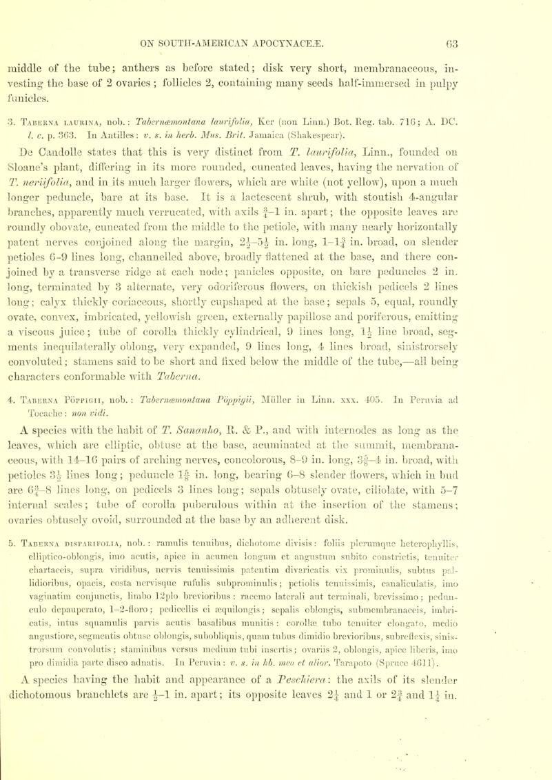 middle of the tube; anthers as before stated; disk very short, membranaceous, in- vesting the base of 2 ovaries ; follicles 2, containing many seeds half-immersed in i)ulpy funicles. 3. Taberna laurina, nob.: Tabci'namontana laur'ifoUa, Ker (non Linn.) Eot. Reg. tab. 71G; A. DC. I. c. p. 363. In Antilles: v. s. in herb. Miis. Brit. Jamaica (Sliakespear). Dq Oandolle states that this is very distinct from T. Icmrifolla, Linn., founded on Sloane's plant, differing in its more rounded, cuneated leaves, having the nervation of T. neriifolia, and in its much larger flowers, which are white (not yellow), upon a much longer peduncle, bare at its base. It is a lactescent shrub, with stoutisli 4-augular ])ranches, apparently much verrucated, with axils f-1 in. apart; the opposite leaves are roundly obovate, cuneated from the middle to the petiole, with many nearly horizontally patent nerves conjoined along the margin, 2^-5^ in. long, l-lf in. broad, on slender petioles 6-9 lines long, channelled above, broadly flattened at the base, and there con- joined by a transverse ridge at each node; panicles opposite, on bare peduncles 2 in. long, terminated by 3 alternate, very odoriferous flowers, on thickisli pedicels 2 lines long; calyx thickly coriaceous, shortly cupsliaped at the base; sepals 5, equal, roundly ovate, convex, imbricated, yellowish green, externally papillose and poriferous, emitting a viscous juice; tube of corolla tliickly cylindrical, 9 lines long, 1^ line broad, seg- ments inequilaterally oblong, very expanded, 9 lines long, 4< lines broad, siuistrorsely convoluted; stamens said to be short and flxed below the middle of the tube,—ail being characters conformable wdth Taberna. 4. Taberna PtippiGii, nob. : Taberncsmontana Poppigii, Miiller in Linn. xxx. 405. In Pernvia ad Tocaehe : non vidi. A species with the habit of T. Sancmlio, K. & P., and with internodes as long as the leaves, which are elliptic, obtuse at the base, acuminated at the summit, membrana- ceous, with 14-16 pairs of arching nerves, coucolorous, 8-9 in. long, 3f-4j in. broad, with petioles 3{t lines long; peduncle If in. long, bearing 6-8 slender flowers, which in bud are 6f-8 lines long, on pedicels 3 lines long; sepals obtusely ovate, ciiiolate, with 5-7 internal scales; tube of corolla pidierulous within at the insertion of the stamens; ovaries obtusely ovoid, surrounded at the base by an adherent disk. 5. Taberna dispabifolia, nob.: ramulis tenuibus, dicliotome divisis: foliis pleruraque lieterophyllis, elliptieo-oblongis, imo acntis, apice in acumen longum et angustum subito constrictis, teuuiter chartaceis, supra viridibus, nervis tenuissimis patentim divaricatis vix pi'ominubsj subtus pal- lidioribus, opacis, costa ncrvisque rufulis subprominulis; petiolis tenuissimis, canaliculatis, imo vagiuatim conjunctis, limbo 12plo breviorilKis : racemo laterali aut terrainali, brevissimo; pcdnn- culo depauperate, 1-3-floro; pedicellis ei a^quilongis; sepalis oblongis, submembranaceis, imbri- catis, intus squamulis parvis acutis basalibus munitis : corollte tubo tenniter elongate, medio augustiore, segmentis obtuse oblongis, subobliquis, qiiam tubus dimidio brevioribus, subrcflexis, sinis- trorsum convolutis ; staminibus versus medium tubi inscrtis; ovariis 2, oblongis, apice liberis, imo pro dimidia parte disco aduatis. In Peruvia: ik s. in Jsb. mcu el alior. Tarapoto (Spruce 4611). A species having the habit and appearance of a Peschlera: the axils of its slender dichotomous branchlets are |-1 in. apart; its opposite leaves 2^ and 1 or 2| and 1;^ in.