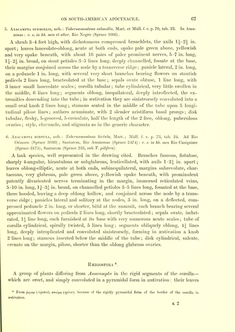 5. Anacampta submollis, nob,: Taberncemontana submolUs, Mart, et Miill. /. c. p. 7Q, tab. 22. In Ama- zonas : v. s. in hb. meo et ulior. Rio Negro (Spruce 16G6). A shrub 3-4 feet high, with clichotomoiis compressed branchlets, the axils l|-2^ in. apart; leaves lanceolate-oblong, acute at both ends, opake pale green above, yellowish and very opake beneath, with about 16 pairs of paler prominent nerves, 5-7 in. long, l|^-2^ in. broad, on stout petioles 3-5 lines long, deeply channelled, fossate at the base, their margins conjoined across the node by a transverse ridge; panicle lateral, 2 in. long, on a peduncle 1 in. long, with several very short branches bearing flowers on stoutish pedicels 2 lines long, bracteolated at the base; sepals ovate obtuse, 1 line long, with 3 inner small lanceolate scales; corolla tubular; tube cylindrical, very little swollen in the middle, 6 lines long; segments oblong, inequilateral, deeply introflected, the ex- tremities descending into the tube; in sestivation they are sinistrorsely convoluted into a small oval knob 2 lines long; stamens seated in the middle of the tube upon 5 longi- tudinal pilose lines; anthers acuminate, with 2 slender aristiform basal prongs; disk tubular, fleshy, 5-grooved, 5-crenulate, half the length of the 2 free, oblong, puberulous ovaries; style, clavuncle, and stigmata as in the generic character. 6. Anacampta hirtula, nob.: Tabentmnontana hirtula, Mart.; Miill. /. c. p. 73, tab. 24. Ad Rio Orinoco (Spruce 3G60) ; Sautarem, Rio Amazonas (Spruce 2474) : v. s. in hb. meo Rio Casiquiare (Sjjruce 3175), Santarem (Spruce 233, sub T. pilifera). A lank species, well represented in the drawing cited. Branches fuscous, flstulose, sharply 4-angular, hirsutulous or subglabrous, lenticellated, with axils 1-2^ in. apart; leaves oblong-elliptic, acute at both ends, subinequilateral, margins subrevolute, char- taceous, very glabrous, pale green above, yellowish opake beneath, with prominulent patently divaricated nerves terminating in the margin, immersed reticulated veins, 5-10 in. long, 1|-3J in. broad, on channelled petioles 3-5 lines long, fossated at the base, there hooded, leaving a deep oblong hollow, and conjoined across the node by a trans- verse ridge; panicles lateral and solitary at the nodes, 3 in. long, on a deflected, com- pressed peduncle 2 in. long, or shorter, bifid at the summit, eacli branch bearing several approximated flowers on pedicels 2 lines long, shortly bracteolated; sepals ovate, imbri- cated, Ih line long, each furnished at its base with very numerous acute scales; tube of corolla cylindrical, spirally twisted, 5 lines long; segments obliquely oblong, 4^ lines long, deeply introplicated and convoluted sinistrorsely, forming in aestivation a knob 2 lines long; stamens inserted below the middle of the tube; disk cylindrical, sulcate, crenate on the margin, pilose, shorter than the oblong glabrous ovaries. Rhigospira *. A group of plants differing from Anacarnpta in the rigid segments of the corolla— which are erect, and simply convoluted in a pyramidal form in aestivation: their leaves * From piyow {riyesco), aireipa (spira), because of the rigidly pyramidal form of the border of the corolla in sestivation. K 2