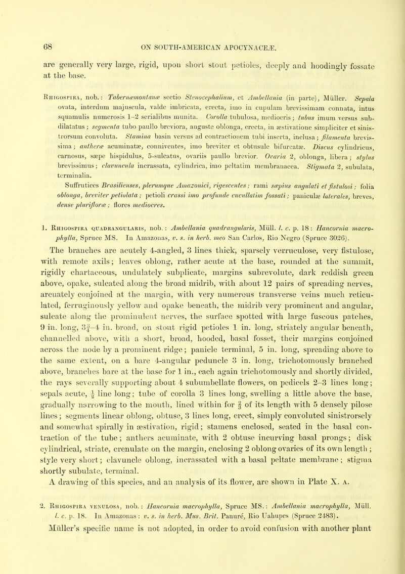 are generally very large, rigid, upou short stout petioles, deeply and hoodingly fossate at the base. Ehigospira, nob.: Taberncemontance sectio Stenocephalium, et Atnbellania (in j^arte), Miiller. Sepala ovata, interdum majuscula, valde imbricata, erecta, iino in cnpulam brevissimam connata, intus squamubs numerosis 1-2 seriabbus munita. Corolla tubulosa, mediocris; tubus imum versus sub- dilatatus; segmenta tubo paullo breviora, auguste oblonga, erecta, in sestivatione simpbciter et sinis- trorsum convoluta. Stamina basin A^ersus ad contractionem tubi inserta, inclusa; filamenta brevis- sima; anthera acuminatae, conniveutes, imo breviter et obtusule bifurcatse. Discus cyHndricus, camosus, saepe hispidnlus^ 5-sulcatus, ovariis paullo brevior. Ovaria 2, oblonga, libera; stylus brevissimus; clavuncula incrassata, cylindrica, imo peltatim membranacea. Stigmata 2, subulata, terminalia. Snffrutices Brasilietises, plerumque Amazonici, rigescentes; rami scepius angulati et fistulosi; folia oblonga, breviter petiulata ; petioli crassi imo profunde cucullaiim fossati; pauicula; laterales, breves, dense pluriflorce; flores mediocres. 1. Rhigospira qttadrangularis, nob.: Ambellania quadrangularis, Miill. /. c. p. 18: Hancornia macro- phylla, Spruce MS. In Amazonas, v. s. in herb, meo San Carlos, Rio Negro (Spruce 3026). The branches are acutely 4i-angled, 3 lines thick, sparsely verruculose, very fistulose, with remote axils; leaves oblong, rather acute at the base, rounded at the summit, rigidly chartaceous, undulately subplicate, margins subrevolute, dark reddish green above, opake, sulcated along the broad midi'ib, with about 12 pairs of spreading nerves, arcuately conjoined at the margin, with very numerous transverse veins much reticu- lated, ferruginously yellow and opake beneath, the midrib very prominent and angular, sulcate along the prominulent nerves, the surface spotted with large fuscous patches, 9 in. long, 3|—4 iu. broad, on stout rigid petioles 1 in. long, striately angular beneath, channelled above, with a short, broad, hooded, basal fosset, their margins conjoined across the node by a prominent ridge; panicle terminal, 5 in. long, spreading above to the same extent, on a bare 4i-angular peduncle 3 in. long, trichotomously branched above, branches bare at the base for 1 in., each again trichotomously and shortly divided, the rays severally supporting about 4 subumbellate flowers, on pedicels 2-3 lines long; sepals acute, ^ line long; tube of corolla 3 lines long, swelling a little above the base, gradually narrowing to the mouth, lined within for f of its length with 5 densely pilose lines; segments linear oblong, obtuse, 3 lines long, erect, simply convoluted sinistrorsely and somewhat spirally in sestivation, rigid; stamens enclosed, seated in the basal con- traction of the tube; anthers acuminate, with 2 obtuse incurving basal prongs; disk cylindrical, striate, crenulate on the margin, enclosing 2 oblong ovaries of its own length ; style very short; clavuncle oblong, incrassated with a basal peltate membrane; stigma shortly subulate, terminal. A drawing of this species, and an analysis of its flower, are shown in Plate X. a. 2. Rhigospira venulosa, nob. : Hancornia macrophylla, Spruce MS.: Ambellania macrophylla, Miill. /. c. p. 18. In Amazonas : v. s. in herb. Mas. Brit. Panure, Rio Uahupes (Spruce 2483). Miiller's specific name is not adopted, in order to avoid confusion with another plant