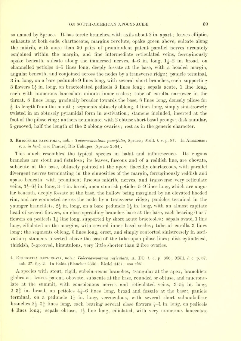 SO named by Spruce. It has terete branches, with axils about 2 in. apart; leaves elliptic, subacute at both ends, cliartaceous, margins revolute, opake green above, sulcate along the midrib, with more than 50 pairs of prominulent patent parallel nerves arcuately conjoined within the margin, and fine intermediate reticulated veins, ferruginously opake beneath, sulcate along the immersed nerves, 4<-6 in. long, 1^-2 in. broad, on channelled petioles 4-5 lines long, deeply fossate at the base, with a hooded margin, angular beneath, and conjoined across the nodes by a transverse ridge ; panicle terminal, 3 in. long, on a bare peduncle 9 lines loug, with several short branches, each supporting 3 flowers 1^ in. long, on bracteolated pedicels 3 lines long; sepals acute, 1 line long, each with numerous lanceolate minute inner scales ; tube of corolla narrower in the throat, 8 lines long, gradually broader towards the base, 8 lines long, densely pilose for f its length from the mouth ; segments obtusely oblong, 4 lines long, simply sinistrorsely twisted in an obtusely pyramidal form in aestivation; stamens included, inserted at the foot of the pilose ring; anthers acuminate, with 2 obtuse short basal prongs ; disk annular, 5-grooved, half the length of the 2 oblong ovaries ; rest as in the generic character. 3. Rhigospira paucifolia, nob. : Tabemamontana jjaudfolia, Spruce; Miill. /. c. p. 87. In Amazonas : V. s. in herb, meo Paniire, llio Uahupes (S^jruce 2564). This much resembles the typical species in habit and inflorescence. Its rugous branches are stout and fistulose; its leaves, fuscous and of a reddish hue, are obovate, subacute at the base, obtusely pointed at the apex, flaccidly cliartaceous, with parallel divergent nerves terminating in the sinuosities of the margin, ferruginously reddish and opake beneath, with prominent fuscous midrib, nerves, and transverse very reticulate veins, 3^-6^ in. long, 8-4 in. broad, upon stoutish petioles 5-9 lines long, which are angu- lar beneath, deeply fossate at the l)ase, the hollow being margined by an elevated hooded rim, and are connected across the node by a transverse ridge; panicles terminal in the younger branchlets, 2-| in. long, on a bare peduncle 1^ in. long, with an almost capitate head of several flowers, on close spreading branches bare at the base, each bearing 6 or 7 flowers on pedicels 1^ line long, supported by short acute bracteoles; sepals ovate, 1 liur long, ciliolated on the margins, with several inner basal scales; tube of corolla 3 lines long; the segments oblong, G lines long, erect, and simply contorted sinistrorsely in aesti- vation ; stamens inserted above the base of the tube upon pilose lines; disk cylindrical, thickish, 5-grooved, hirsutulous, very little shorter than 2 free ovaries. 4. Rhigospira reticulata, nob.: Tabernmnoutana reticulata, A. DC. /. c. p. 366; Miili. /, c. p. 87, tab. 27. fig. 2. In Bahia ( Blanchet 2336 ; Riedel 4'i5) : non vidi. A species with stout, rigid, subcinereous branches, 4-angular at the apex, branchlets glabrous ; leaves patent, obovate, subacute at the base, rounded or obtuse, and mucronu- late at the summit, with conspicuous nerves and reticulated veins, 3-5i in. long, 2-3f in. l)road, on petioles 4|-G lines long, broad and fossate at the base; panicle terminal, on a peduncle 1+ in. long, verruculous, with several short subumbelLiie branches 2^-of lines long, each bearing several close flowers f-1 in. long, on pedicels 4 lines long; sepals obtuse, 1^ line long, ciliolated, with very numerous lanceolate