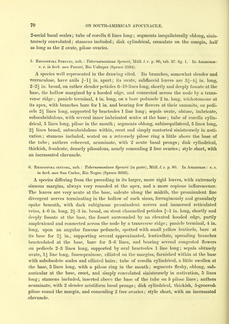 2-serial basal scales; tube of corolla 6 lines long; segments inequilaterally oblong, sinis- trorsely convoluted; stamens included; disk cylindrical, crenulate on the margin, half as long as the 2 ovate, pilose ovaries. 5. Rhigospira Sprucei^ nob.: Taberneemontana Sprucei, Miill. I. c. p. 86^ tab. 27. fig. 1. In Amazonas : V. s. in herb, meo Panure, Rio Uahupes (Spruce 2594). A species well represented in the drawing cited. Its branches, somewhat slender and verruculose, have axils in. apart; its ovate, subflaccid leaves are 3^4^ in. long, 2-2^ in. broad, on rather slender petioles 6-10 lines long, shortly and deeply fossate at the base, the hollow margined by a hooded edge, and connected across the node by a trans- verse ridge; panicle terminal, 4 in. long, on a bare peduncle 2 in. long, trichotomous at its apex, with branches bare for 1 in. and bearing few flowers at their summits, on pedi- cels 2^ lines long, supported by bracteoles 1 line long; sepals ovate, obtuse, imbricate, subscabridulous, with several inner imbricated scales at the base; tube of corolla cylin- drical, 5 lines long, pilose in the mouth; segments oblong, subinequilateral, 5 lines long, 2^ lines broad, subscabridulous within, erect and simply contorted sinistrorsely in sesti- vation; stamens included, seated on a retrorsely pilose ring a little above the base of the tube; anthers coherent, acuminate, with 2 acute basal prongs; disk cylindrical, thickish, 5-sulcate, densely pilosulous, nearly concealing 2 free ovaries; style short, with an incrassated clavuncle. 6. Rhigospira sinuosa, nob.: Taberneemontana Sprucei (in parte), Miill. /. c. p. 86. In Amazonas : v. s. in herb, meo San Carlos, Rio Negro (Spruce 3693). A species differing from the preceding in its larger, more rigid leaves, with extremely sinuous margins, always very rounded at the apex, and a more copious inflorescence. The leaves are very acute at the base, sulcate along the midrib, the prominulent fine divergent nerves terminating in the hollow of each sinus, ferruginously and granularly opake beneath, with dark rubiginous prominulent nerves and immersed reticulated veins, 4-6 in. long, 2^-3 in. broad, on stout channelled petioles |—1 in. long, shortly and deeply fossate at the base, the fosset surrounded by an elevated hooded edge, partly amplexicaul and connected across the node by a transverse ridge; panicle terminal, 4 in. long, upon an angular fuscous peduncle, spotted with small yellow lenticels, bare at its base for 2^ in., supporting several approximated, lenticellate, spreading branches bracteolated at the base, bare for 3-6 lines, and bearing several congested flowers on pedicels 2-3 lines long, supported by oval bracteoles 1 line long; sepals obtusely ovate, 1^ line long, fusco-pruinose, ciliated on the margins, furnished within at the base with subobsolete scales and ciliated hairs; tube of corolla cylindrical, a little swollen at the base, 3 lines long, with a pilose ring in the mouth; segments fleshy, oblong, sub- auricular at the base, erect, and simply convoluted sinistrorsely in aestivation, 5 lines long; stamens included, inserted above the base of the tube on 5 pilose lines; anthers acuminate, with 2 slender aristiform basal prongs; disk cylindrical, thickish, 5-groovedj pilose round the margin, and concealing 2 free ovaries; style short, with an incrassated .clavuncle.