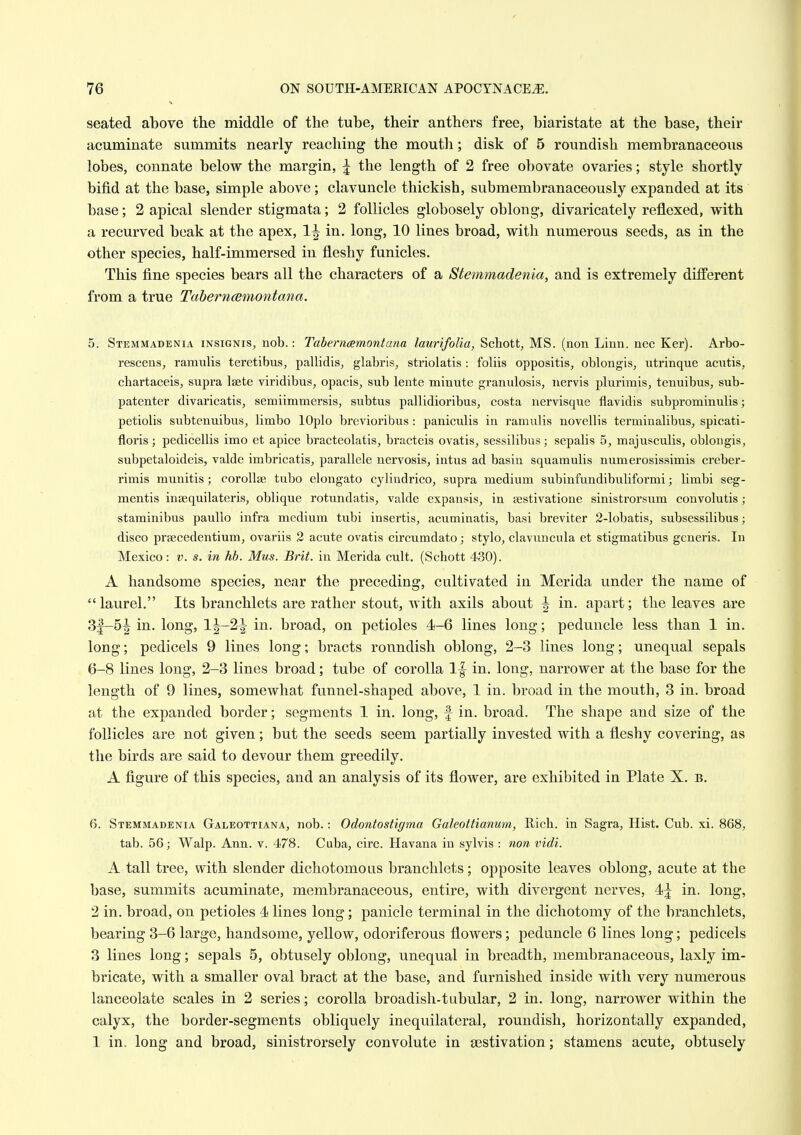 seated above the middle of the tube, their anthers free, biaristate at the base, their acuminate summits nearly reaching the mouth; disk of 5 roundish membranaceous lobes, connate below the margin, | the length of 2 free obovate ovaries; style shortly bifid at the base, simple above; clavuncle thickish, submembranaceously expanded at its base; 2 apical slender stigmata; 2 follicles globosely oblong, divaricately reflexed, with a recurved beak at the apex, 1^ in. long, 10 lines broad, with numerous seeds, as in the other species, half-immersed in fleshy funicles. This fine species bears all the characters of a Stemmadenia, and is extremely different from a true Tahernwmontana. 5. Stemmadenia insignis, nob.: Tabernamontana laurifolia, Schottj MS. (non Linn, nec Ker). Arbo- rescens, ramulis teretibus, pallidis, glabrisj striolatis : foliis oppositis, oblongis^ utrinque acntis, chartaceis, supra Isete viridibus, opacis, sub lente minute granulosis, nervis plurimis, tenuibus, sub- patenter divaricatis, semiimmersis, subtus pallidioribus, costa nervisque flavidis subprominulis; petiolis subtenuibus, limbo lOplo brevioribus : paniculis in ramulis novellis terminalibus, spicati- floris; pedicellis imo et apice bracteolatis, bracteis ovatis^ sessilibus; sepalis 5, majusculis, oblongis, subpetaloideis, valde imbricatis, parallele nervosis, intus ad basin squamulis numerosissimis creber- rimis munitis ; eoroUjE tubo elongate cylindrico, supra medium subinfundibuliformi; limbi seg- mentis insequilateris, oblique rotundatis, valde expansis, in sestivatione sinistrorsum convolutis ; staminibus paullo infra medium tubi insertis, acuminatis, basi breviter 2-lobatis, subsessilibus; disco praecedentium, ovariis 2 acute ovatis circumdato; stylo, clavuncula et stigmatibus generis. In Mexico: v. s. in hb. Mus. Brit, in Merida cult. (Schott 430). A handsome species, near the preceding, cultivated in Merida under the name of laurel. Its branclilets are rather stout, with axils about ^ in. apart; the leaves are 3f-5^ in. long, 1^-2^ in. broad, on petioles 4-6 lines long; peduncle less than 1 in. long; pedicels 9 lines long; bracts roundish oblong, 2-3 lines long; unequal sepals 6-8 lines long, 2-3 lines broad; tube of corolla If in. long, narrower at the base for the length of 9 lines, somewhat funnel-shaped above, 1 in. broad in the mouth, 3 in. broad at the expanded border; segments 1 in. long, f in. broad. The shape and size of the follicles are not given; but the seeds seem partially invested with a fleshy covering, as the birds are said to devour them greedily. A figure of this species, and an analysis of its flower, are exhibited in Plate X. b. 6. Stemmadenia Galeottiana, nob.: Odontostigma Galeottianum, E-ich. in Sagra, Hist. Cub. xi. 868, tab. 56; Walp. Ann. v. 478. Cuba, circ. Havana in sylvis : non vidi. A tall tree, with slender dichotomous branclilets; opposite leaves oblong, acute at the base, summits acuminate, membranaceous, entire, with divergent nerves, 4j in. long, 2 in. broad, on petioles 4 lines long; panicle terminal in the dichotomy of the branchlets, bearing 3-6 large, handsome, yellow, odoriferous flowers; peduncle 6 lines long; pedicels 3 lines long; sepals 5, obtusely oblong, unequal in breadth, membranaceous, laxly im- bricate, with a smaller oval bract at the base, and furnished inside with very numerous lanceolate scales in 2 series; corolla broadish-tubular, 2 in. long, narrower within the calyx, the border-segments obliquely inequilateral, roundish, horizontally expanded, 1 in. long and broad, sinistrorsely convolute in aestivation; stamens acute, obtusely