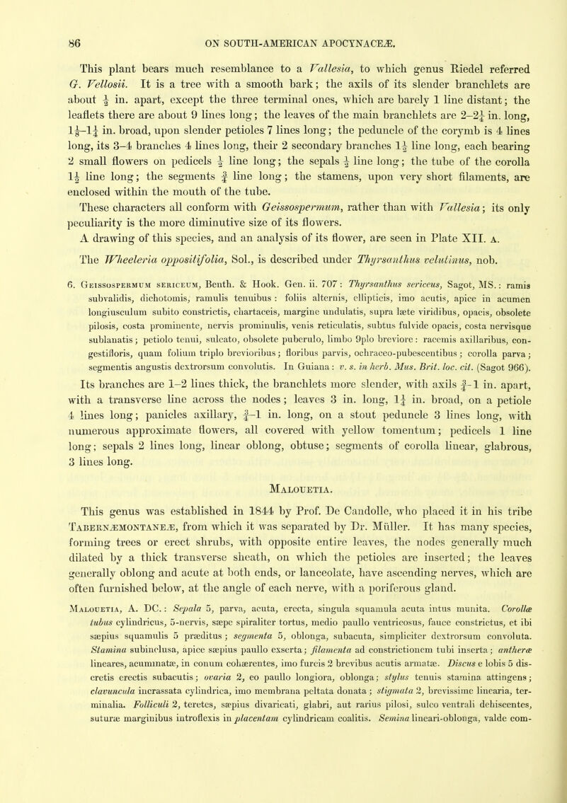 This plant bears mucli resemblance to a Vallesia, to which genus E-iedel referred G. Vellosii. It is a tree with a smooth bark; the axils of its slender branchlets are about \ in. apart, except the three terminal ones, which are barely 1 line distant; the leaflets there are about 9 Knes long; the leaves of the main branchlets are 2-2|^ in. long, 1^1^ in. broad, upon slender petioles 7 lines long; the peduncle of the corymb is 4 lines long, its 3-4 branches 4 lines long, their 2 secondary branches 1^ line long, each bearing 2 small flowers on pedicels ^ line long; the sepals \ line long; the tube of the corolla 1^ line long; the segments f line long; the stamens, upon very short filaments, are enclosed within the mouth of the tube. These characters all conform with Geissospermum, rather than with Vallesia; its only peculiarity is the more diminutive size of its flowers. A drawing of this species, and an analysis of its flower, are seen in Plate XII. a. The Wheeleria oppositifolia, Sol., is described under Thyrsanthus velutinus, nob. 6. Geissospermum sericeum, Benth. & Hook. Gen. ii. 707: Thyrsanthus sericeus, Sagot, MS.: ramia subvalidis, dichotomis, ramulis temiibus : foliis alternis, ellipticis, imo acutis, apice in acumen longiusculum subito constrictis, chartaceis, margine undulatis, supra Isete viridibus, opacis_, obsolete pilosis, costa promiuente, nervis prominulis, venis reticulatis, subtus fulvide opacis, costa nervisque sublanatis; petiolo tenui, sulcato, obsolete puberulo, limbo 9plo breviore : racemis axillaribus, con- gestifloris, quam folium triplo brevioribus; floribus parvis, ochraceo-pubescentibus ; corolla parva; segmentis angustis dextrorsum convolutis. In Guiana : v. s. in herb. Mus. Brit. loc. cit. (Sagot 966). Its branches are 1-2 lines thick, the branchlets more slender, with axils |-1 in, apart, with a transverse line across the nodes ; leaves 3 in. long, 1\ in. broad, on a petiole 4 lines long; panicles axillary, |-1 in. long, on a stout peduncle 3 lines long, with numerous approximate flowers, all covered with yellow tomentum; pedicels 1 line long; sepals 2 lines long, linear oblong, obtuse; segments of corolla linear, glabrous, 3 lines long. Malotjetia. This genus was established in 1844 by Prof. De CandoUe, who placed it in his tribe Tabern^montane^, from which it was separated by Dr. Miiller. It has many species, forming trees or erect shrubs, with opposite entire leaves, the nodes generally much dilated by a thick transverse sheath, on which the petioles are inserted; the leaves generally oblong and acute at both ends, or lanceolate, have ascending nerves, which are often fm'nished below, at the angle of each nerve, with a poriferous gland. Malouetia, a. DC.: Sepala 5, parva, acuta, erecta, singula squamula acuta intus munita. Corollce tubus cylindricus, 5-nervis, ssepe spiraliter tortus, medio paullo ventricosus, fauce constrictus, et ibi saepius squamulis 5 prseditus ; segmenta 5, oblonga, subacuta, simpliciter dextrorsum convoluta. Stamina subinclusa, apice ssepius paullo exserta; filamenta ad constrictionem tubi inserta; antherce lineares, acummatse, in conum cohaerentes, imo furcis 2 brevibus acutis armatse. Discus e lobis 5 dis- cretis erectis subacutis; ovaria 2, eo paullo longiora, oblonga; stylus tenuis stamina attingens; clavuncula incrassata cylindrica, imo membrana peltata donata ; stigmata 2, brevissime linearia, ter- minalia. Folliculi 2, teretes, ssepius divaricati, glabri, aut rarius pilosi, sulco ventrali dehiscentes, suturae marginibus introflexis in placentam cylindricam coalitis. Semiwa lineari-oblonga, valde com-