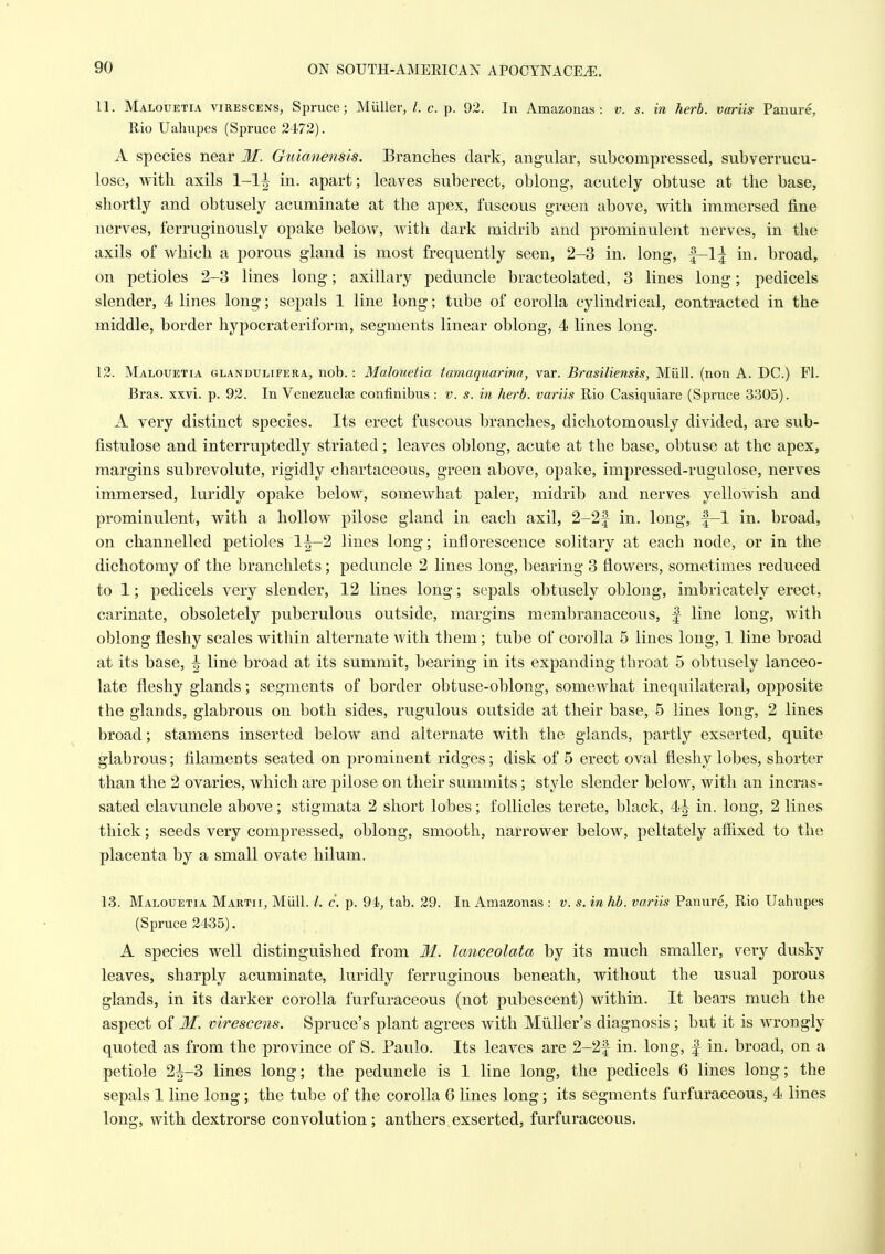 11. Malouetia virescens, Spruce; Miiller, /. c. p. 92. In Amazonas : v. s. in herb, variis Panure, Rio Uahupes (Spruce 2472). A species near M. Guianensis. Branches dark, angular, subcompressed, subverrucu- lose, with axils 1-1^ in. apart; leaves suberect, oblong, acutely obtuse at the base, shortly and obtusely acuminate at the apex, fuscous green above, with immersed fine nerves, ferruginously opake below, with dark midrib and prominulent nerves, in the axils of which a porous gland is most frequently seen, 2-3 in. long, |—l:j in. broad, on petioles 2-3 lines long; axillary peduncle bracteolated, 3 lines long; pedicels slender, 4 lines long; sepals 1 line long; tube of corolla cylindrical, contracted in the middle, border hypocrateriform, segments linear oblong, 4 lines long. 12. Malouetia glandulifera, nob. : Malouetia tamaquarina, var. Brasiliensis, Miill. (non A. DC.) Fl. Bras. xxvi. p. 92. In Venezuelae confinibus : v. s. in herb, variis Rio Casiquiare (Spruce 3305). A very distinct species. Its erect fuscous branches, dichotomously divided, are sub- fistulose and interruptedly striated ; leaves oblong, acute at the base, obtuse at the apex, margins subrevolute, rigidly chartaceous, green above, opake, impressed-rugulose, nerves immersed, luridly opake below, somewhat paler, midrib and nerves yellowish and prominulent, with a hollow pilose gland in each axil, 2-2f in. long, |—1 in. broad, on channelled petioles l|-2 lines long; inflorescence solitary at each node, or in the dichotomy of the branchlets; peduncle 2 lines long, bearing 3 flowers, sometimes reduced to 1; pedicels very slender, 12 lines long; sepals obtusely oblong, imbricately erect, carinate, obsoletely puberulous outside, margins membranaceous, f line long, with oblong fleshy scales within alternate with them; tube of corolla 5 lines long, 1 line broad at its base, ^ line broad at its summit, bearing in its expanding throat 5 obtusely lanceo- late fleshy glands; segments of border obtuse-oblong, somewhat inequilateral, opposite the glands, glabrous on iDoth sides, rugulous outside at their base, 5 lines long, 2 lines broad; stamens inserted below and alternate with the glands, partly exserted, quite glabrous; filaments seated on prominent ridges; disk of 5 erect oval fleshy lobes, shorter than the 2 ovaries, which are pilose 0]i their summits; style slender below, with an incras- sated clavuncle above; stigmata 2 short lobes; follicles terete, black, 4J in. long, 2 lines thick; seeds very compressed, oblong, smooth, narrower below, peltately affixed to the placenta by a small ovate hilum. 13. Malouetia Martii, Miill. /. c. p. 94, tab. 29. In Amazonas : v. s. in hb. variis Panure, Rio Uahupes (Spruce 2435). A species well distinguished from 31. lanceolata by its much smaller, very dusky leaves, sharply acuminate, luridly ferruginous beneath, without the usual porous glands, in its darker corolla furfuraceous (not pubescent) within. It bears much the aspect of M. virescens. Spruce's plant agrees with Miiller's diagnosis ; but it is wrongly quoted as from the province of S. Paulo. Its leaves are 2-2f in. long, | in. broad, on a petiole 2^-3 lines long; the peduncle is 1 line long, the pedicels 6 lines long; the sepals 1 line long; the tube of the corolla 6 lines long; its segments furfuraceous, 4 lines long, with dextrorse convolution; anthers exserted, furfuraceous.