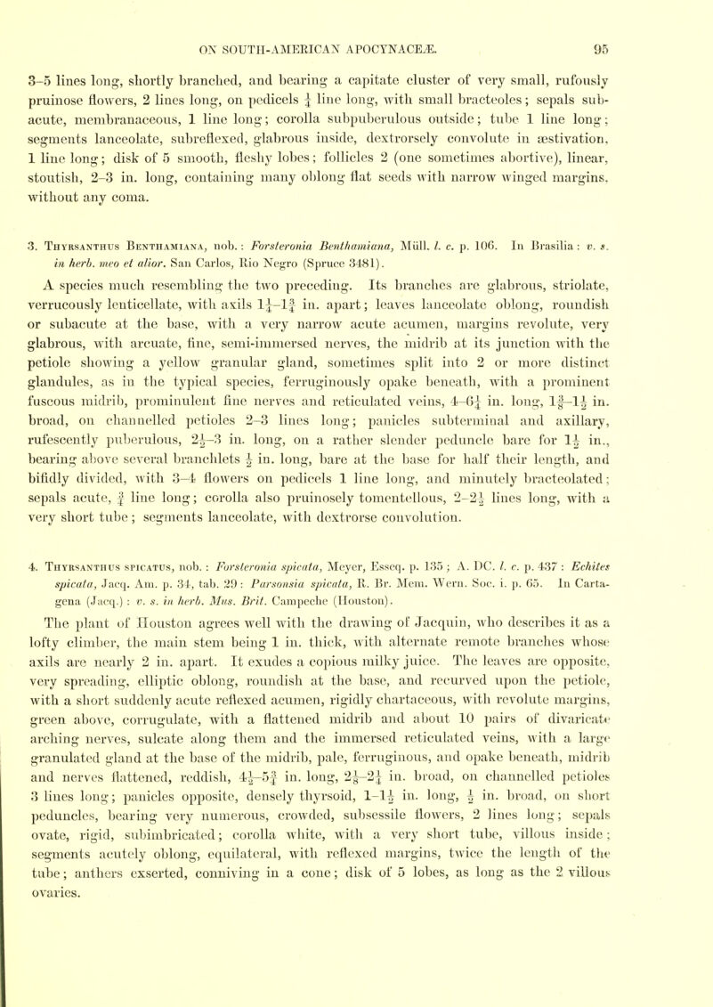 3-5 lines long, shortly branched, and bearing a capitate cluster of very small, rufously pruinose flowers, 2 lines long, on pedicels ^ line long, with small bracteoles; sepals sub- acute, membranaceous, 1 line long; corolla subpuberulous outside; tube 1 line long; segments lanceolate, subreflexed, glabrous inside, dextrorsely convolute in aestivation, 1 line long; disk of 5 smooth, fleshy lobes; follicles 2 (one sometimes abortive), linear, stoutish, 2-3 in. long, containing many olilong flat seeds with narrow winged margins, without any coma. 3. Thyrsanthus Benthamiana, nob. : Forsteronia Benthamiana, Miill. /. c. p. lOG. In Brasilia : v. s. in herb, meo et alior. San Carlos, Rio Negro (Spruce 3481). A species much resembling the two preceding. Its branches are glabrous, striolate, verrucously ienticellate, with axils Ij-lf in. apart; leaves lanceolate oblong, roundish or subacute at the base, with a very narrow acute acumen, margins revolute, very glabrous, with arcuate, fine, semi-immersed nerves, the midrib at its junction with the petiole showing a yellow granular gland, sometimes split into 2 or more distinct glandules, as in the typical species, ferruginously opake beneath, with a prominent fuscous midrib, prominulent fine nerves and reticulated veins, 4-6j in. long, lf-l| in. broad, on channelled petioles 2-3 lines long; panicles subterminal and axillary, rufescently puberulous, 2^-3 in. long, on a rather slender peduncle bare for 1^ in., bearing above several branchlets ^ in. long, bare at the base for half their length, and bifidly divided, Avith 3-4 flowers on pedicels 1 line long, and minutely bracteolated; sepals acute, | line long; corolla also pruinosely tomentellous, 2-2^ lines long, with a very short tube; segments lanceolate, with dextrorse convolution. 4. Thyrsanthus spicatus, nob. : Forsteronia spicata, Meyer, Esseq. p. 135 ; A. DC. c. p. 437 : Echites spicata, Jaeq. Am. p. 31<, tab. 29 : Parsonsia spicata, R. Br. Mem. Wern. Soc. i. p. 65. In Carta- gena (Jacq.) : v. s. in herb. Mas. Brit. Carapeclie (Houston). The plant of Houston agrees well with the drawing of Jacquin, who describes it as a lofty climber, the main stem being 1 in. thick, with alternate remote branches whose axils are nearly 2 in. apart. It exudes a copious milky juice. The leaves are opposite, very spreading, elliptic oblong, roundish at the base, and recurved upon the petiole, with a short suddenly acute reflexed acumen, rigidly chartaceous, with revolute margins, green above, corrugulate, with a flattened midrib and about 10 pairs of divaricate arching nerves, sulcate along them and the immersed reticulated veins, with a large granulated gland at the base of the midrib, pale, ferruginous, and opake beneath, midrib and nerves flattened, reddish, 4^5| in. long, 2^-2in. broad, on channelled petioles 3 lines long; panicles opposite, densely thyrsoid, 1-1^ in. long, ^ in. broad, on short peduncles, bearing very numerous, crowded, subsessile flowers, 2 lines long; sepals ovate, rigid, subimbricated; corolla white, with a very short tube, villous inside; segments acutely oblong, equilateral, with reflexed margins, twice the length of the tube; anthers exserted, conniving in a cone; disk of 5 lobes, as long as the 2 villous ovaries.