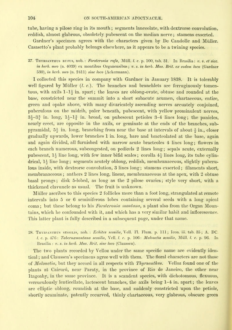 tube, having a pilose ring in its mouth; segments lanceolate, with dextrorse convolution, reddish, almost glabrous, obsoletely pubescent on the median nerve; stamens exserted. Gardner's specimen agrees with the characters given by De CandoUe and Miiller. Casasetto's plant probably belongs elsewhere, as it appears to be a twining species. 27. Thyrsanthus rufus, nob.: Forsteronia rufa, Miill. I. c. p. 100^ tab. 31. In Brasilia: v. v. et sice, in herb, meo (n. 4039) ex montibus Organensibus; v. s. in herb. Mus. Brit, ex eodem loco (Gardner 530), in herb, meo (n. 2411) sine loco (Ackermann). I collected this species in company with Gardner in January 1838. It is tolerably well figured by Miiller {I. c). The branches and branchlets are ferruginously tomen- tous, with axils 1-1^ in. apart; the leaves are oblong-ovate, obtuse and rounded at the base, constricted near the summit into a short subacute acumen, chartaceous, entire, green and opake above, with many divaricately ascending nerves arcuately conjoined, puberulous on the midrib, paler beneath, pubescent, with yellow prominulent nerves, 3^-3f in. long, 1^-1| in, broad, on pubescent petioles 3-4 lines long; the panicles, nearly erect, are opposite in the axils, or geminate at the ends of the branches, sub- pyramidal, 5| in, long, branching from near the base at intervals of about ^ in,, closer gradually upwards, lower branches 1 in. long, bare and bracteolated at the base, again and again divided, all furnished with narrow acute bracteoles 4 lines long; flowers in each branch numerous, subcongested, on pedicels 2 lines long; sepals acute, externally pubescent, 1| line long, with few inner bifid scales; corolla 4-| lines long, its tube cylin- drical, 1| line long; segments acutely oblong, reddish, membranaceous, slightly puberu- lous inside, with dextrorse convolution, 3 lines long; stamens exserted; filaments short, membranaceous; anthers 2 lines long, linear, membranaceous at the apex, with 2 obtuse basal prongs; disk 5-lobed, as long as the 2 pilose ovaries; style very short, with a thickened clavuncle as usual. The fruit is unknown, Miiller ascribes to this species 2 follicles more than a foot long, strangulated at remote intervals into 5 or 6 seminiferous lobes containing several seeds with a long apical coma; but these belong to his Forsteronia montmia, a plant also from the Organ Moun- tains, which he confounded with it, and which has a very similar habit and inflorescence. This latter plant is fully described in a subsequent page, under that name, 28. Thyrsanthus sessilis, nob.: Echites sessilis,Ye\\. Fl. Flum. p. Ill; Icon. ill. tab, 85; A, DC. /. c. p. 476 : Taberncemontana sessilis, Veil. I. c. p. 106: Malouetia sessilis, Miill. /. c. p. 96. In Brasilia : v. s. in herb. Mus. Brit, sine loco (Claussen). The two plants recorded by Velloz under the same specific name are evidently iden- tical ; and Olaussen's specimens agree well with them. The floral characters are not those of Ilcdouetia, but they accord in all respects with Thyrsanthus. Velloz found one of the plants at Cairuru, near Paraty, in the province of Rio de Janeiro, the other near Itagoahy, in the same province. It is a scandent species, with dichotomous, flexuous, verruculously lenticellate, lactescent branches, the axils being 1-4 in. apart; the leaves are elliptic oblong, roundish at the base, and suddenly constricted upon the petiole, shortly acuminate, patently recurved, thinly chartaceous, very glabrous, obscure green