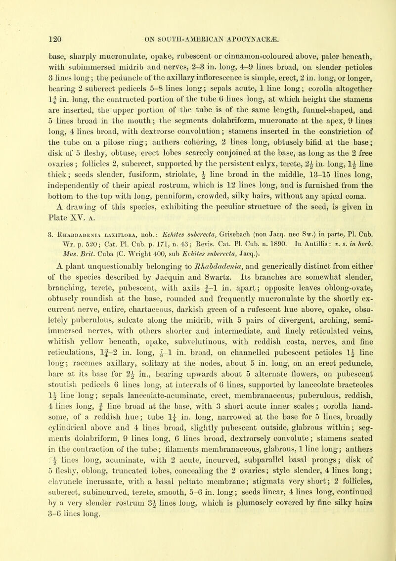 base, sharply mucronulate, opake, rubescent or cinnamon-coloured above, paler beneath, with subimmersed midrib and nerves, 2-3 in. long, 4-9 lines broad, on slender petioles 3 lines long; the peduncle of the axillary inflorescence is simple, erect, 2 in. long, or longer, bearing 2 suberect pedicels 5-8 lines long; sepals acute, 1 line long; corolla altogether If in. long, the contracted portion of the tube 6 lines long, at which height the stamens are inserted, the upper portion of the tube is of the same length, funnel-shaped, and 5 lines broad in the mouth; the segments dolabriform, mucronate at the apex, 9 lines long, 4 lines broad, with dextrorse convolution; stamens inserted in the constriction of the tube on a pilose ring; anthers cohering, 2 lines long, obtusely bifid at the base; disk of 5 fleshy, obtuse, erect lobes scarcely conjoined at the base, as long as the 2 free ovaries ; follicles 2, suberect, supported by the persistent calyx, terete, 2| in. long, 1^ line thick; seeds slender, fusiform, striolate, ^ line broad in the middle, 13-15 lines long, independently of their apical rostrum, which is 12 lines long, and is furnished from the bottom to tlie top with long, penniform, crowded, silky hairs, without any apical coma. A drawing of this species, exhibiting the peculiar structure of the seed, is given in Plate XV. A. 3. Rhabdadenia laxiflora, nob.: Echites subereda, Grisebach (non Jacq. nee Sw.) in parte, PI. Cub. Wr. p. 520; Cat. PI. Cub. p. 171, n. 43; Revis. Cat. PI. Cub. n. 1890. In Antillis: v. s. in herb. Mus. Brit. Cuba (C. Wright 400, sub Echites subereda, Jacq.). A plant unquestionably belonging to Rhabdadenia, and generically distinct from either of the species desci'ibed by Jacquin and Swartz. Its branches are somewhat slender, branching, terete, pubescent, with axils |-1 in. apart; opposite leaves oblong-ovate, obtusely roundish at the base, rounded and frequently mucronulate by the shortly ex- current nerve, entire, chartaceous, darkish green of a rufescent hue above, opake, obso- letely puberulous, sulcate along the midrib, with 5 pairs of divergent, arching, semi- immersed nerves, with others shorter and intermediate, and finely reticulated veins, whitish yellow beneath, opake, subvelutinous, with reddish costa, nerves, and fine reticulations, lf-2 in. long, |—1 in. broad, on channelled pubescent petioles 1^ line long; racemes axillary, solitary at the nodes, about 5 in. long, on an erect peduncle, bare at its base for 2|^ in., bearing upwards about 5 alternate flowers, on pubescent stoutisli pedicels 6 lines long, at intervals of 6 lines, supported by lanceolate bracteoles \^ line long; sepals lanceolate-acuminate, erect, membranaceous, puberulous, reddish, 4 lines long, f line broad at the base, with 3 short acute inner scales; corolla hand- some, of a reddish hue; tube 1^ in. long, narrowed at the base for 5 lines, broadly cylindrical above an-d 4 lines broad, slightly pubescent outside, glabrous within; seg- ments dolabriform, 9 lines long, 6 lines broad, dextrorsely convolute; stamens seated In the contraction of the tube; filaments membranaceous, glabrous, 1 line long; anthers :f lines long, acuminate, with 2 acute, incurved, subparallel basal prongs; disk of 5 fleshy, oblong, truncated lobes, concealing the 2 ovaries; style slender, 4 lines long; clavuncle incrassate, with a basal peltate membrane; stigmata very short; 2 follicles, suberect, subincurved, terete, smooth, 5-6 in. long; seeds Knear, 4 lines long, continued by a very slender rostrum 3| lines long, which is plumosely covered by fine silky hairs 3-6 lines long.