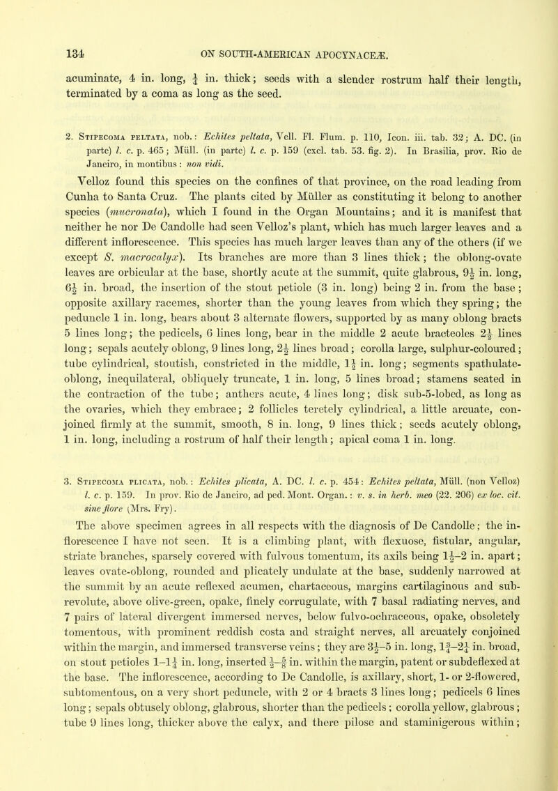 acuminate, 4 in. long, ^ in. thick; seeds with a slender rostrum half their length, terminated by a coma as long as the seed. 2. Stipecoma peltata, nob.: Echites peltata,Ye\\. Fl. Flum. p. 110, Icon. iii. tab. 32; A. DC. (in parte) I. c. p. 465; Miill. (in parte) I. c. p. 159 (excl. tab. 53. fig. 2). In Brasilia, prov. Rio de Janeiro, in montibus : non vidi. Velloz found this species on the confines of that province, on the road leading from Cunha to Santa Cruz. The plants cited by Miiller as constituting it belong to another species {mucroiiata), which I found in the Organ Mountains; and it is manifest that neither he nor De Candolle had seen Velloz's plant, which has much larger leaves and a diflPerent inflorescence. This species has much larger leaves than any of the others (if we except S. macrocalycc). Its branches are more than 3 lines thick; the oblong-ovate leaves are orbicular at the base, shortly acute at the summit, quite glabrous, 9^ in. long, 6^ in. broad, the insertion of the stout petiole (3 in. long) being 2 in. from the base; opposite axillary racemes, shorter than the young leaves from which they spring; the peduncle 1 in. long, bears about 3 alternate flowers, supported by as many oblong bracts 5 lines long; the pedicels, 6 lines long, bear in the middle 2 acute bracteoles 2^ lines long; sepals acutely oblong, 9 lines long, 2^ lines broad; corolla large, sulphur-coloured; tube cylindrical, stoutish, constricted in the middle, 1| in. long; segments spathulate- oblong, inequilateral, obliquely truncate, 1 in. long, 5 lines broad; stamens seated in the contraction of the tube; anthers acute, 4 lines long; disk sub-5-lobed, as long as the ovaries, which they embrace; 2 follicles teretely cylindrical, a little arcuate, con- joined firmly at the summit, smooth, 8 in. long, 9 lines thick; seeds acutely oblong, 1 in. long, including a rostrum of half their length; apical coma 1 in. long. 3. Stipecoma plicata, nob.: Echites plicata, A. DC. I. c. p. 454: Echites peltata, Miill. (non Velloz) I. c. p. 159. In prov. Rio de Janeiro, ad ped. Mont. Organ.: v. s. in herb, meo (22. 206) ex loc. cit. sine flore i^Mrs. Fry). The above specimen agrees in all respects with the diagnosis of De Candolle; the in- florescence I have not seen. It is a climbing plant, with flexuose, fistular, angular, striate branches, sparsely covered with fulvous tomentum, its axils being 1^-2 in. apart; leaves ovate-oblong, rounded and plicately undulate at the base, suddenly narrowed at the summit by an acute reflexed acumen, chartaceous, margins cartilaginous and sub- revolute, above olive-green, opake, finely corrugulate, with 7 basal radiating nerves, and 7 pairs of lateral divergent immersed nerves, below fulvo-ochraceous, opake, obsoletely tomentous, with prominent reddish costa and straight nerves, all arcuately conjoined within the margin, and immersed transverse veins; they are 3^-5 in. long, If—2j in. broad, on stout petioles 1-1 j in. long, inserted |—| in. within the margin, patent or subdeflexed at the base. The inflorescence, according to De Candolle, is axillary, short, 1- or 2-flowered, subtomentous, on a very short peduncle, with 2 or 4 bracts 3 lines long; pedicels 6 lines long; sepals obtusely oblong, glabrous, shorter than the pedicels ; corolla yellow, glabrous; tube 9 lines long, thicker above the calyx, and there pilose and staminigerous within;