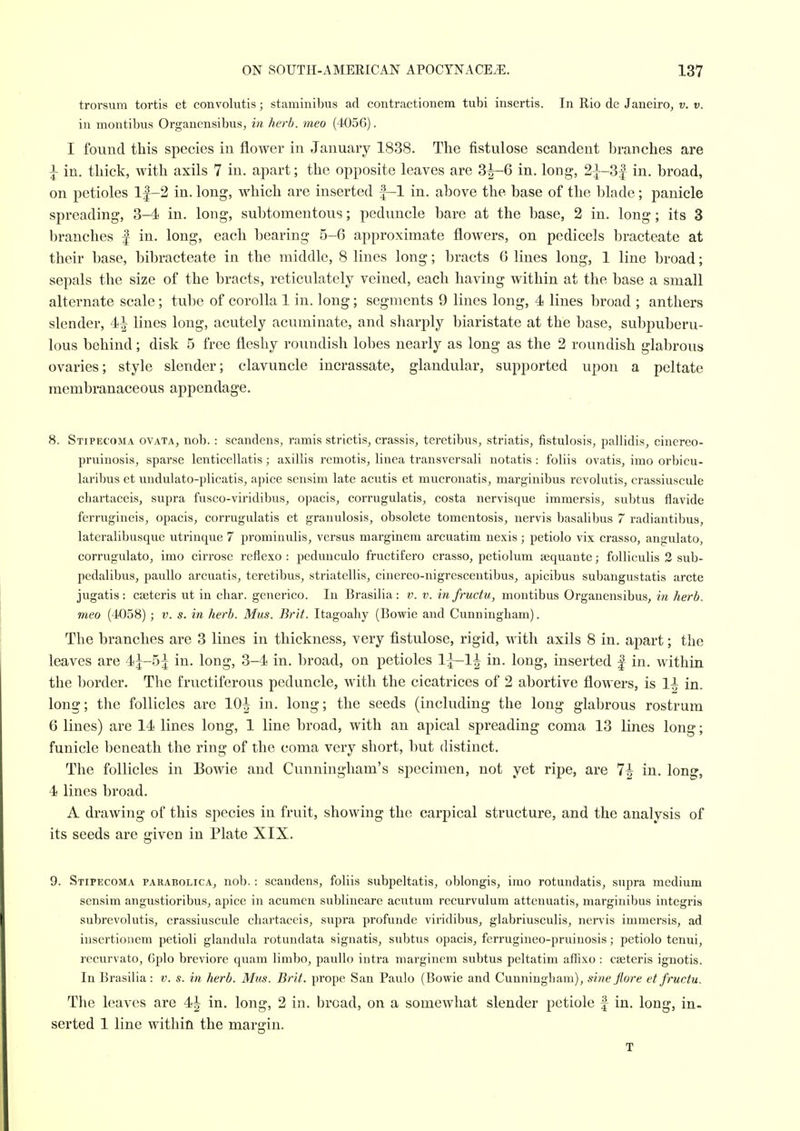 trorsum tortis et convolutis; staminibus ad contractionem tubi insertis. In Rio de Janeiro, v. v. in montibus Organcnsibus, in herb, meo (4056). I found this species in flower in January 1838. The fistulose scandent branches are I in. thick, with axils 7 in. apart; the opposite leaves are 3^-6 in, long, 2i-3| in, broad, on petioles l|-2 in. long, which are inserted f-1 in. above the base of the blade; panicle spreading, 3-4 in. long, subtomentous; peduncle bare at the base, 2 in. long; its 3 branches | in. long, each bearing 5-6 approximate flowers, on pedicels bracteate at their base, bibracteate in the middle, 8 lines long; bracts 6 lines long, 1 line broad; sepals the size of the bracts, reticulately veined, each having within at the base a small alternate scale; tube of corolla 1 in. long; segments 9 lines long, 4 lines broad ; anthers slender, 4| lines long, acutely acuminate, and sliarply biaristate at the base, subpuberu- lous behind; disk 5 free fleshy roundish lobes nearly as long as the 2 roundish glabrous ovaries; style slender; clavuncle incrassate, glandular, supported upon a peltate membranaceous appendage. 8. Stipecoma OVATA, nob. : scandens, ramis strictis, crassis, teretibus, striatis, fistulosis, pallidis, cinereo- pruinosis, sparse lenticellatis; axillis remotis, linea transversali notatis: foliis ovatis, imo orbicu- laribus et undulato-plicatis, apice scnsim late aeutis et mucronatis, marginibus revolutis, crassiuscule chartaceis, supra fusco-viridibus, opacis, corrugulatis, costa nervisque immersis, subtus flavide ferrugineis, opacis, corrugulatis et granulosis, obsolete tomentosis, nervis basalibus 7 radiantibus, lateralibusque utrinque 7 promiuulis, versus marginem arcuatim nexis ; petiolo vix crasso, angulato, corrugulato, imo cirrose reflexo : peduuculo fructifero crasso, petiolum sequante; folliculis 2 sub- pedalibus, pauUo arcuatis, teretibus, striatellis, cinereo-nigresceutibus, apicibus subangustatis arete jugatis : cseteris ut in char, generico. In Brasilia: v. v. in fructu, montibus Organensibus, in herb, meo (4058) ; v. s. in herb. Mus. Brit. Itagoahy (Bowie and Cunningham). The branches are 3 lines in thickness, very fistulose, rigid, with axils 8 in. apart; the leaves are 4j-5| in. long, 3-4 in. broad, on petioles l^—1^ in. long, inserted | in. within the border. The fructiferous peduncle, with the cicatrices of 2 abortive flowers, is 1^ in. long; the follicles are 10| in. long; the seeds (including the long glabrous rostrum 6 lines) are 14 lines long, 1 line broad, with an apical spreading coma 13 lines long; funicle beneath the ring of the coma very short, but distinct. The follicles in Bowie and Cunningham's specimen, not yet ripe, are 7^ in, long, 4 lines broad. A drawing of this species in fruit, showing the carpical structure, and the analysis of its seeds are given in Plate XIX. 9. Stipecoma parabolica, nob, : scandens, foliis subpeltatis, oblongis, imo rotundatis, supra medium sensim angustioribus, apice in acumen sublineare acutum recurvulum attenuatis, marginibus integris subrevolutis, crassiuscule chartaceis, supra profunde viridibus, glabriusculis, nervis immersis, ad insertioiiem petioli glandula rotundata signatis, subtus opacis, ferrugineo-pruinosis; petiolo tenui, recurvato, 6plo breviore quam limbo, pauUo intra marginem subtus peltatim affixo : cseteris ignotis. In Brasilia: v. s. in herb. Mus. Brit, prope San Paulo (Bowie and Cunningham), sine flore et fructu. The leaves are 4|^ in. long, 2 in. broad, on a somewhat slender petiole f in. long, in. serted 1 line within the mar£?iu. T