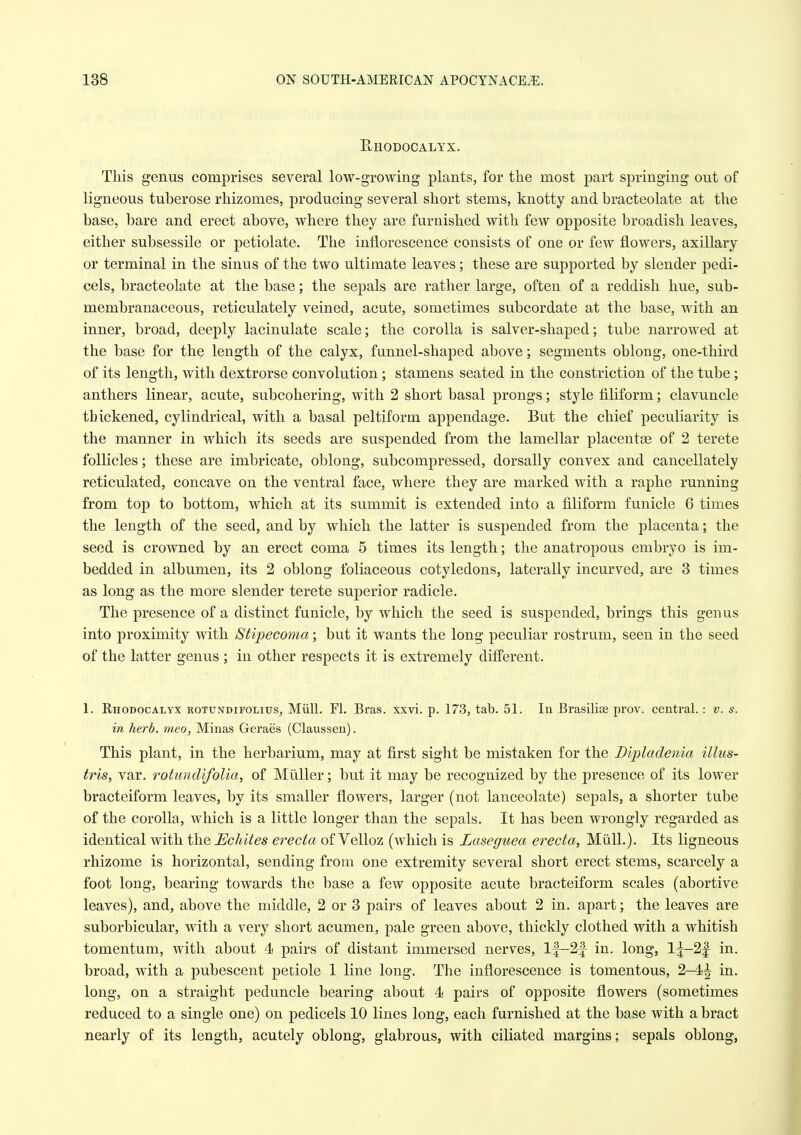 PvHODOCALl'X. This genus comprises several low-growing plants, for the most part springing out of ligneous tuberose rhizomes, producing several short stems, knotty and bracteolate at the base, bare and erect above, where they are furnished with few opposite broadish leaves, either subsessile or petiolate. The inflorescence consists of one or few flowers, axillary or terminal in the sinus of the two ultimate leaves; these are supported by slender j)edi- cels, bracteolate at the base; the sepals are rather large, often of a reddish hue, sub- membranaceous, reticulately veined, acute, sometimes subcordate at the base, with an inner, broad, deeply lacinulate scale; the corolla is salver-shaped; tube narrowed at the base for th^ length of the calyx, funnel-shaped above; segments oblong, one-third of its length, with dextrorse convolution ; stamens seated in the constriction of the tube; anthers linear, acute, subcohering, with 2 short basal prongs; style filiform; clavuncle thickened, cylindrical, with a basal peltiform appendage. But the chief peculiarity is the manner in which its seeds are suspended from the lamellar placentae of 2 terete follicles; these are imbricate, oblong, subcompressed, dorsally convex and cancellately reticulated, concave on the ventral face, where they are marked with a raphe running from top to bottom, which at its summit is extended into a filiform funicle 6 times the length of the seed, and by which the latter is suspended from the placenta; the seed is crowned by an erect coma 5 times its length; the anatropous embryo is im- bedded in albumen, its 2 oblong foliaceous cotyledons, laterally incurved, are 3 times as long as the more slender terete superior radicle. The presence of a distinct funicle, by which the seed is suspended, brings this genus into proximity with Stipecoma; but it wants the long peculiar rostrum, seen in the seed of the latter genus ; in other respects it is extremely different. 1. Rhodocalyx rotundifolius, Miill. Fl. Bras. xxvi. p. 173, tab. 51. In Brasilise prov. central.: v. s. in herb, meo, Minas Geraes (Claussen). This plant, in the herbarium, may at first sight be mistaken for the Dipladenia illiis- tris, var. rotmidifoUa, of Miiller; but it may be recognized by the presence of its lower bracteiform leaves, by its smaller flowers, larger (not lanceolate) sepals, a shorter tube of the corolla, which is a little longer than the sepals. It has been wrongly regarded as identical with the J^chites erecta of Velloz (which is Laseguea erecta, Mull.). Its ligneous rhizome is horizontal, sending from one extremity several short erect stems, scarcely a foot long, bearing towards the base a few opposite acute bracteiform scales (abortive leaves), and, above the middle, 2 or 3 pairs of leaves about 2 in. apart; the leaves are suborbicular, with a very short acumen, pale green above, thickly clothed with a whitish tomentum, with about 4 pairs of distant immersed nerves, lf-2f in. long, lj-2f in. broad, with a pubescent petiole 1 line long. The inflorescence is tomentous, 2-4^ in. long, on a straight peduncle bearing about 4 pairs of opposite flowers (sometimes reduced to a single one) on pedicels 10 lines long, each furnished at the base with a bract nearly of its length, acutely oblong, glabrous, with ciliated margins; sepals oblong,