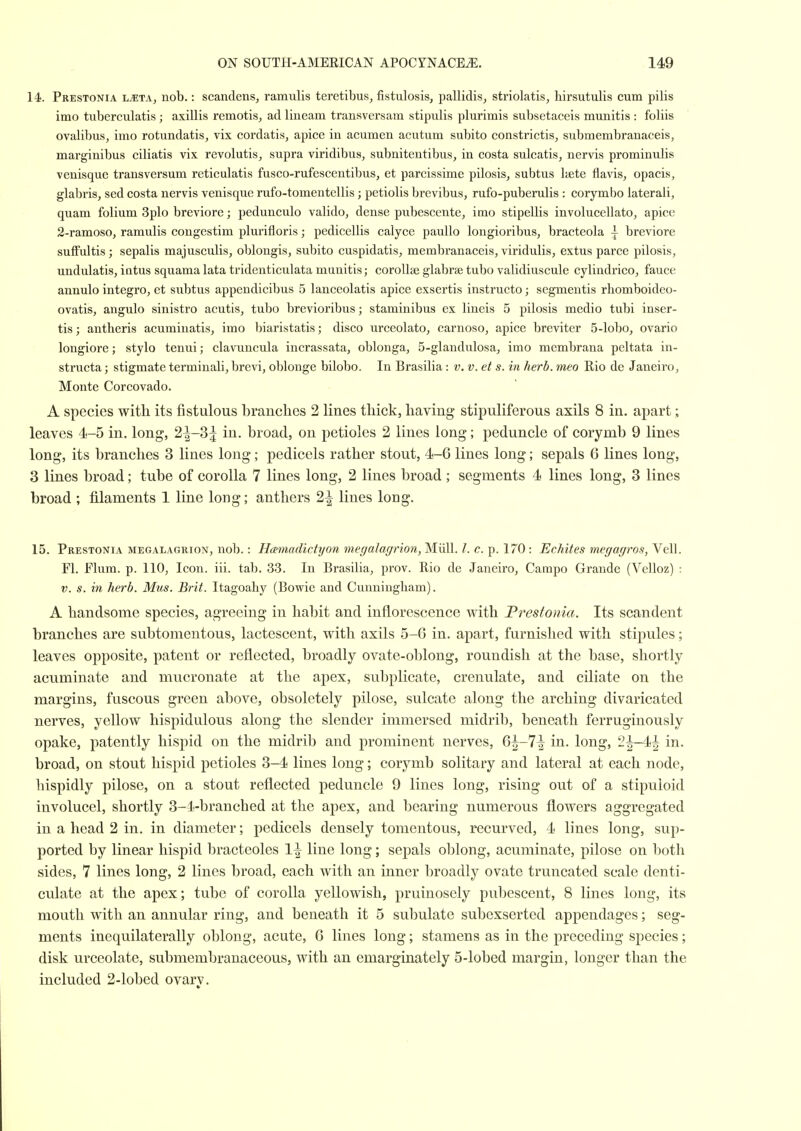 14. Prestonia nob.: scandens^ ramulis teretibus^ fistulosis, pallidis, striolatis, hirsutulis cum pilis imo tubercidatis; axillis remotisj ad lineam trans vers am stipulis plurimis subsetaceis munitis : foliis ovalibus, imo rotundatis, vix cordatis, apice in acumen acutum subito constrictis, submembranaceis, marginibus ciliatis vix revolutis, supra viridibus, subnitentibus, in costa sulcatis, nervis prominulis venisque transversum reticulatis fusco-rufescentibus, et parcissime pilosis^ subtus liete flavis, opacis, glabris, sed costa nervis venisque rufo-tomentellis; petiolis brevibus, rufo-puberulis : corymbo laterali, quam folium 3plo breviore; pedunculo valido, dense pubesccnte, imo stipellis involucellato, apice 2-ramoso, ramulis congestim plurifloris; pedicellis calyce paullo longioribus, bracteola - breviore suffultis; sepalis majusculis, oblongis, subito cuspidatis, membranaceis, viridulis^ extus parce pilosis, undulatis, iatus squama lata tridenticulata munitis; coroUae glabrae tubo validiuscule cylindrico, fauce annulo integro, et subtus appendicibus 5 lanceolatis apice exsertis instructo; segmentis rhomboideo- ovatis, angulo sinistro acutis, tubo brevioribus; staminibus ex lineis 5 pilosis medio tubi inser- tis; antberis acuminatis, imo biaristatis; disco urceolato, carnoso, apice breviter 5-lobo, ovario longiore; stylo tenui; clavuncula incrassata, oblonga, 5-glandulosa, imo membrana peltata in- structa; stigmate terminali, brevi, oblonge bilobo. In Brasilia: v. v. et s. in herb, meo Rio de Janeiro, Monte Corcovado. A species with, its fistulous branches 2 lines thick, having stipuliferous axils 8 in. apart; leaves 4-5 in. long, 2|-3 j in. broad, on petioles 2 lines long; jDeduncle of corymb 9 lines long, its branches 3 lines long; pedicels rather stout, 4-6 lines long; sepals 6 lines long, 3 lines broad; tube of corolla 7 lines long, 2 lines broad; segments 4 lines long, 3 lines broad ; filaments 1 line long; anthers 2^ lines loug. 15. Prestonia megalagrion, nob.: Hcemadictyon megalagrion, Miill. I. c. p. 170 : Echites megagros, Veil. Fl. Flum. p. 110, Icon. iii. tab. 33. In Brasilia, prov. Rio de Janeiro, Campo Grande (Velloz) : V. s. in herb. Mus. Brit. Itagoaby (Bowie and Cunningbam). A handsome species, agreeing in habit and inflorescence with JPrestonia. Its scandent branches are subtomentous, lactescent, with axils 5-6 in. apart, furnished with stipules; leaves opposite, patent or reflected, broadly ovate-ol)long, roundish at the base, shortly acuminate and mucronate at the apex, subplicate, crenulate, and ciliate on the margins, fuscous green above, obsoletely pilose, sulcate along the arching divaricated nerves, yellow hispidulous along the slender immersed midrib, beneath ferruginously opake, patently hispid on the midrib and prominent nerves, 6^-7^ in. long, 2^-4^ in. broad, on stout hispid petioles 3-4 lines long; corymb solitary and lateral at each node, hispidly pilose, on a stout reflected peduncle 9 lines long, rising out of a stipuloid involucel, shortly 3-1-branched at the apex, and bearing numerous flowers aggregated in a head 2 in. in diameter; pedicels densely tomentous, recurved, 4 lines long, sup- ported by linear hispid bracteoles 1^ line long; sepals oblong, acuminate, pilose on both sides, 7 lines long, 2 lines broad, each with an inner broadly ovate truncated scale denti- culate at the apex; tube of corolla yellowish, pruinosely pubescent, 8 lines long, its mouth with an annular ring, and beneath it 5 subulate subexserted appendages; seg- ments inequilaterally oblong, acute, 6 lines long; stamens as in the preceding species; disk urceolate, submembranaceous, with an emarginately 5-lobed margin, longer than the included 2-lobed ovary.