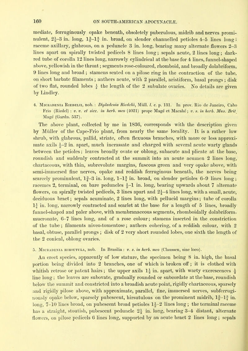 mediate, ferruginously opake beneath, obsoletely puberulous, midrib and nerves promi- nulent, 2^3 in. long, If-lf in. broad, on slender channelled petioles 4-5 lines long; raceme axillary, glabrous, on a peduncle 3 in. long, bearing many alternate flowers 2-3 lines apart on spirally twisted pedicels 8 lines long; sepals acute, 2 lines long; dark- red tube of corolla 12 lines long, narrowly cylindrical at the base for 4 lines, funnel-shaped above, yellowish in the throat; segments rose-coloured, rhomboid, and broadly dolabriform, 9 lines long and broad ; stamens seated on a pilose ring in the contraction of the tube, on short barbate filaments ; anthers acute, with 2 parallel, aristiform, basal prongs ; disk of two flat, rounded lobes | the length of the 2 subulate ovaries. No details are given by Lindley. 4. MiCRADENiA RiEDELii, nob. : Dipladenia Riedelii, Miill. /. c. p. 131. In prov. Rio de Janeiro, Cabo Frio (Riedel) : v. v. et sice, in herb, meo (4021) prope Mage et Macahe; v. s. in herb. Mus. Brit Mage (Gardn. 537). The above plant, collected by me in 1836, corresponds with the description given by Miiller of the Cape-Erio plant, from nearly the same locality. It is a rather low shrub, with glabrous, pallid, striate, often flexuous branches, with more or less approxi- mate axils ^-2 in. apart, much incrassate and charged with several acute warty glands between the petioles; leaves broadly ovate or oblong, subacute and plicate at the base, roundish and suddenly contracted at the summit into an acute acumen 2 lines long, chartaceous, with thin, subrevolute margins, fuscous green and very opake above, with semi-immersed fine nerves, opake and reddish ferruginous beneath, the nerves being scarcely prominulent, lf-3 in. long, 1-lf in. broad, on slender petioles 6-9 lines long; racemes 2, terminal, on bare peduncles in. long, bearing upwards about 7 alternate flowers, on spirally twisted pedicels, 3 lines apart and 2^-4 lines long, with a small, acute, deciduous bract; sepals acuminate, 2 lines long, with pellucid margins; tube of corolla 1|- in. long, narrowly contracted and scarlet at the base for a length of 5 lines, broadly funnel-shaped and paler above, with membranaceous segments, rhomboidally dolabriform, mucronate, 6-7 lines long, and of a rose colour; stamens inserted in the constriction of the tube; filaments niveo-tomentose; anthers cohering, of a reddish colour, with 2 basal, obtuse, parallel prongs ; disk of 2 very short rounded lobes, one sixth the length of the 2 conical, oblong ovaries. 5. MicRADENiA HiRSUTULA, nob. In Brasilia: v. s. in herb, meo (Claussen, sine loco). An erect species, apparently of low stature, the specimen being 8 in. high, the basal portion being divided into 2 branches, one of which is broken off; it is clothed with whitish retrose or patent hairs ; the upper axils \\ in. apart, with warty excrescences ^ line long ; the leaves are subovate, gradually rounded or subcordate at the base, roundish below the summit and constricted into a broadish acute point, rigidly chartaceous, sparsely and rigidly pilose above, with approximate, parallel, fine, immersed nerves, subferrugi- nously opake below, sparsely pubescent, hirsutulous on the prominent midrib, 1|—If in. long, 7-10 lines broad, on pubescent broad petioles 1^-2 lines long ; the terminal raceme has a straight, stoutish, pubescent peduncle 2^ in. long, bearing 3-4 distant, alternate flowers, on pilose pedicels 6 lines long, supported by an acute bract 2 lines long; sepals