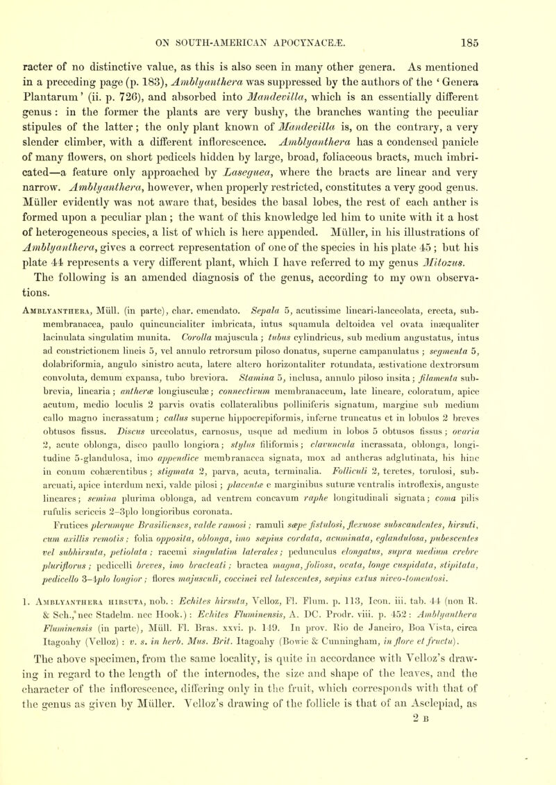 racter of no distinctive value, as this is also seen in many other genera. As mentioned in a preceding page (p. 183), Ambhj anther a was suppressed by the authors of the ' Genera Plantarum' (ii. p. 726), and absorbed into Wlandevilla, which is an essentially different genus : in the former the plants are very bush}^ the branches wanting the peculiar stipules of the latter; the only plant known of Mandevilla is, on the contrary, a very slender climber, with a different inflorescence. Amhly anther a has a condensed panicle of many flowers, on short pedicels hidden by large, broad, foliaceous bracts, much imbri- cated—a feature only approached by Laseguea, where the bracts are linear and very narrow. Amhlyanthera, however, when properly restricted, constitutes a very good genus. Miiller evidently was not aware that, besides the basal lobes, the rest of each anther is formed upon a peculiar plan; the want of this knowledge led him to unite with it a host of heterogeneous species, a list of which is here appended. Miiller, in his illustrations of Amhly anthera, gives a correct representation of one of the species in his plate 45 ; but his plate 44 represents a very different plant, which I have referred to my genus Mitozus. The following is an amended diagnosis of the genus, according to my own observa- tions. Amblyanthera, Miill. (in parte), char, emendato. Sepala 5, acutissime lineari-lanceolata, erecta, sub- membranacea, paulo quincuncialiter imbricata, iutus squamula deltoidea vel ovata inrequaliter lacinulata singulatim munita. Corolla majuscula ; tubus cylindricus, sub medium angustatiis, intus ad coustrictionem lineis 5, vel annulo retroi'sura piloso donatus, superne campanulatus ; segmenta 5, dolabriformia, angulo sinistro acuta, latere altero horizontaliter rotundata, aestivatione dextrorsum couvoluta, demum expansa, tubo breviora. Stamina 5, inclusa, annulo piloso insita; filamenta sub- brevia, linearia; antherce longiusculse; connectivum membranaceum, late lineare, coloratura, apice acutum, medio loculis 2 parvis ovatis coUateralibus polliniferis signatum, margiue sub medium callo magno incrassatum; callus superne hippocrepiformis, inferne truncatus et in lobulos 2 breves obtusos fissus. Discus urceolatus, carnosns, usque ad medium in lobes 5 obtusos fissus ; ovaria 2, acute oblonga, disco paullo longiora; stylus filiformis; clavuncula incrassata, oblonga, longi- tudine 5-glandulosa, irao appmdice membranacea signata, mox ad antheras adglutinata, his hinc in conum cohserentibus ; stigmata 2, parva, acuta, terminalia. Folliculi 2, teretes, torulosi, sub- arcuati, apice interdum nexi, valde pilosi; placenta e marginibus suturse venti'alis introflexis, anguste lineares; semina plurima oblonga, ad ventrcm concavum raphe longitudinal! signata; coma pilis rufulis sericeis 2-3plo lougioribus coronata. Yxw\acq's> plerumque Brasilienses, valde ramosi; ramuli soepe fistulosi, flexuose subscandentes, hirsuti, cum axillis remotis; folia opposita, oblonga, imo scepius cordata, acuminata, eglandulosa, pubescentes vel subhirsuta, petiolata ; racemi singulatim laterales; pedunculus elongatus, supra medium crebre pluriflo7-us; pedicelli breves, imo bracteati; bractea magna, foUosa, ovata, longe cuspidata, stipitata, pedicello S-iplo longior; flores majusculi, coccinei vel lutescentes, scepius exius niveo-tomentosi. 1. Amblyanthera hirsuta, nob.: Echites hirsuta, Velloz, Fl. Flum. p. 113, Icon. iii. tab. 44 (non R. & Sch.j'nec Stadelm. nec Hook.) : Echites Fluminensis, A. DC. Prodr. viii. p. 452: Amblyanthera Fluminensis (in parte), Mull. Fl. Bras. xxvi. p. 149. In prov. Rio de Janeiro, Boa Vista, circa Itagoahy (Velloz) : v. s. in herb. Mus. Brit. Itagoahy (Bowie & Cunningham, in Jlore et fructu). The above specimen, from the same locality, is quite in accordance with Velloz's draw- ing in regard to the length of the internodes, the size and shape of the leaves, and the character of the inflorescence, differing only in the fruit, which corresponds with that of the genus as given by Miiller. Velloz's di'awing of the follicle is that of an Asclepiad, as 2 B