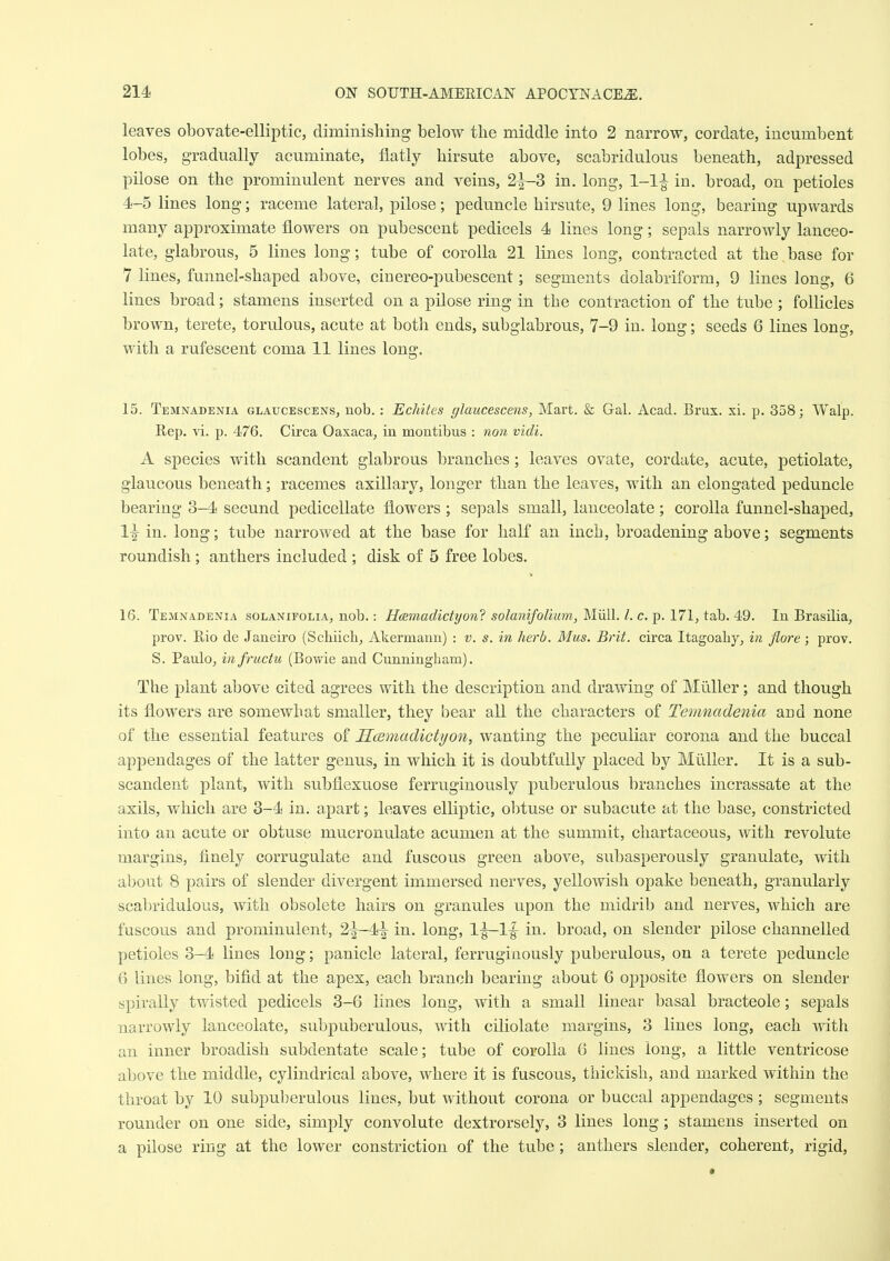 leaves obovate-elliptic, diminisliing below tlie middle into 2 narrow, cordate, incumbent lobes, gradually acuminate, flatly hirsute above, scabridulous beneath, adpressed pilose on the prominulent nerves and veins, 2^3 in. long, 1-1-| in. broad, on petioles 4-5 lines long; raceme lateral, pilose; peduncle hirsute, 9 lines long, bearing upwards many approximate flowers on pubescent pedicels 4 lines long; sepals narrowly lanceo- late, glabrous, 5 lines long; tube of corolla 21 lines long, contracted at the base for 7 lines, funnel-shaped above, cinereo-pubescent; segments dolabriform, 9 lines long, 6 lines broad; stamens inserted on a pilose ring in the contraction of the tube ; follicles brown, terete, torulous, acute at both ends, subglabrous, 7-9 in. long; seeds 6 lines long, with a rufescent coma 11 lines long. 15. Temnadenia glaucescens, nob.: Echites glaucescens, Mart. & Gal. Acad. Brux. xi. p. 358; Walp. Rep. vi. p. 476. Circa Oaxaca, in montibus : non vidi. A species with scandent glabrous branches; leaves ovate, cordate, acute, petiolate, glaucous beneath; racemes axillary, longer than the leaves, with an elongated peduncle bearing 3-4 secund pedicellate flowers ; sepals small, lanceolate ; corolla funnel-shaped, 1|^ in. long; tube narrowed at the base for half an inch, broadening above; segments roundish; anthers included ; disk of 5 free lobes. 16. Temnadenia solanifolia, nob.: H(Bmadictyon? solanifolium, Miill. /. c. p. 171, tab. 49. In Brasilia, prov. Rio de Janeiro (Schiich, Akermaun) : v. s. in herb. Mus. Brit, circa Itagoaliy, in flore; prov. S. Paulo, infructu (Bowie and Cunningham). The plant above cited agrees with the description and drawing of MiiUer; and though its flowers are somewhat smaller, they bear all the characters of Temnadenia and none of the essential features of Hcemadictyon, wanting the peculiar corona and the buccal appendages of the latter genus, in which it is doubtfully placed by Miiller. It is a sub- scandent plant, with subflexuose ferruginously puberulous branches incrassate at the axils, which are 3-4 in. apart; leaves elliptic, obtuse or subacute at the base, constricted into an acute or obtuse mucronulate acumen at the summit, chartaceous, with revolute margins, finely corrugulate and fuscous green above, subasperously granulate, with about 8 pairs of slender divergent immersed nerves, yellowish opake beneath, granularly scabridulous, with obsolete hairs on granules upon the midrib and nerves, which are fuscous and prominulent, 2^-4^ in. long, l-g-l|^ in. broad, on slender pilose channelled petioles 3-4 lines long; panicle lateral, ferruginously puberulous, on a terete peduncle 6 lines long, bifid at the apex, each branch bearing about 6 opposite flowers on slender spirally twisted pedicels 3-6 lines long, with a small linear basal bracteole; sepals narrowly lanceolate, subpuberulous, with ciliolate margins, 3 lines long, each with an inner broadish subdentate scale; tube of corolla 6 lines long, a little ventricose above the middle, cylindrical above, where it is fuscous, thickish, and marked within the throat by 10 subpuberulous lines, but without corona or buccal appendages ; segments rounder on one side, simply convolute dextrorsely, 3 lines long; stamens inserted on a pilose ring at the lower constriction of the tube; anthers slender, coherent, rigid.