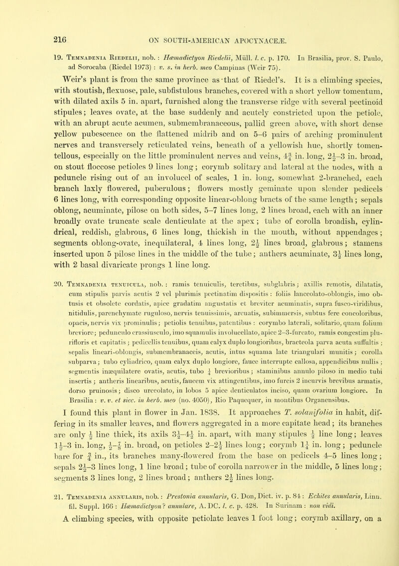 19. Temnadenia Riedelii, nob. : Heemadictyon Rledelu, Miill. /. c. p. 170. In Brasilia, prov. S. Paulo, ad Sorocaba (Riedel 1973) : v. s. in herb, meo Campinas (Weir 75). Weir's plant is from the same province as-that of Riedel's. It is a climbing species, with stoutish, flexuose, pale, subfistulous branches, covered with a short yellow tomentum, with dilated axils 5 in. apart, furnished along the transverse ridge with several pectinoid stipules; leaves ovate, at the base suddenly and acutely constricted upon the petiole, with an abrupt acute acumen, submembranaceous, pallid green above, with short dense yellow pubescence on the flattened midrib and on 5-6 pairs of arching prominulent nerves and transversely reticulated veins, beneath of a yellowish hue, shortly tomen- tellous, especially on the little prominulent nerves and veins, 4f in. long, 2^-3 in. broad, on stout floccose petioles 9 lines long; corymb solitary and lateral at the nodes, with a peduncle rising out of an involucel of scales, 1 in. long, somewhat 2-branched, each branch laxly flowered, puberulous; flowers mostly geminate upon slender pedicels 6 lines long, with corresponding opposite linear-oblong bracts of the same length; sepals oblong, acuminate, pilose on both sides, 5-7 lines long, 2 lines broad, each with an inner broadly ovate truncate scale denticulate at the apex; tube of corolla broadish, cylin- drical, reddish, glabrous, 6 lines long, tliickish in the mouth, without appendages ; segments oblong-ovate, inequilateral, 4 lines long, 2| lines broad, glabrous; stamens inserted upon 5 pilose lines in the middle of the tube; anthers acuminate, lines long, with 2 basal divaricate prongs 1 line long. 20. Temnadenia tenuicula, nob. : ramis tenuiculis, teretibus, subglabris; axillis remotis, dilatatis, cum stipulis parvis acutis 2 vel plurimis pectinatim dispositis : foliis lanceolato-oblongis, imo ob- tusis et obsolete cordatis, apice gradatira augustalis et breviter acuminatis, supra fusco-viridibus, nitidulis, parenchymate ruguloso, nervis tenuissimis, arcuatis, subimmersis, subtus fere concoloribus, opacis, nervis vix prominulis; petiolis tenuibus,. patentibus : corymbo laterali, solitario, quam folium breviore; pedunculo crassiusculo, irao squaraulis involucellato^ apice 2-3-furcato, ramis congestim plu- rifloris et capitatis ; pedicellis teuuibus, quam calyx duplo longioribus, bracteola parva acuta sulFultis ; sepalis lineari-oblougis, submembranaceis, acutis, intus squama late triangulari munitis; corolla subparva; tubo cylindrico, quam calyx duplo longiore, fauce interrupte callosa, appendicibus nullis ; segmentis insequilatere ovatis, acutis, tubo ^ brevioribus; staminibus annulo piloso in medio tubi insertis ; antheris linearibus, acutis, faucem vix attingentibus, imo furcis 2 incurvis brevibus armatis, dorso pruinosis; disco urceolato, in lobos 5 apice denticulatos inciso, quam ovarium longiore. In Brasilia: v. v. et sice, in herb, meo (no. 4050), Rio Paquequer, in montibus Organensibus. I found this plant in flower in Jan. 1838. It approaches T. solmiifolia in habit, dif- fering in its smaller leaves, and flowers aggregated in a more capitate head; its branches are only h line thick, its axils 3^4^ in. apart, with many stipules \ line long; leaves li-3 in. long, |—| in. broad, on petioles 2-2-|^ lines long; corymb 1\ in. long ; peduncle bare for f in., its branches many-fiowered from the base on pedicels 4-5 lines long; sepals 2|-3 lines long, 1 line broad; tube of corolla narrower in the middle, 5 lines long; segments 3 lines long, 2 lines broad; anthers 2^ lines long. 21. Temnadenia annularis, nob.: Frestonia annularis, G. Don, Diet. iv. p. 81: Echites annularis, Linn, fil. Suppl. 166 : Hcemadictyon? annulare, A. DC. I. c. p. 428. In Surinam : non vidi. A climbing species, with opposite petiolate leaves 1 foot long; corymb axillary, on a