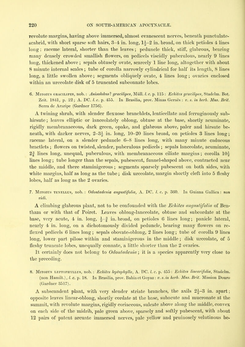 revolute margins, having above immersed, almost evanescent nerves, beneath punctulate- scabrid, with short sparse soft hairs, 3-4 in. long, 1^-2 in. broad, on thick petioles 4 lines long; raceme lateral, shorter than the leaves; peduncle thick, stiff, glabrous, bearing many densely crowded smallish flowers, on pedicels viscidly puberulous, nearly 9 lines long, thickened above ; sepals obtusely ovate, scarcely 1 line long, altogether with about 8 minute internal scales; tube of corolla narrowly cylindrical for half its length, 8 lines long, a little swollen above; segments obliquely ovate, 4 lines long; ovaries enclosed within an urceolate disk of 5 truncated subconnate lobes. 6. MiTozus GRACiLiPES, nob.: Anisolobust gracilipes, Miill, I. c. p. 115 : Echites gracilipes, Stadelm. Bot. Zeit. 1841, p. 22; A. DC. I.e. p. 455. In Brasilia, prov. Minas Geraes : v. s. in herb. Mus. Brit. Serra de Araripe (Gardner 1756). A twining shrub, with slender flexuose branchlets, lenticellate and ferruginously sub- hirsute; leaves elliptic or lanceolately oblong, obtuse at the base, shortly acuminate, rigidly membranaceous, dark green, opake, and glabrous above, paler and hirsute be- neath, with darker nerves, 2-3^ in. long, 10-20 lines broad, on petioles 3 lines long; raceme lateral, on a slender peduncle 6-8 lines long, with many minute caducous bractlets ; flowers on twisted, slender, puberulous pedicels ; sepals lanceolate, acuminate, 2f lines long, unequal, puberulous, with membranaceous ciliate margins; corolla 10^ lines long; tube longer than the sepals, pubescent, funnel-shaped above, contracted near the middle, and there staminigerous; segments sparsely pubescent on both sides, with white margins, half as long as the tube; disk urceolate, margin shortly cleft into 5 fleshy lobes, half as long as the 2 ovaries. 7. MiTozus TENELLUSj nob. : Odontadenia angustifolia, A. DC. /. c. p. 360. In Guiana Gallica: non vidi. A climbing glabrous plant, not to be confounded with the Echites angustifolia of Ben- tham or with that of Poiret. Leaves oblong-lanceolate, obtuse and subcordate at the base, very acute, 4 in. long, ^-|^ in. broad, on petioles 6 lines long; panicle lateral, nearly 4 in. long, on a dichotomously divided peduncle, bearing many flowers on re- flexed pedicels 6 lines long; sepals obovate-oblong, 2 lines long; tube of corolla 9 lines long, lower part pilose within and staminigerous in the middle; disk urceolate, of 5 fleshy truncate lobes, unequally connate, a little shorter than the 2 ovaries. It certainly does not belong to Odontadenia; it is a species apparently very close to the preceding. 8. MiTozus LEPTOPHYLLUS, nob.: Echites leptophylla, A. DC. /. c. p. 455 : Echites linearifolia, Stadelm. (non Hamilt.), I. c. p. 18. In Brasilia, prov. Bahia et Goyaz : v. s. in herb. Mus. Brit. Mission Douro (Gardner 3517). A subscandent plant, with very slender striate branches, the axils 2|-3 in, apart; opposite leaves linear-oblong, shortly cordate at the base, subacute and mucronate at the summit, with revolute margins, rigidly coriaceous, sulcate above along the middle, convex on each side of the midrib, pale green above, sparsely and softly pubescent, with about 12 pairs of patent arcuate immersed nerves, pale yellow and pruinosely volutin ous be-