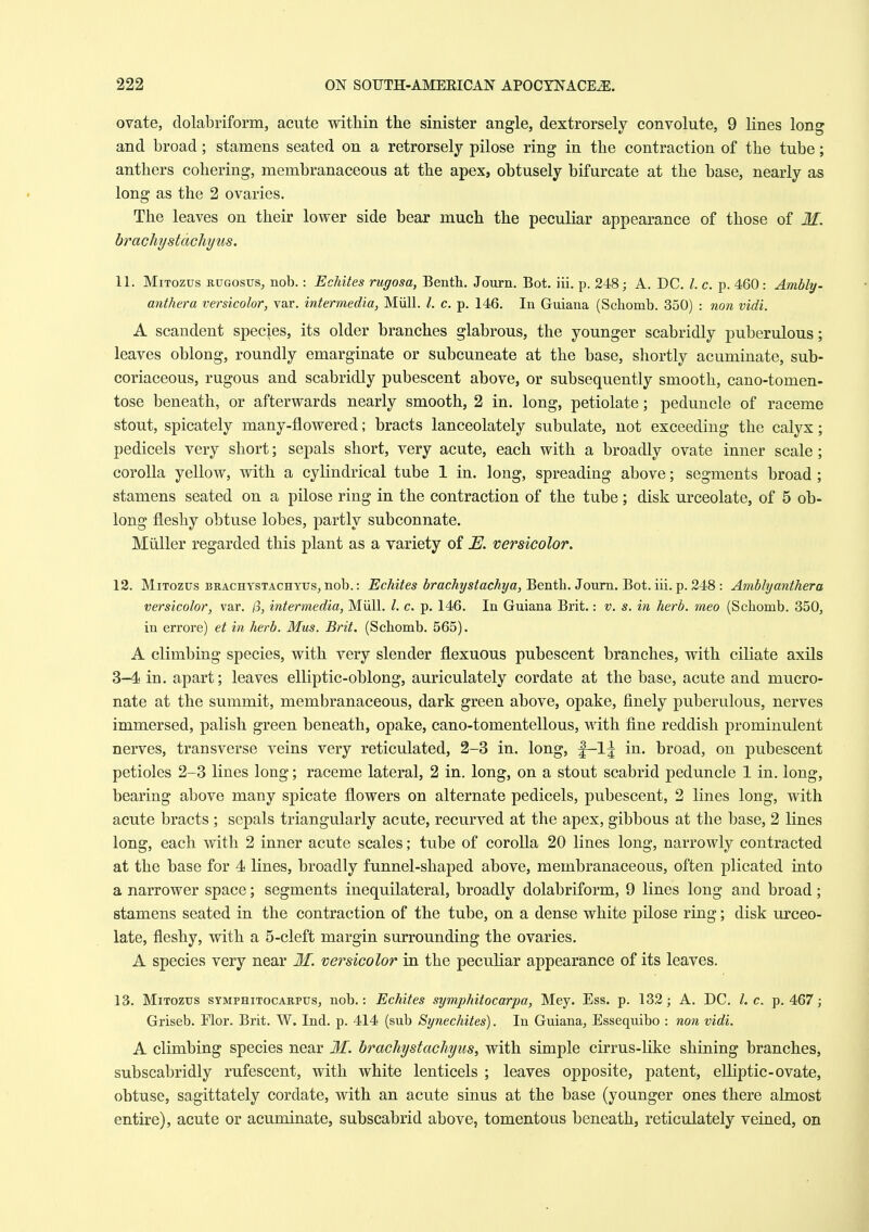 ovate, dolabriform, acute within the sinister angle, dextrorsely convolute, 9 lines long and broad; stamens seated on a retrorsely pilose ring in the contraction of the tube; anthers cohering, membranaceous at the apex, obtusely bifurcate at the base, nearly as long as the 2 ovaries. The leaves on their lower side bear much the peculiar appearance of those of M. brachystachyus. 11. MiTozus RUGosus, nob.: Echites rugosa, Benth. Joiirn. Bot. iii. p. 248; A. DC. I. c. p. 460: Ambly- anthera versicolor, var. intermedia, Miill. /. c. p. 146. In Guiana (Scliomb. 350) : non vidi. A scandent species, its older branches glabrous, the younger scabridly puberulous; leaves oblong, roundly emarginate or subcuneate at the base, shortly acuminate, sub- coriaceous, rugous and scabridly pubescent above, or subsequently smooth, cano-tomen- tose beneath, or afterwards nearly smooth, 2 in. long, petiolate; peduncle of raceme stout, spicately many-flowered; bracts lanceolately subulate, not exceeding the calyx; pedicels very short; sepals short, very acute, each with a broadly ovate inner scale ; corolla yellow, with a cylindrical tube 1 in. long, spreading above; segments broad ; stamens seated on a pilose ring in the contraction of the tube; disk urceolate, of 5 ob- long fleshy obtuse lobes, partly subconnate. Miiller regarded this plant as a variety of E. versicolor. 12. MiTozus BRACHYSTACHYTTs, nob.: ^cAz^c* 6rac%5/ac%a, Benth. Joum. Bot. iii. p. 248 : Amblyanthera versicolor, var. /3, intermedia, Miill. /. c. p. 146. In Guiana Brit.: v. s. in herb, meo (Scbomb. 350, in errore) et in herb. Mus. Brit. (Scliomb. 565). A climbing species, with very slender flexuous pubescent branches, with ciliate axils 3-4 in. apart; leaves elliptic-oblong, auriculately cordate at the base, acute and mucro- nate at the summit, membranaceous, dark green above, opake, finely puberulous, nerves immersed, palish green beneath, opake, cano-tomentellous, with fine reddish prominulent nerves, transverse veins very reticulated, 2-3 in. long, f-l^ in. broad, on pubescent petioles 2-3 lines long; raceme lateral, 2 in. long, on a stout scabrid peduncle 1 in. long, bearing above many spicate flowers on alternate pedicels, pubescent, 2 lines long, with acute bracts ; sepals triangularly acute, recurved at the apex, gibbous at the base, 2 lines long, each with 2 inner acute scales; tube of corolla 20 lines long, narrowly contracted at the base for 4 lines, broadly funnel-shaped above, membranaceous, often plicated into a narrower space; segments inequilateral, broadly dolabriform, 9 lines long and broad; stamens seated in the contraction of the tube, on a dense white pilose ring; disk urceo- late, fleshy, with a 5-cleft margin surrounding the ovaries. A species very near 31. ve?^sicolor in the peculiar appearance of its leaves. 13. MiTOZUS SYMPHITOCARPUS, nob.: Echites symphitocarpa, Mey. Ess. p. 132; A. DC. I.e. p. 467; Griseb. Flor. Brit. W. Ind. p. 414 (sub Synechites). In Guiana, Essequibo : non vidi. A climbing species near M. brachystachyus, with simple cirrus-like shining branches, subscabridly rufescent, with white lenticels ; leaves opposite, patent, elliptic-ovate, obtuse, sagittately cordate, with an acute sinus at the base (younger ones there almost entire), acute or acuminate, subscabrid above, tomentous beneath, reticulately veined, on