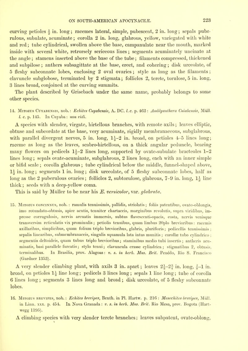 curving petioles ^ in. long; racemes lateral, simple, pubescent, 2 in. long; sepals pube- rulous, subulate, acuminate; corolla 2 in. long, glabrous, yellow, variegated with white and red; tube cylindrical, swollen above the base, campanulate near the mouth, marked inside with several white, retrorsely sericeous lines; segments acuminately uncinate at the angle; stamens inserted above the base of the tube; filaments compressed, thickened and subpilose; anthers subsagittate at the base, erect, and cohering; disk urceolate, of 5 fleshy subconnate lobes, enclosing 2 oval ovaries; style as long as the filaments; clavuncle subglobose, terminated by 2 stigmata; follicles 2, terete, torulose, 5 in. long, 3 lines broad, conjoined at the curving summits. The plant described by Grisebach under the same name, probably belongs to some other species. 14. MiTozus CuYABENsiSj nob.: Echites Cuyabensis, A. DC. 1. c. p. 462 : Amblyanthera Cuiabensis, Miill. I. c. p. 145. In Cuyaba: non vidi. A species with slender, virgate, hirtcllous branches, with remote axils; leaves elliptic, obtuse and subcordate at the base, very acuminate, rigidly membranaceous, subglabrous, with parallel divergent nerves, 5 in. long, 1^2 in. liroad, on petioles 4-5 lines long; raceme as long as the leaves, scabro-hu'tellous, on a thick angular peduncle, bearing many flowers on pedicels 1^-2 lines long, supported by ovate-subulate bracteoles 1-2 lines long; sepals ovate-acuminate, subglabrous, 2 lines long, each with an inner simple or bifid scale ; corolla glabrous ; tube cylindrical below the middle, funnel-shaped above, 1^ in. long; segments 1 in. long; disk urceolate, of 5 fleshy subconnate lobes, half as long as the 2 puberulous ovaries; follicles 2, subtorulose, glabrous, 7-9 in. long, 1^ line thick; seeds with a deep-yellow coma. This is said by Miiller to be near his E. versicolor, var. glahrata, 15. MiTOZUs coNciNNUS, nob. : ramulis tenuissimis, pallidis, striolatis; foliis patentibus, ovato-oblongis, imo rotundato-obtiisis, apice acutis, tenuiter chartaceis, marginibus revolutis, supra viridibus, im- presse corrugulosis, nervis arcuatis immersis, subtus flavescenti-opacis, costa, nervis venisque transversim reticulatis vix prominulis; petiolis tenuibus, quam limbus 20plo brevioribus: racerais axillaribus, simplicibus, quam folium triplo brevioribus, glabris, plurifloris; pedicellis tenuissimis ; sepalis linearibus, submembranaceis, singulis squamula lata intus munitis; coroUse tubo cylindrico ; segmentis deltoideis, quam tubus triplo brevioribus; staminibus medio tubi iusertis ; antheris acu- minatis, basi parallele furcatis; stylo tenui; clavuncula crasse cylindrica; stigmatibus 2, obtusis, terminalibus. In Brasilia, prov. Alagoas: v. s. in herb. Mus. Brit. Penedo, Rio S. Francisco (Gardner 1353). A very slender climbing plant, with axils 3 in. apart; leaves 2^-2f in. long, |-1 in. broad, on petioles 1^ line long; pedicels 3 lines long; sepals 1 line long; tube of corolla 6 lines long; segments 3 lines long and broad; disk urceolate, of 5 fleshy subconnate lobes. 16. MiTozus BREViPEs, uob.: Echites brevipes, Benth. in PI. Hartw. p. 216 : Mesechifes brevipes, Miill. in Linn. xxx. p. 454. In Nova Granada: v. s. in herb. Mus. Brit. Rio Mesa, prov. Bogota (Hart- wegg 1195). A climbing species with very slender terete branches; leaves subpatent, ovate-oblong.