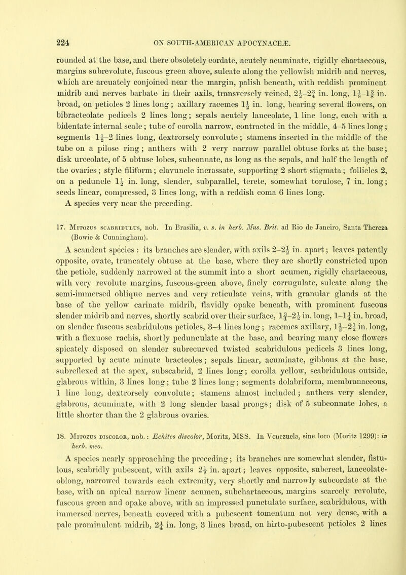 rounded at the base, and there obsoletely cordate, acutely acuminate, rigidly chartaceous, margins subrevolute, fuscous green above, sulcate along the yellowish midrib and nerves, which are arcuately conjoined near the margin, palish beneath, A\ith reddish prominent midrib and nerves barbate in their axils, transversely veined, 2^-2f in. long, l^lf in. broad, on petioles 2 lines long; axillary racemes 1^ in. long, bearing several flowers, on bibracteolate pedicels 2 lines long; sepals acutely lanceolate, 1 line long, each with a bidentate internal scale; tube of corolla narrow, contracted in the middle, 4-5 lines long ; segments 1^2 lines long, dextrorsely convolute ; stamens inserted in the middle of the tube on a pilose ring; anthers with 2 very narrow parallel obtuse forks at the base; disk urceolate, of 5 obtuse lobes, subconnate, as long as the sepals, and half the length of the ovaries; style filiform; clavuncle incrassate, supporting 2 short stigmata; follicles 2, on a peduncle 1^ in. long, slender, subparallel, terete, somewhat torulose, 7 in. long; seeds linear, compressed, 3 lines long, with a reddish coma 6 lines long. A species very near the preceding. 17. MiTozus scABRiDULUs, nob. In Brasilia, v. s. in herb. Mus. Brit, ad Rio de Janeiro, Santa Thereza (Bowie & Cunningham). A scandent species : its branches are slender, with axils 2-2| in. apart; leaves patently opposite, ovate, truncately obtuse at the base, where they are shortly constricted upon the petiole, suddenly narrowed at the summit into a short acumen, rigidly chartaceous, with very revolute margins, fuscous-green above, finely corrugulate, sulcate along the semi-immersed oblique nerves and very reticulate veins, with granular glands at the base of the yellow carinate midrib, flavidly opake beneath, with prominent fuscous slender midrib and nerves, shortly scabrid over their surface. If-2^ in. long, 1-1 j in. broad, on slender fuscous scabridulous petioles, 3-4 lines long ; racemes axillary, l^-2-|in. long, with a flexuose rachis, shortly pedunculate at the base, and bearing many close flowers spicately disposed on slender subrecurved twisted scabridulous pedicels 3 fines long, supported by acute minute bracteoles; sepals Hnear, acuminate, gibbous at the base, subreflexed at the apex, subscabrid, 2 lines long; corolla yellow, scabridulous outside, glabrous within, 3 lines long; tube 2 lines long; segments dolabriform, membranaceous, 1 line long, dextrorsely convolute; stamens almost included; anthers very slender, glabrous, acuminate, with 2 long slender basal prongs; disk of 5 subconnate lobes, a little shorter than the 2 glabrous ovaries. 18. MiTozus DISCOLOR, nob.: Echites discolor, Moritz, MSS. In Venezuela, sine loco (Moritz 1299): in herb. meo. A species nearly approaching the preceding; its branches are somewhat slender, fistu- lous, scabridly pubescent, with axils 2^ in. apart; leaves opposite, suberect, lanceolate- oblong, narrowed towards each extremity, very shortly and narrowly subcordate at the base, with an apical narrow linear acumen, subchartaceous, margins scarcely revolute, fuscous green and opake above, with an impressed punctulate surface, scabridulous, with immersed nerves, beneath covered with a pubescent tomentum not very dense, with a pale prominulent midrib, 2J in. long, 3 lines broad, on hirto-pubescent petioles 2 lines