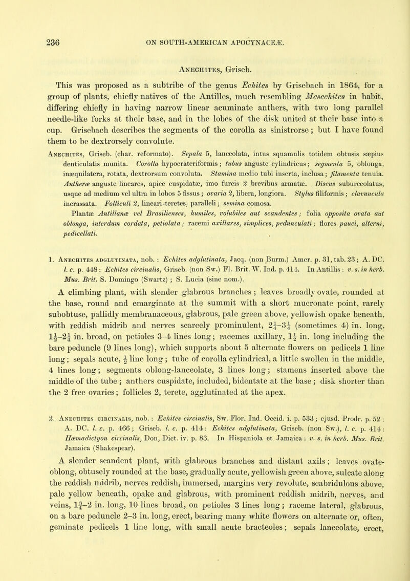 Anechites, Griseb. This was proposed as a subtribe of the genus EcJiites by Grisebach in 1864, for a group of plants, chiefly natives of the Antilles, much resembling MesecJiites in habit, differing chiefly in having narrow linear acuminate anthers, with two long parallel needle-like forks at their base, and in the lobes of the disk united at their base into a cup. Grisebach describes the segments of the corolla as sinistrorse; but I have found them to be dextrorsely convolute. Anechites, Griseb. (char, reformato). Sepala 5, laiiceolata, intus squamulis totidem obtusis ssepius denticulatis munita. Corolla bypocrateriforniis; tubus anguste cylindricus; segmenta 5, oblonga, inaequilatera, rotata, dextrorsum convoluta. Stamina medio tubi inserta, inclusa; filamenta tenuia. Antherce anguste lineares, apice cuspidatse, imo furcis 2 brevibus armatae. Discus suburceolatus, usque ad medium vel ultra in lobos 5 fissus; ovaria 2, libera, longiora. Stylus filiformis; clavunculu incrassata. Folliculi 2, lineari-teretes, paralleli; semina comosa. Plantae Antillanae vel Brasilienses, humiles, volubiles aut scandentes; folia opposita ovata aut oblonga, interdum cordata, petiolata; racemi axillares, simplices, pedunculati; flores pauci, alterni, pedicellati. 1. Anechites adglutinata, nob. : Echites adglutinata, Jacq. (non Burm.) Amer. p. 31, tab. 23; A. DC. /. c. p. 448 : Echites circinalis, Griseb. (non Svr.) Fl. Brit. W. Ind. p. 414. In Antillis : v. s. in herb. Mus. Brit. S. Domingo (Swartz) ; S. Lucia (sine nom.). A climbing plant, with slender glabrous branches ; leaves broadly ovate, rounded at the base, round and emarginate at the summit with a short mucronate point, rarely subobtuse, pallidly membranaceous, glabrous, pale green above, yellowish opake beneath, with reddish midrib and nerves scarcely prominulent, 2^-3^ (sometimes 4) in. long, 1^-2^ in. broad, on petioles 3-4 lines long; racemes axillary, 1^ in. long including the bare peduncle (9 lines long), which supports about 5 alternate flowers on pedicels 1 line long; sepals acute, ^ line long ; tube of corolla cylindrical, a little swollen in the middle, 4 lines long; segments oblong-lanceolate, 3 lines long; stamens inserted above the middle of the tube ; anthers cuspidate, included, bidentate at the base ; disk shorter than the 2 free ovaries; follicles 2, terete, agglutinated at the apex. 3. Anechites circinalis, nob. : Echites circinalis, Sw. Flor. Ind. Occid. i. p. 533; ejusd. Prodr. p. 52 : A. DC. /. c. p. 466 ; Griseb. /. c. p. 414 : Echites adglutinata, Griseb. (non Sw.), /. c. p. 414 : Hcemadictyon circinalis, Don, Diet. iv. p. 83. In Hispaniola et Jamaica : v. s. in herb. Mus. Brit. Jamaica (Shakespear). A slender scandent plant, with glabrous branches and distant axils ; leaves ovate- oblong, obtusely rounded at the base, gradually acute, yellowish green above, sulcate along the reddish midrib, nerves reddish, immersed, margins very revolute, scabridulous above, pale yellow beneath, opake aud glabrous, with prominent reddish midrib, nerves, and veins, l|-2 in. long, 10 lines broad, on petioles 3 lines long; raceme lateral, glabrous, on a bare peduncle 2-3 in. long, erect, bearing many white flowers on alternate or, often, geminate pedicels 1 line long, with small acute bracteoles; sepals lanceolate, erect,