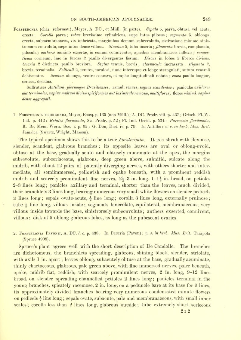 FoRSTERONiA (char. reformat.), Meyer, A. DC, et Miill. (in parte). Sepala 5, parva, obtusa vel acuta, erecta. Corolla parva; tubus brevissime cylindricus, saepe iutus pilosus; segmenta 5, oblonga, erecta, submembranacea, vix imbricata, marginibus demum subrevolutis, sestivatione miuime sinis- trorsura convoluta, saepe intus dense villosa. Stamina 5, tubo inserta ; filamenta brevia, complanata, pilosula; antherce omnino exsertse, in conum conniventes, apicibus membranaceis inflexis; connec- tivum corneum, imo in furcas 2 pauUo divergentes fissum. Discus in lobos 5 liberos divisus. Ovaria 2 distincta, paiillo breviora. Stylus tenuis, brevis; clavuncula incrassata ; stigmata 2, brevia, terminalia. Folliculi 2, teretes, toridosi, nunc interrupte et longe strangulati, sutura ventrab dehiscentes. Semina oblonga, ventre concava, et raphe longitudinali notata; coma paullo longior, sericea, decidua. SufFrutices Antillani, plerumque Brasilienses; ramuU tenues, scspius scandentes ; paniculse axillares aut terminates, scepius multum divisce spiciformes aut laxiuscule ramosa:, multiflores ; flores minimi, scepius dense aggregati. 1. FoRSTERONiA FLORiBUNDA, Mcycr, Esscq. p. 135 (non Miill.); A. DC. Prodr. viii. p. 437; Griseb. Fl. W. Ind. p. 412: Echites floribunda, Sw. Prodr. p. 52; Fl. Ind. Occid. p. 534: Parsonsia floribunda, R. Br. Mem. Wern. Soc. i. p. 65 ; G. Don, Diet. iv. p. 79. In Antillis : v. s. in herb. Mus. Brit. Jamaica (Swartz, Wright, Masson). The typical specimen shows this to be a true Forsteronia. It is a shrub with flexuose, slender, scandent, glabrous branches; its opposite leaves are oval or oblong-ovoid, obtuse at the base, gradually acute and obtusely mucronate at the apex, the margins subrevolute, subcoriaceous, glabrous, deep green above, suljnitid, sulcate along the midrib, with about 12 pairs of patently diverging nerves, with others shorter and inter- mediate, all semiimmersed, yellowish and opake beneath, with a prominent reddish midrib and scarcely prominulent fine nerves, 2^-3 in. long, 1-1^ in. broad, on petioles 2-3 lines long; panicles axillary and terminal, shorter than the leaves, much divided, their branchlets 3 lines long, bearing numerous very small white flowers on slender pedicels 2 lines long; sepals ovate-acute, \ line long; corolla 3 lines long, externally pruinose ; tul)e ^ line long, villous inside; segments lanceolate, equilateral, membranaceous, very villous inside towards the base, sinistrorsely subconvolute; anthers exserted, connivent, villous ; disk of 5 oblong glabrous lobes, as long as the pubescent ovaries. 2. Forsteronia Pavonii, A. DC. /. c. p. 438. In Peruvia (Pavon): v. s. in herb. Mus. Brit. Tarapota (Spruce 4908). Spruce's plant agrees well with the short description of De CandoUe. The branches are dichotomous, the branchlets spreading, glabrous, shining black, slender, striolate, with axils 1 in. apart; leaves oblong, subacutely obtuse at the base, gradually acuminate, thinly ehartaceous, glabrous, pale green above, with fine immersed nerves, paler beneath, opake, midrib flat, reddish, with scarcely prominulent nerves, 2 in. long, 9-12 lines broad, on slender spreading channelled petioles 2 lines long; panicles terminal in the young branches, spicately racemose, 2 in. long, on a peduncle bare at its base for 9 lines, its approximately divided branches bearing very numerous condensated minute flowers on pedicels ^ line long; sepals ovate, subacute, pale and membranaceous, with small inner scales; corolla less than 2 lines long, glabrous outside; tube extremely short, sericeous 2i2