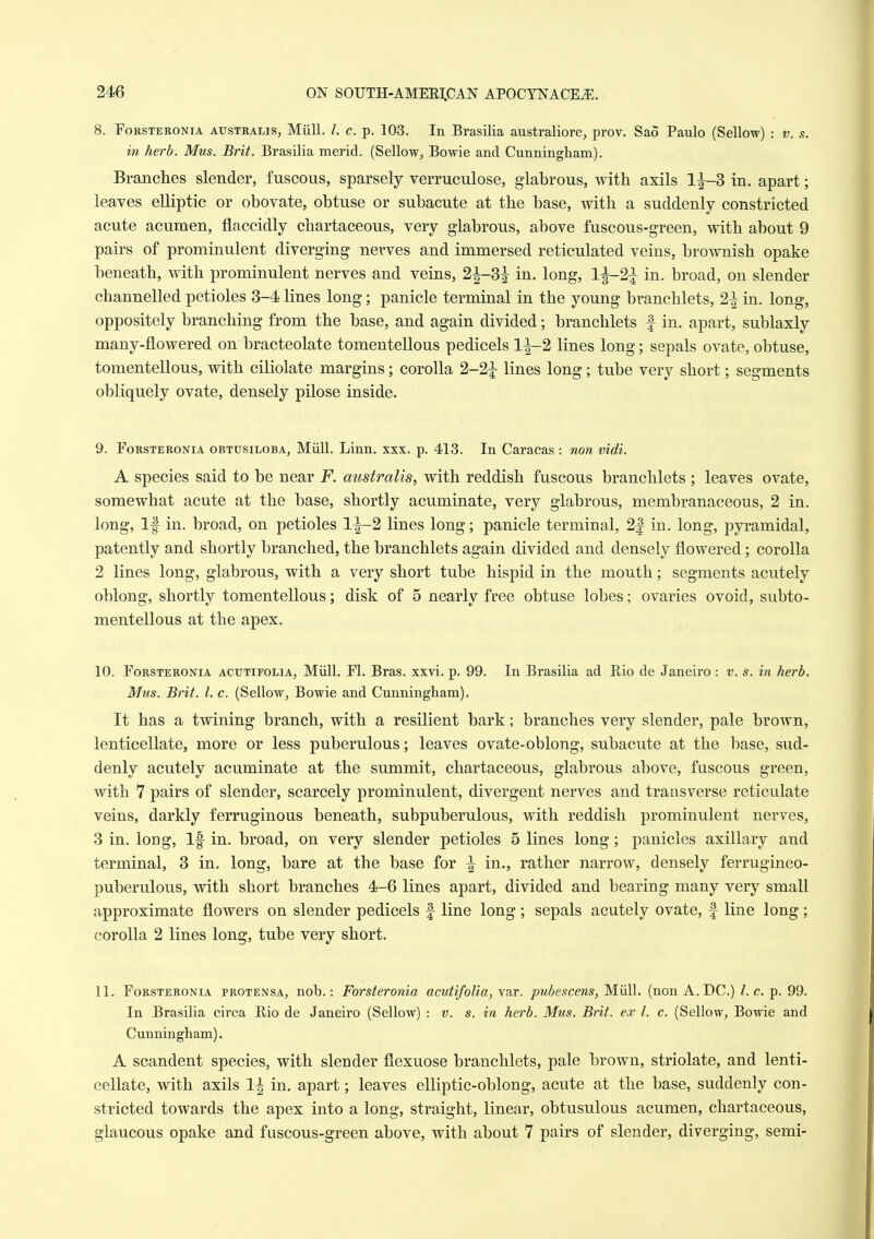 8. FoRSTERONiA AusTRALis, Miill. /. c. p. 103. In Brasilia australiore, prov. Sao Paulo (Sellow) : v. s. in herb. Mus. Brit. Brasilia merid. (Sellow, Bowie and Cunningham). Branches slender, fuscous, sparsely verruculose, glabrous, with axils 1^3 in. apart; leaves elliptic or obovate, obtuse or subacute at the base, with a suddenly constricted acute acumen, flaccidly chartaceous, very glabrous, above fuscous-green, with about 9 pairs of prominulent diverging nerves and immersed reticulated veins, brownish opake beneath, with prominulent nerves and veins, 2|-3i in. long, 1^-21 in. broad, on slender channelled petioles 3-4 lines long; panicle terminal in the young branchlets, 2^ in. long, oppositely branching from the base, and again divided; branchlets f in. apart, sublaxly many-flowered on bracteolate tomentellous pedicels li-2 lines long; sepals ovate, obtuse, tomentellous, with ciliolate margins; corolla 2-2^ lines long; tube very short; segments obliquely ovate, densely pilose inside. 9. FoRSTERONiA OBTUsiLOBA, Miill. Linn. XXX. p. 413. In Caracas : non vidi. A species said to be near F. australis, with reddish fuscous branchlets ; leaves ovate, somewhat acute at the base, shortly acuminate, very glabrous, membranaceous, 2 in. long. If in. broad, on petioles l|-2 lines long; panicle terminal, 2| in. long, pyramidal, patently and shortly branched, the branchlets again divided and densely flowered; corolla 2 Knes long, glabrous, with a very short tube hispid in the mouth; segments acutely oblong, shortly tomentellous; disk of 5 nearly free obtuse lobes; ovaries ovoid, subto- mentellous at the apex. 10. FoRSTERONiA ACUTiFOLiA, Miill. Fl. Bras. xxvi. p. 99. In Brasilia ad Rio de Janeiro : v. s. in herb. Mus. Brit. I. c. (Sellow, Bowie and Cunningham). It has a twining branch, with a resilient bark; branches very slender, pale brown, lenticellate, more or less puberulous; leaves ovate-oblong, subacute at the base, sud- denly acutely acuminate at the summit, chartaceous, glabrous above, fuscous green, with 7 pairs of slender, scarcely prominulent, divergent nerves and transverse reticulate veins, darkly ferruginous beneath, subpuberulous, with reddish prominulent nerves, 3 in. long. If in. broad, on very slender petioles 5 lines long; panicles axillary and terminal, 3 in. long, bare at the base for ^ in., rather narrow, densely ferrugineo- puberulous, with short branches 4-6 lines apart, divided and bearing many very small approximate flowers on slender pedicels f line long ; sepals acutely ovate, f line long; corolla 2 lines long, tube very short. 11. FoRSTERONiA PROTENSA, nob.: Forsteronia acutifolia, var. pubescens, Miill. (non A. DC.) I. c. p. 99. In Brasilia circa Rio de Janeiro (Sellow) : v. s. in herb. Mus. Brit, ex I. c. (Sellow, Bowie and Cunningham). A scandent species, with slender flexuose branchlets, pale brown, striolate, and lenti- cellate, with axils 1^ in. apart; leaves elliptic-oblong, acute at the base, suddenly con- stricted towards the apex into a long, straight, linear, obtusulous acumen, chartaceous, glaucous opake and fuscous-green above, with about 7 pairs of slender, diverging, semi-