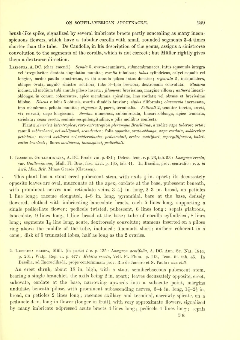 brush-like spike, signalized by several imbricate bracts partly concealing as many incon- spicuous flowers, which have a tubular corolla with small rounded segments 3-4 times shorter than the tube. De Candolle, in his description of the genus, assigns a sinistrorse convolution to the segments of the corolla, which is not correct; but Miiller rightly gives them a dextrorse direction. Laseguea, a. DC. (char, emend.) Sepala 5, ovato-acuminata, submembranacea, intus squamula integra vel irregulariter dentata singulatim munita; corolla tubulosa ,• tubus cylindricus, calyci sequalis vel longior, medio paullo constrictus, et ibi annulo piloso intus donatus; segmenta 5, insequilatera, oblique ovata, angulo sinistro acutiora, tubo 3-4plo breviora, dextrorsum convoluta. Stamina inelusa, ad medium tubi annulo piloso inserta; filamenta brevissima, margine villosa; antheret lineari- oblongse, in conum cobserentes, apice membrana apiculatse, imo cordatae vel obtuse et brevissime bilobse. Discus e lobis 5 obtusis, ovariis dimidio brevior; stylus filiformis; clavuncula incrassata, imo membrana peltata munita; stigmata 2, parva, terminalia. FoUicuU 2, tenuiter teretes, erecti, vix curvati, sfepe longissimi. Semina numerosa, subimbricata, lineari - oblonga, apice truncata, striolata; coma ereeta, seminis sesquilongitudine, e pilis mollibus confecta. Plantse AynericcB intertropicce, raro extratropica plerumque Brasiliance, a radice scepe tuberoso ortce; ramuli subherbacei, vel sublignosi, scandentes; folia opposita, ovato-oblonga, scepe cordata, subbreviter petiolata; racemi axillares vel subterminales, pedunculati, crebre multiflori, aspergilliformes, imbri- catim bracteati; flores mediocres, inconspicui, pedicellati. 1. Laseguea Gdilleminiana, A. DC. Pi'odr. viii. p. 481 ; Deless. Icon. v. p. 23, tab. 53 : Laseguea ereeta, var. Guilleminiana, Miill. Fl. Bras. fasc. xxvi. p. 135, tab. 41. In Brasilia, prov. centralib: v. s. in herb. Mus. Brit. Minas Geraes (Claussen). This plant has a stout erect pubescent stem, with axils | in. apart; its decussately opposite leaves are oval, mucronate at the apex, cordate at the base, pubescent beneath, with prominent nerves and reticulate veins, 3-4-^ in. long, 2-3 in. broad, on petioles 1 line long; raceme elongated, 4-8 in. long, pyramidal, bare at the base, densely flowered, clothed with imbricating lanceolate bracts, each 5 lines long, supporting a single pedicellate flower; pedicels twisted, pubescent, 6 lines long; sepals glabrous, lanceolate, 9 lines long, 1 line broad at the base; tube of corolla cylindrical, 8 lines long; segments 1^ line long, acute, dextrorsely convolute; stamens inserted on a pilose ring above the middle of the tube, included; filaments short; anthers coherent in a cone ; disk of 5 truncated lobes, half as long as the 2 ovaries. 2. Laseguea erecta, Miill. (in parte) /. c. p. 135 : Laseguea acntifolia, A. DC. Ann. Sc. Nat. 1844, p. 261; Walp. Rep. vi. p. 477: Echites erecta, Veil. Fl. Flum. p. 113, Icon. iii. tab. 45. In Brasilia, ad Encrucilbada, prope conterminam prov. Rio de Janeiro et S. Paulo: non vidi. An erect shrub, about 18 in. high, with a stout semiherbaceous pubescent stem, bearing a single branchlet, the axils being 2 in. apart; leaves decussately opposite, erect, subovate, cordate at the base, narrowing upwards into a subacute point, margins undulate, beneath pilose, with prominent subascending nerves, 3-4 in. long, l|-2^ in. broad, on petioles 2 lines long; racemes axillary and terminal, narrowly spicate, on a peduncle 4 in. long in flower (longer in fruit), with very approximate flowers, signalized by many imbricate adpressed acute bracts 4 lines long; pedicels 4 lines long; sepals 2k