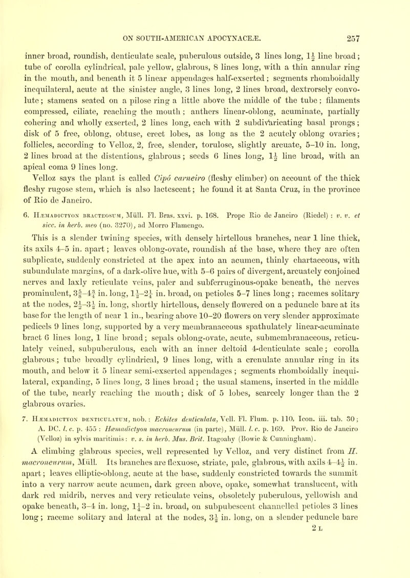 inner broad, roundish, denticulate scale, pul)erulous outside, 3 lines long, 1^ line broad; tube of corolla cylindrical, pale yellow, glabrous, 8 lines long, with a thin annular ring in the mouth, and beneath it 5 linear appendages half-exserted ; segments rhomboidally inequilateral, acute at the sinister angle, 3 lines long, 2 lines broad, dextrorsely convo- lute ; stamens seated on a pilose ring a little above the middle of the tube ; filaments compressed, ciliate, reaching the mouth ; anthers linear-oblong, acuminate, partially cohering and wholly exserted, 2 lines long, each with 2 subdiv^ricating basal prongs; disk of 5 free, oblong, obtuse, erect lobes, as long as the 2 acutely oblong ovaries; follicles, according to Velloz, 2, free, slender, torulose, slightly arcuate, 5-10 in. long, 2 lines broad at the distentions, glabrous; seeds 6 lines long, li line broad, with an apical coma 9 lines long. Velloz says the plant is called Clpo carneiro (fleshy climber) on account of the thick fleshy rugose stem, which is also lactescent; he found it at Santa Cruz, in the province of Rio de Janeiro. 6. IL'EMADiCTYON BRACTEOSTJM, Miill. Fl. Bras. xxvi. p. 168. Prope Hio de Janeiro (Riedel) : v. v. et sice, in herb, meo (no. 3270), ad Morro Flamengo. This is a slender twining species, with densely hirtellous branches, near 1 line thick, its axils 4-5 in. apart; leaves oblong-ovate, roundish at the base, where they are often subplicate, suddenly constricted at the apex into an acumen, thinly chartaceous, with subundulate margins, of a dark-olive hue, with 5-6 pairs of divergent, arcuately conjoined nerves and laxly reticulate veins, paler and subferruginous-opake beneath, the nerves prominulent, 3f-4i| in. long, 1^-2;|- in. broad, on petioles 5-7 lines long; racemes solitary at the nodes, 2|-3^ in. long, shortly hirtellous, densely flowered on a peduncle bare at its base for the length of near 1 in., bearing above 10-20 flowers on very slender approximate pedicels 9 lines long, supported by a very membranaceous spathulately linear-acuminate bract 6 lines long, 1 line broad; sepals oblong-ovate, acute, submembranaceous, reticu- lately veined, subpubcrulous, each with an inner deltoid 4-denticulate scale; corolla glalirous ; tube l)roadly cylindrical, 9 lines long, with a crcnulate annular ring in its mouth, and below it 5 linear semi-exserted appendages ; segments rhomboidally inequi- lateral, expanding, 5 lines long, 3 lines broad; the usual stamens, inserted in the middle of the tube, nearly reaching the mouth; disk of 5 lobes, scarcely longer than the 2 glabrous ovaries. 7. H.SM.vDicTYON DEXTicuLATUM, nob. : EcMtes c?ew^icM/a/a, Veil. Fl. Flum. p. 110, Icon. iii. tab. 30; A. DC. I. c. p. 455 : Hamadictyon macroneurum (in parte), Miill. /. c. p. 169. Prov. Rio de Janeiro (Velloz) in sylvis maritimis : v. s. in herb. Mus. Brit. Itagoahy (Bowie & Cunningham). A climbing glabrous species, well represented by Velloz, and very distinct from H. macroneurum, Miill. Its branches areflexuose, striate, pale, glabrous, with axils 4-4^ in. apart; leaves elliptic-oblong, acute at the base, suddenly constricted towards the summit into a very narroAV acute acumen, dark green above, opake, somewhat translucent, with dark red midrib, nerves and very reticulate veins, obsoletely puberulous, yellowish and opake beneath, 3-1 in. long, lj-2 in. broad, on subpubescent channelled petioles 3 lines long; raceme solitary and lateral at the nodes, 3^ in. long, on a slender peduncle bare 2l