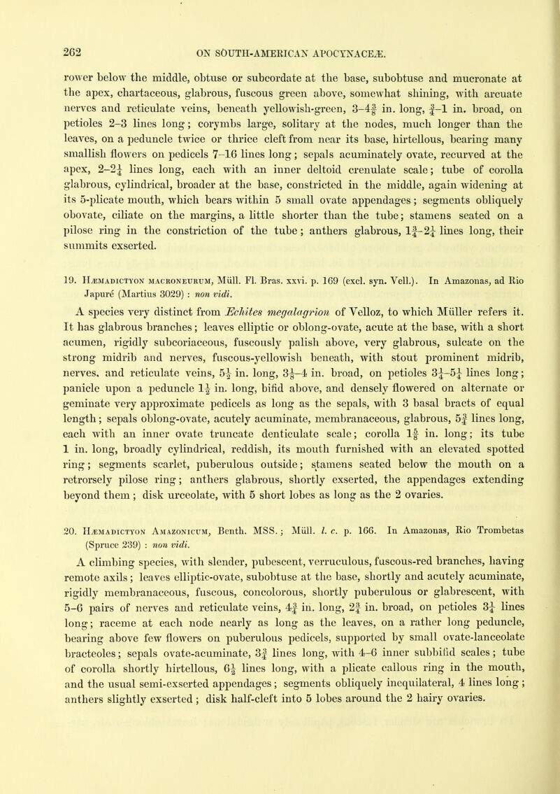 rower below the middle, obtuse or subcordate at the base, subobtuse and mucronate at the apex, chartaceous, glabrous, fuscous green above, somewhat shining, with arcuate nerves and reticulate veins, beneath yellowish-green, 3-4f in. long, f-1 in. broad, on petioles 2-3 lines long; corymbs large, solitary at the nodes, much longer than the leaves, on a peduncle twice or thrice cleft from near its base, hirteUous, bearing many smallish flowers on pedicels 7-16 lines long; sepals acuminately ovate, recurved at the apex, 2-2| lines long, each with an inner deltoid crenulate scale; tube of corolla glabrous, cylindrical, broader at the base, constricted in the middle, again widening at its 5-plicate mouth, which bears within 5 small ovate appendages; segments obliquely obovate, ciliate on the margins, a little shorter than the tube; stamens seated on a pilose ring in the constriction of the tube; anthers glabrous, lf-2j lines long, their summits exserted. 19. H^MADicTYON MACRONEURtJM, Miill. Fl. Bras. xxvi. p. 169 (excl, syn. Veil.). In Amazonas, ad Kio Japure (Martius 3029) : non vidi. A species very distinct from EcJiites megalagrion of Velloz, to which Miiller refers it. It has glabrous branches; leaves elliptic or oblong-ovate, acute at the base, with a short acumen, rigidly subcoriaceous, fuscously palish above, very glabrous, sulcate on the strong midrib and nerves, fuscous-yellowish beneath, with stout prominent midrib, nerves, and reticulate veins, 5^ in. long, 3^4 in. broad, on petioles 3^-5|- lines long; panicle upon a peduncle 1^ in. long, bifid above, and densely flowered on alternate or geminate very approximate pedicels as long as the sepals, with 3 basal bracts of equal length; sepals oblong-ovate, acutely acuminate, membranaceous, glabrous, 5f lines long, each with an inner ovate truncate denticulate scale; corolla If in. long; its tube 1 in. long, broadly cylindrical, reddish, its mouth furnished with an elevated spotted ring; segments scarlet, puberulous outside; stamens seated below the mouth on a retrorsely pilose ring; anthers glabrous, shortly exserted, the appendages extending beyond them; disk urceolate, with 5 short lobes as long as the 2 ovaries. 20. H^MADicTYON AiviAZONicuM, Benth. MSS.; Miill. I. c. p. 166. In Amazonas, Rio Trombetas (Spruce 239) : non vidi. A climbing species, with slender, pubescent, verruculous, fuscous-red branches, having remote axils; leaves elliptic-ovate, subobtuse at the base, shortly and acutely acuminate, rigidly membranaceous, fuscous, concolorous, shortly puberulous or glabrescent, with 5-6 pairs of nerves and reticulate veins, 4| in. long, 2f in. broad, on petioles 3J lines long; raceme at each node nearly as long as the leaves, on a rather long peduncle, bearing above few flowers on puberulous pedicels, supported by small ovate-lanceolate bracteoles; sepals ovate-acuminate, 3| lines long, with 4-6 inner subbifid scales; tube of corolla shortly hirteUous, 6^ lines long, with a plicate callous ring in the mouth, and the usual semi-exserted appendages; segments obliquely inequilateral, 4 lines long ; anthers slightly exserted; disk half-cleft into 5 lobes around the 2 hairy ovaries.